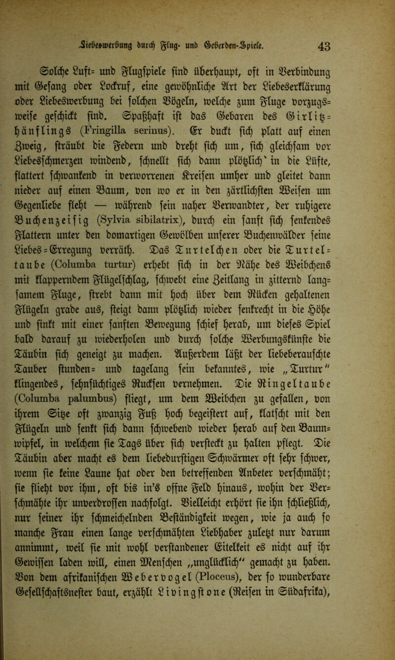 (Solche Suft= unb glugfpiele ftnb überhaupt, oft in Verbinbung mit (Gefang ober Socfruf, eine gewöhnliche 2lrt ber Siebe3erflärung ober Siebe^merbung bei folcben Vögeln, welche jum gluge Oorjug§= weife gefcijicft finb. ift ba§ (Gebaren be§ (Girli§ = hänflingg (Fringilla serinus). (Sr bucft fid) platt auf einen Sweig, fträubt bie gebern unb breljt fid^ um, fid^ gleichfam oor SiebeSfchmergen winbenb, fdfyneßt ftd) bann pXö^licf)' in bie Süfte, flattert fchwanfenb in Oermorrenen Greifen umher unb gleitet bann nieber auf einen Vaum, Oon wo er in ben järtlic^ften SBeifen um (Gegenliebe fleht — währenb fein naher Verwanbter, ber ruhigere 53ud^en§eiftg (Sylvia sibilatrix), burd) ein fanft fid^ fenfenbe§ glattem unter ben bomartigen (Gewölben unferer Vudjenmälber feine Siebe§ = (Erregung Oerräth- Sa§ Surteldjen ober bie £urtel = taube (Columba turtur) ergebt ficf) in ber Räl)e be<§ SBeibdjenS mit flappernbem glügelfdjlag, fdjwebt eine Seitlang in jitternb lang= famem gluge, ftrebt bann mit §od) über bem 91ücfen gehaltenen glügeln grabe au3, fteigt bann plöfclidj wieber fenlredjt in bie unb jtnft mit einer fanften Vemegung fd^ief herab, um biefe§ Spiel halb barauf gu mieberholen unb burch fold^e 2öerbung§fünfte bie Säubin fich geneigt ju madjen. 2lußerbem läßt ber liebeberaufchte Sauber ftunben= unb tagelang fein befannteS, wie „Surtur flingenbeS, fehnfüd)tige3 Rucffen Oernehmen. Sie Ringeltaube (Columba palumbus) fliegt, um bem Vßeibdben ju gefallen, Oon ihrem Si£e oft jmangig guß hoch begeiftert auf, flatfd)t mit ben glügeln unb fenft fich bann fdjwebenb wieber herab auf ben Vaum= Wipfel, in welchem fie Sag3 über fich berftedft ju h^ten pflegt. Sie Säubin aber macht e§ bem liebeburftigen Schwärmer oft fehr fdjwer, wenn fie feine Saune hat ober ben betreffenben Anbeter oerfchmäht; fie fließt Oor ihm, oft bi§ in’$ offne gelb hinauf, wohin ber Ver= fchmähte ihr unoerbroffen nachfolgt. Vielleicht erhört fie ihn fdjließlich, nur feiner ihr fchmeid^elnben Veftänbigfeit wegen, wie ja auch fo manche grau einen lange oerfchtnähten Siebhaber julefct nur barum annimmt, weil fie mit wohl oerftanbener ©itelfeit e§ nid^t auf ihr (Gewiffen laben miß, einen SRenfchen „unglücflidj gemalt §u haben. Von bem afrifanifchen SBeberOogel (Ploceus), ber fo munberbare (Gefeßfdjaftgnefter baut, erzählt Sioingftone (Reifen in Sübafrifa),