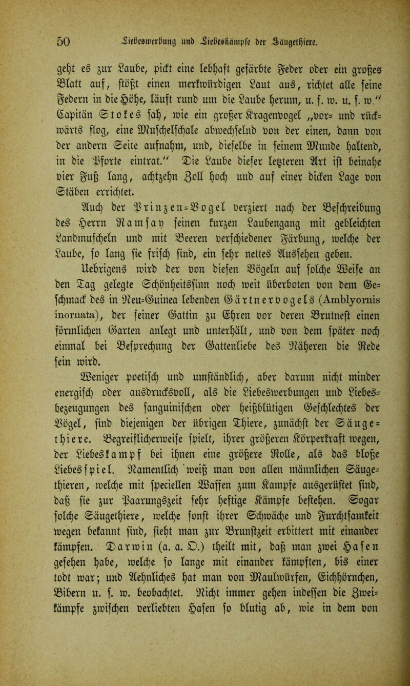 geht eg gut Saube, picft eine lebhaft gefärbte geber ober ein grogeS SÖIatt auf, flögt einen merfwürbigen Saut aug, richtet aße feine gebern in bie§ö§e, lauft tunb um bie Saube Return, u. f. w. u. f. w. (Kapitän ©tofeg fal), wie ein groger Äragenöogel „oor= unb tücf= wärtg flog, eine Mufchelfcbale abwechfelnb non bet einen, bann Oon bet anbetu ©eite aufnahm, unb, biefelbe in feinem Munbe fjaltenb, in bie Pforte eintrat. £)ie Saube biefet leiteten 2lrt ift beinahe oiet gug lang, ad)tgef)n 3oß ^od) unb auf einet bicfett Sage oon ©täben errietet. 2luch bet $ringen = $ogel Oergiert nach bet Söefchreibung beg §ettn Namfap feinen futgen Saubengang mit gebleichten Sanbmufcf)etn unb mit 23eeren Oetf^iebenet gätbung, welche bet Saube, fo lang fie frifdj finb, ein feljr nettem ^lugfehen geben. Uebrigeng wirb bet oon biefen Vögeln auf fold^e 2Beife an ben Sag gelegte 0d)ön^eit§finn noch weit übetboten oon bem ®e= fdjmacf beg in Neuguinea lebenben EärtnerOogelg (Amblyomis inornata), bet feinet (Gattin gu ©f)ten oor beten 23rutneft einen förmlichen (harten anlegt unb unterhält, unb oon bem fpäter noch einmal bei 23efpred)ung bet Eattenliebe beg Näheren bie 9^ebe fein wirb. Weniger poetifd) unb umftänblich, aber batum nicht minbet enetgifch ober augbrucfgooß, alg bie Siebegwerbungen unb Siebeg= begeugungen beg fanguinifchen ober heißblütigen ©efchlechteg bet 23ögel, finb biejenigen bet übrigen Spiere, gunächft bet ©äuge = t hie re. ^Öegteiflichetnoeife fpielt, ihrer gtögeren ^örperfvaft wegen, bet Siebegfampf bei ihnen eine grögere Noße, als bag bloge Siebegfpiel. Namentlich ’weig man oon aßen männlichen ©äuge= thieten, welche mit fpecießen SBaffen gum Kampfe auggerüftet finb, bag fie gut ^aarungggeit feht heftige Kämpfe begehen, ©ogar folche ©äugetljiere, welche fonft ihrer ©cf)Wäche unb gurd^tfamfeit wegen befannt finb, gebt man gut 23runftgeit erbittert mit einanbet fämpfen. £)arwin (a. a. £).) theilt mit, bag man gwei §afen gefehen habe, welche fo lange mit einanbet fämpften, big einet tobt war; unb $lehnlicheg hat man »on Maulwürfen, Eichhörnchen, ^Bibern u. f. w. beobachtet. Nicht immer gehen inbeffen bie Qwd- färnpfe gwifchen oerliebten §afen fo blutig ab, wie in bem oon