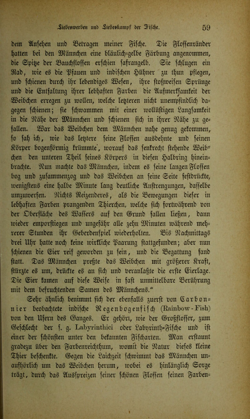 bem 2lnfepen unb betragen meiner gifcpe. £)ie gloffenränber Ratten bet ben S)?ännd)en eine bläulicp=gelbe gärbung angenommen, bie ©pi($e ber Söaudhfloffen erfcpien fafrangelb. ©ie fcplugen ein 9?ab, mie e§ bie -Pfauen unb inbifcpen §üpner $u tpun pflegen, unb fd)ienen burd) ipr lebenbigeS 2öefen, ipre ftoßtneifen ©prünge unb bie (Entfaltung if^rer lebhaften garben bie 2lufmerfjamfeit ber SBeibcpen erregen ju moEen, ioelcpe teueren nid)t unempfinblidj ba= gegen fcpienen; fie fcpmammen mit einer moEüftigen £angfamfeit in bie Mpe ber ättänncpen unb fdpienen ficf) in iprer 9?äpe ju ge= fallen. 2Bar ba3 2Beibcpen bem Eftänncpen nape genug gefommen, fo fap i(p, toie ba§ ledere feine gloffen au§bepnte unb feinen Körper bogenförmig frümmte’, morauf ba§ fenfrecpt ftepenbe 2Beibr d)en ben unteren £peil feinet £örper3 in biefen tpalbring pinein= braute. 9£wt machte ba§ Eflänndpen, inbem e3 feine langen gloffen bog unb jufammenjog unb ba§ 2Beibcpen an feine ©eite feftbriicfte, ioenigften§ eine palbe Minute lang beutlid^e ^Inftrengungen, baffelbe um^utoerfen. 9£icpt3 $ftei§enbere§, al§ bie 23etoegungen biefer in lebhaften garben prangenben £piercpen, toelcpe fic^ fortmäprenb non ber £)berflä(pe be3 2ßaffer<§ auf ben (Erunb faEen ließen, bann tnieber emporftiegen unb ungefähr aEe $epn Minuten toäprenb mep= rerer ©tunben ipr ©eberbenfpiel mieberpolten. $8i§ 9lacpmittag§ brei Upr blatte no<p feine mirflicpe Paarung ftattgefunben; aber nun fcptenen bie (Eier reif getnorben $u fein, unb bie Begattung fanb ftatt. £)a§ Ettämtcpen preßte ba§ äBeibcpen mit größerer $raft, ftürjte e§ um, brücfte e§ an fid) unb neranlaßte bie erfte (Eierlage. $)ie (Eier famen auf biefe SBeife in faft unmittelbare SBerüprung mit bem befrucptenben ©amen be§ SRänncfyenS. ©epr äpnlicp benimmt ficf) ber ebenfaE3 juerft non (Earbon= nier beobachtete inbifd^e 9? egenbogenftf d^ (Rainbow - Fish) non ben Ufern be§ @ange§. (Er gehört, mie ber (Eroßfloffer, jum (Eefcpledjt ber f. g. Labyrinthici ober £abprintp*gifcpe unb ift einer ber fdt)önften unter ben befannten gifcparten. Eftan erftaunt grabe^u über ben garbenreicptpum, momit bie Statur biefeg fleine £pier befcpenfte. ©egen bie Saidb^eit fcptoimmt ba§ Eftänncpen um aufpörlid) um ba§ Seibcpen perum, tnobei e§ pinlänglich ©orge trägt, burcp ba§ ^lu^fpreijen feiner fcpönen gloffen feinen garbem