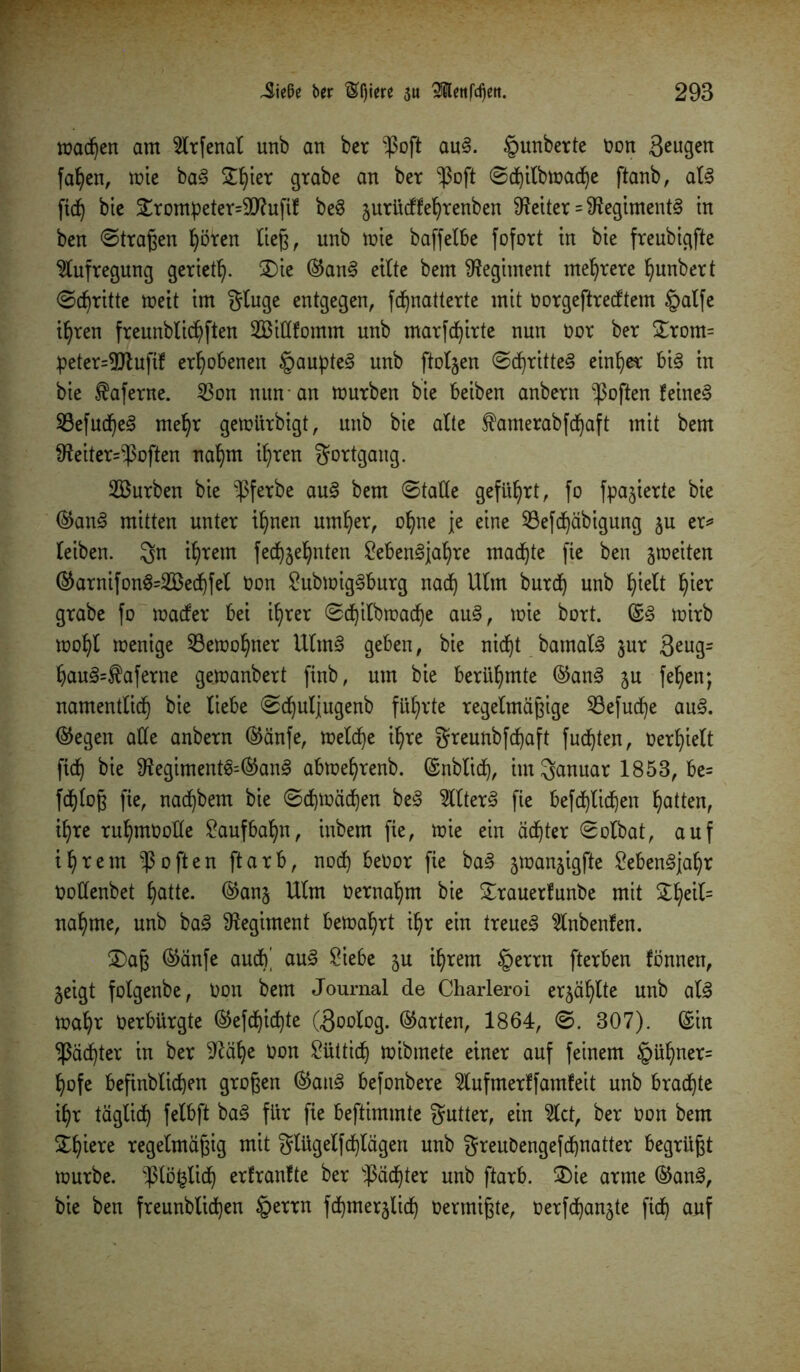 wad)en am Slrfenal unb an ber $oft au§. §unberte non Sengen fallen, wie ba§ £l)ter grabe an ber $oft ©dhilbwadje ftanb, al§ fidh bie £rompeter=9ftufif be3 jurüeffe^renben fetter = Regiments in ben ©tragen ^ören lieg, unb wie baffelbe fofort in bie freubigfte Aufregung geriet!). SDie ©an3 eilte bem Regiment mehrere hunbert ©dritte weit im gluge entgegen, fdhnatterte mit oorgeftreeftem §alfe ihren freunblid)ften SBittfomm unb marfdfyirte nun oor ber £rom= peter=9Jlufif erhobenen §aupte§ unb ftoljen ©df)ritte§ einher bi€ in bie $aferne. 23on nun-an würben bie beiben anbern -)3often feinet SBefudje^ mel)r gewürbigt, unb bie alte famerabfdhaft mit bem $fteiter=-ßoften nahm it)ren Fortgang. Surben bie -ßferbe au3 bem ©tafle geführt, fo fpa^ierte bie ©an§ mitten unter ihnen umher, ohne j[e eine 53efcf)äbigung $u er* leiben. gn ihrem fecpjepnten SebenSjahre machte fie ben jweiten ©arnifonS=2Bedhfel Oon SubwigSburg nach Ulm burdfy unb hielt pier grabe fo waefer bei ihrer ©cpilbwacfye au§, wie bort. ©3 wirb wohl wenige ^Bewohner Ulm§ geben, bie nid)t batnal3 $ur 3eug= hau3=$aferne gewanbert finb, um bie berühmte ©an§ $u fepen; namentlich bie liebe ©djuljugenb führte regelmägige 23efudhe au§. ©egen alle anbern ©änfe, welche ihre greunbfd)aft fudhten, Verhielt ftch bie 9tegiment3=©an§ abwehrenb. ©nblidh, im Januar 1853, be= fdhlog fie, nachbem bie ©chwächen be§ 2llter§ fie befdf)lidhen hatten, ihre ruhmtwUe Saufbahn, inbem fie, wie ein achter ©olbat, auf ihrem Soften ftarb, noch beoor fie ba<B jwanjigfte Seben§jal)r Ooflenbet hatte, ©anj Ulm üernahm bie Srauerfunbe mit ^heil= nähme, unb ba3 Regiment bewahrt ihr ein treuem 2lnbenfen. 3)ag ©anfe auch' au3 Siebe ju ihrem §errn fterben fönnen, geigt folgenbe, non bem Journal de Charleroi erzählte unb al3 wahr Oerbürgte ©efdhichte CSoolog. ©arten, 1864, ©. 307). ©in ^achter in ber $ftähe Oon Süttich wibmete einer auf feinem §üt)ner= hofe beftnblichen grogen ©au§ befonbere 2lufmerffamfeit unb brachte ihr täglich felbft ba§ für fie beftimmte gutter, ein Wct, ber Oon bem Schiere regelmägig mit glügelfcf)lägen unb greuöengefdhnatter begrügt würbe, ^lö^lidh erfranfte ber ^achter unb ftarb. ®ie arme ©an<3, bie ben freunblidt)en §errn fdhmerglidh Oermigte, oerfdhanjte fidh auf