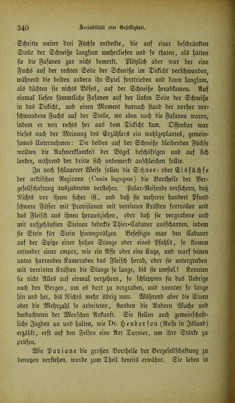 ©djritte weiter brei güd)fe entbedte, bie auf einer befcfjränften ©teile ber ©dhneiße langfam unterliefen unb fo traten, al! Ratten fie bie gafanen gar nid)t bemerft. -ßlöklidh aber war ber eine gud)! auf ber rechten ©eite ber ©dhneiße im Oididjt oerfdjwunben, währenb bie beiben anbern ihr ©piel forttrieben unb bann langfam, al! bädfjten fie nid)t! 93öfe§, auf ber ©djneiße f)erabfamen. 2luf einmal liefen fammtlidfje gafanen auf ber linfen ©eite ber ©djneiße in ba! Oididht, unb einen Moment barnad) ftanb ber oorI)er Oer= fdfywunbene gudj§ auf ber ©teße, wo eben nod) bie gafanen waren, inbem er Oon rechts her au! bem Oidid)t fam. Offenbar war biefe! nach ber Meinung be! ©rjähler! ein wohlgeplante!, gemein= fame! Unternehmen: Oie beiben auf ber ©d)neiße bleibenben güd)fe wollten bie 2lufmerffamfeit ber 23ögel befdjäftigen unb auf fid) lenfen, währenb ber britte [ich nnbemerft anfd)leid)en foßte. gn noch flauerer 2Beife foßen bie ©djnee= ober ©i!füdhfe ber arftifchen Legionen (Canis lagopus) bie Vorteile ber $er= gefeßfchaftung au!jubeuten Oerftehen. $olar=3leifenbe Derfidjern, baß Wid)t§ Oor ihnen fidler ift, unb baß fie mehrere f)unbert $funb fd)Were gäffer mit ßrooifionen mit oereinten Kräften fortroßen unb ba! gleifcf) au! ihnen he*au!$ieheu, ober baß fie Oergrabene unb mit aufgehäuften ©teinen bebedte Ohier*©abaoer au!fcharren, inbem fie ©tein für ©tein hiatoegwäl^en. 53efeftigte man ben (Sabaoer auf ber ©pi£e einer h°hen ©fange ober eine! v$fahl!, fo Komm entweber einer empor, wie ein $ffe ober eine $a(je, unb warf feinen unten harrenben f ameraben ba! gleifd) he™b, ober fie untergruben mit oereinten Kräften bie ©tauge fo lauge, bi! fie umfiel! konnten fie nicht Me! auf einmal oerjehren, fo fd)leppten fie ba! Uebrige nach ben ^Bergen, um e! bort ju oergraben, unb rannten fo lange hin unb her, bi! Nichts mehr übrig war. SBährenb aber bie (Shien ober bie SRehrjahl fo arbeiteten, ftanben bie Anbern iEBadje unb beobachteten ber 2J?enfd)en Mfunft. ©ie fteßen auch gemeinfchaft= liehe gagben an unb halten, wie Dr. §enberfon (SReife in g!lanb) erzählt, erft auf ben gelfen eine 2lrt furnier, um ihre ©tärfe §u prüfen. 2öie ^aoiane bie großen Vorteile ber 53ergefeßfchaftung $u benufjen Oerftehen, würbe gum %fy\l bereit! erwähnt, ©ie leben in