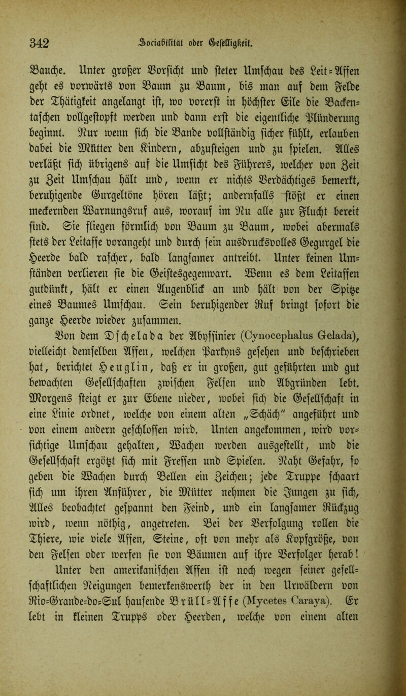 Vaucf)e. Unter großer 53orfid^t unb fteter Umfchau be§ Seit=Riffen geht e§ oorwärtS Oon Vaurn gu Vaum, bi£ man auf bem gelbe ber S^ätigfeit angelangt ift, wo oorerft in l)öc^fter ©ile bie 23acfen= taffen oollgeftopft werben unb bann erft bie eigentliche ^lünberung beginnt. Wut wenn fid) bie Vanbe tooUftänbig fidler fühlt, erlauben babei bie Mütter ben $inbern, abgufteigen unb gu Spielen. 5lKe§ »erlaßt fid) übrigen^ auf bie Umficht be§ güljrerg, melier non 3eit gu 3^1 Umf d)au hält unb, wenn er nichts Verbäd)tige3 bemerft, beruhigenbe ©urgeltöne h^ten läßt; anbernfaH§ ftößt er einen mecfernben 2Barnung3ruf au3, worauf im 9?u alle gur glucht bereit finb. 0ie fliegen förmlich Oon Vaum gu Vaum, wobei abermals jietS ber Seitaffe Oorangeht unb burcb fein au§brucf<§Dolle§ ©egurgel bie Ipeerbe halb rafdher, halb langfamer antreibt. Unter leinen Um= ftänben Oerfieren fie bie ©eifteggegenwart. 2Benn e3 bem Seitaffen gutbünft, hält er einen 5lugenblicf an unb hält Oon ber 0pi£e eines? 23aume3 Umfd)au. 0ein beruhigenber 9?uf bringt fofort bie gange §eerbe wieber gufammen. Von bem £)fd)elaba ber 2lbpffinier (Cynocephalus Gelada), vielleicht bemfelben Riffen, welchen $arfpn§ gefehen unb beschrieben hat, berichtet §euglin, baß er in großen, gut geführten unb gut bewachten ©efeüfchaften gwifdjen geffen unb 2lbgrünben lebt, äftorgeng fteigt er gur ©bene nieber, wobei fid) bie ©efetlfd)afr in eine Sinie orbnet, welche Oon einem alten ,,0d)äd) angeführt unb oon einem anbern gefd)loffen wirb. Unten angenommen, wirb oor* fichtige Umfchau gehalten, Aachen werben au§geftellt, unb bie @efeilfd)aft ergäbt fich mit greffen unb Spielen, Sftaht ©efaljr, fo geben bie 2öad)en burd) Vellen ein Reichen; jebe Gruppe fchaart fich um ^ren Anführer, bie Mütter nehmen bie gungen gu fich, 9We3 beobachtet gefpannt ben geinb, unb ein langfamer SRücfgug wirb, wenn nöthig, angetreten. Vei ber Verfolgung rollen bie Spiere, tote oiele Riffen, 0teine, oft Oon mehr al3 ^opfgröße, Oon ben gelfen über werfen fie oon Väumen auf ihre Verfolger herab! Unter ben amerifanifd)en 5tffen ift nod) wegen feiner gefeü= fd)aftlid)en Neigungen bemerfens>werth ber in ben Urwälbern oon Sftio=©ranbe=bos0ul haufenbe Vrüll = 2lffe (Mycetes Caraya), ©r lebt in lleinen £rupp§ ober §eerben, welche oon einem alten