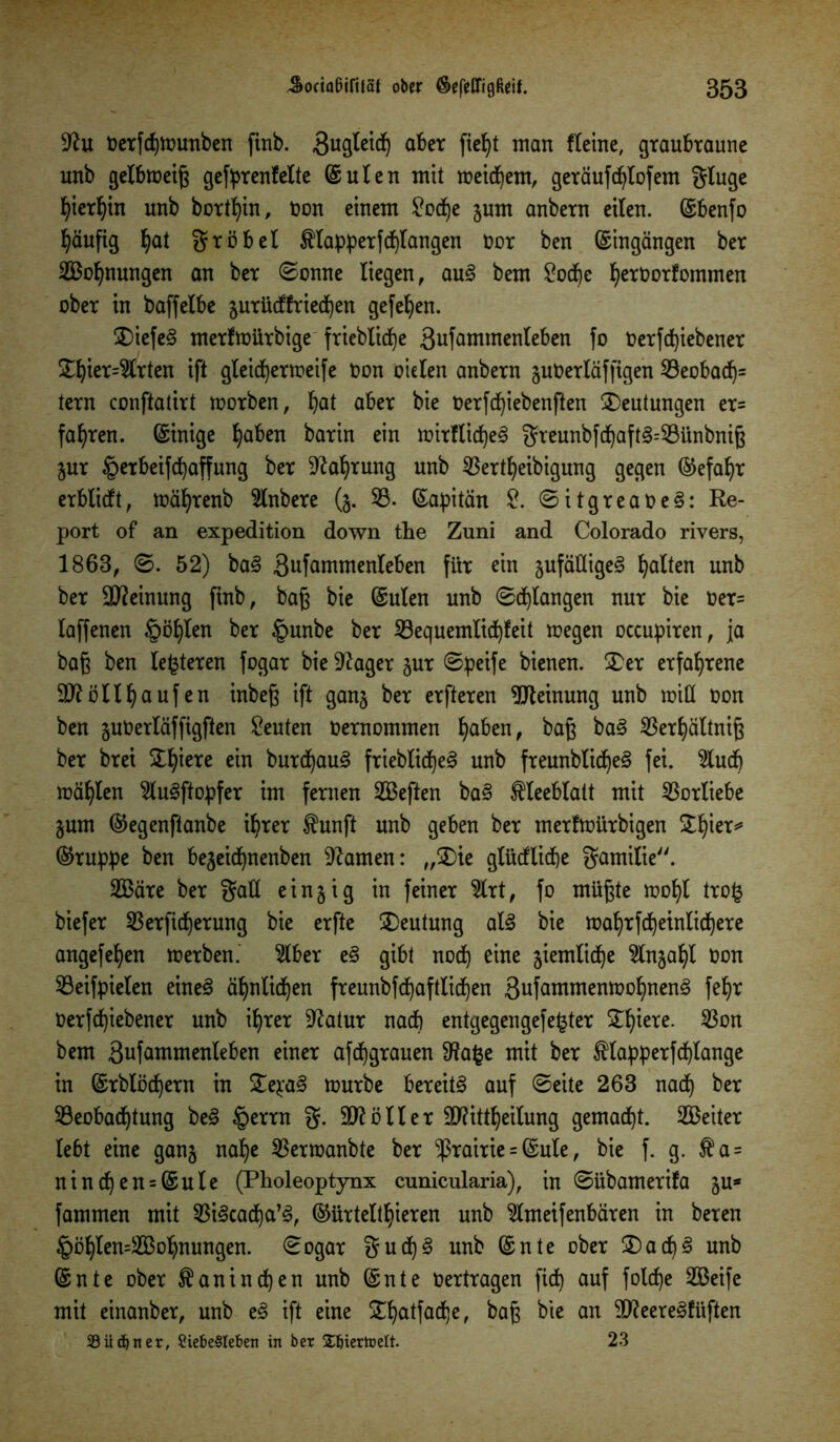 9?u oerfchmunben finb. 3ugtetcf) aber fie^t man Heine, graubraune unb gelbmeiß gefprenfelte ©ulen mit meinem, geräufdhlofem gluge hierhin unb borthin, non einem £odje gum anbern eilen, ©benfo häufig hat gröbel Klapperferlangen Oor ben ©ingängen ber Segnungen an ber ©onne liegen, auS bem £ocf)e l)ert>orfommen ober in baffelbe gurüeffriedhen gefehen. ®iefeS merfmürbige friebliche 3ufannnenleben fo Oerfd)iebener 2bier=5lrten ift gleid)ermeife oon oielen anbern guOerlaffigen 53eobad)= tern conftatirt morben, bat aber bie Oerfchiebenften Deutungen er= fahren, ©inige haben barin ein mirflidheS greunbf djaf t§=Bünbniß gur §erbeifcf)affung ber Nahrung unb Bertheibigung gegen ©efaf>r erblicft, mährenb Slnbere (g. 53- ©apitän £. ©itgreaOeS: Re- port of an expedition down the Zuni and Colorado rivers, 1863, ©. 52) baS Safammenleben für ein gufäßigeS halten unb ber Meinung finb, baß bie ©ulen unb ©drangen nur bie oer= laffenen §öf)len ber §unbe ber Bequemlidhfeit megen occupiren, j[a baß ben lederen fogar bie Sftager gur ©peife bienen. £er erfahrene Möllhaufen inbeß ift gang ber erfteren Meinung unb miß oon ben guOerläffigften Leuten Oernommen haben, baß baS Berhältniß ber bret Zfyzxz ein burdhauS frieblicf)e^ unb freunblidheS fei. 9lucb mahlen 5luSftopfer im fernen 2Beften baS Kleeblatt mit Vorliebe gum ©egenftanbe ihrer funft unb geben ber merfmürbigen Zfyzx* ©ruppe ben begeidhnenben tarnen: „2)te glücfliche gamilie. 2Bäre ber Saß eingig in feiner 9lrt, fo müßte mohl tro£ biefer S3erficf)erung bie erfte ^Deutung als bie mahrfcheinlichere angefehen merben. 5lber eS gibt noch eine giemliche 5tngahl Oon Beifpielen eines ähnlichen freunbfchaftlidf)en 3ufammenmohnenS fehr Oerfd^iebener unb ihrer Sftatur nach entgegengefefcter £h*ere- ^on bem 3ufammenleben einer afchgrauen 9?afce mit ber Klapperfchlange in ©rblöchern in £e*:aS mürbe bereite auf ©eite 263 nach ber Beobachtung beS §errn g. Böller Mitteilung gemacht. SBeiter lebt eine gang nahe Bermanbte ber ^rairie = ©ule, bie f. g. $a = ninchen = ©ule (Pholeoptynx cunicularia), in ©übamerifa gu* fammen mit BiScacha’S, ©ürtelthieren unb 5lmeifenbären in beren §öhlen=2Bohnungen. ©ogar gudfyS unb ©nte ober £)ad)3 unb ©nte ober Kaninchen unb ©nte Oertragen fid) auf folche 2Beife mit einanber, unb eS ift eine £hatfadf)e, baß bie an Meereslüften 33 ii cf) n er, ?iebe§Ieben in ber Stierte eit. 23