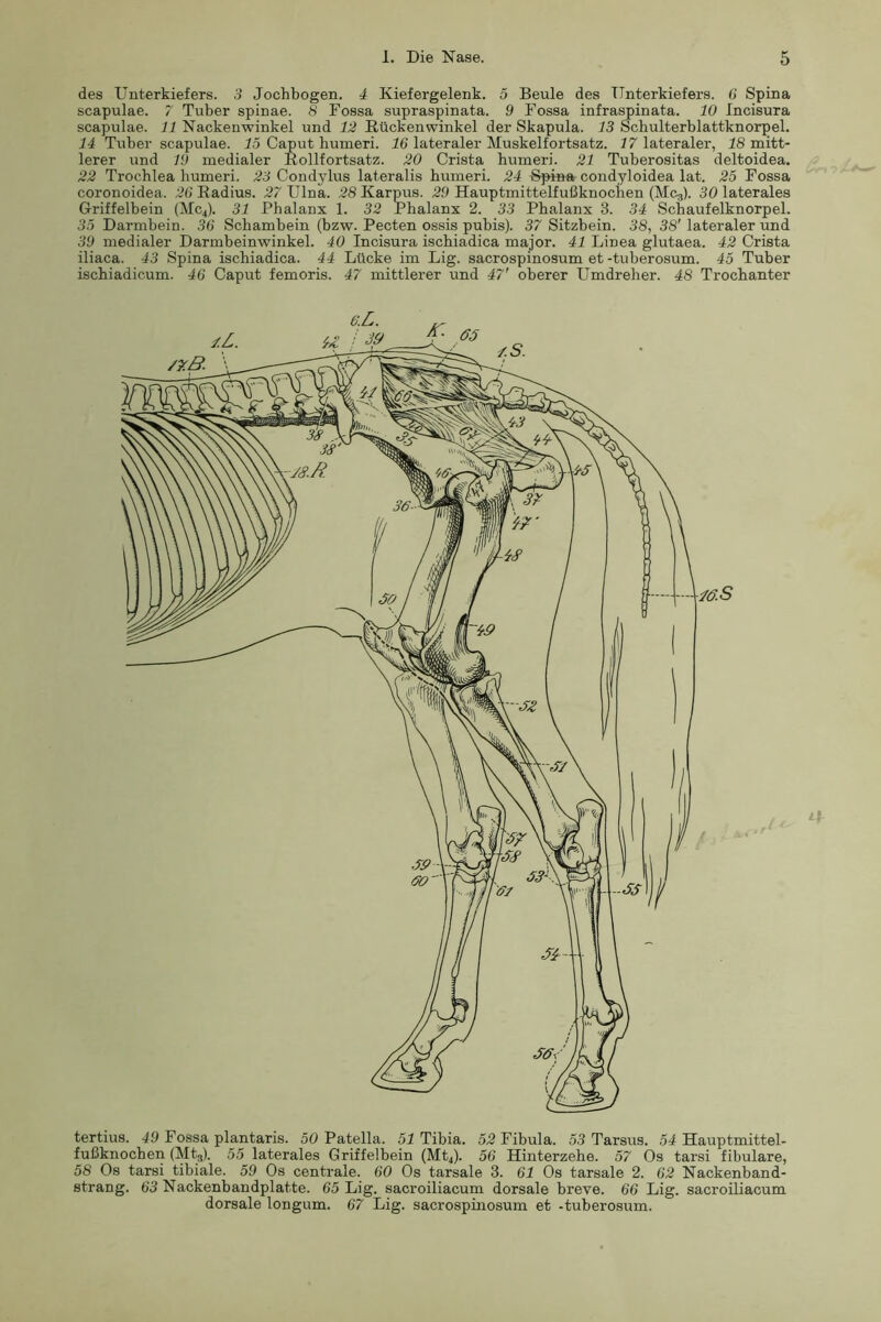 des Unterkiefers. 3 Jochbogen. 4 Kiefergelenk. 5 Beule des Unterkiefers, ß Spina Scapulae. 7 Tuber spinae. 8 Fossa supraspinata. 9 Fossa infraspinata. 10 Incisura Scapulae. 11 Nackenwinkel und 12 Kückenwinkel der Skapula. 13 Schulterblattknorpel. Tuber Scapulae, iö Caput humeri. iß lateraler Muskelfortsatz. J7 lateraler, 18 mitt- lerer und 19 medialer Eollfortsatz. 20 Crista bumeri. 21 Tuberositas deltoidea. 22 Trochlea bumeri. 23 Condylus lateralis bumeri. 24 Spina condyloidea lat. 25 Fossa coronoidea. 26 Eadius. 27 Ulna. 28 Karpus. 29 Hauptmittelfußknocben (Mcj). 30 laterales Griffelbein (MC4). 31 Phalanx 1. 32 Phalanx 2. 33 Phalanx 3. 34 Schaufelknorpel. 3<5 Darmbein. 36 Schambein (bzw. Pecten ossis pubis). 37 Sitzbein. 38, 38'lateraler und 39 medialer Darmbeinwinkel. 40 Incisura iscbiadica major. 41 Linea glutaea. 42 Crista iliaca. 43 Spina iscbiadica. 44 Lücke im Lig. sacrospinosum et -tuberosum. 45 Tuber iscbiadicum. 46 Caput femoris. 47 mittlerer und 47' oberer Umdreher. 48 Trochanter tertius. 49 Fossa plantaris. 50 Patella. 51 Tibia. 52 Fibula. 53 Tarsus. 54 Hauptmittel- fußknochen (Mtß). 55 laterales Griffelbein (ML). 56 Hinterzehe. 57 Os tarsi fibulare, 58 Os tarsi tibiale. 59 Os centrale. 60 Os tarsale 3. 61 Os tarsale 2. 62 Nackenband- strang. 63 Nackenbandplatte. 65 Lig. sacroiliacum dorsale breve. 66 Lig. sacroiliaoum dorsale longum. 6'7 Lig. sacrospinosum et -tuberosum.