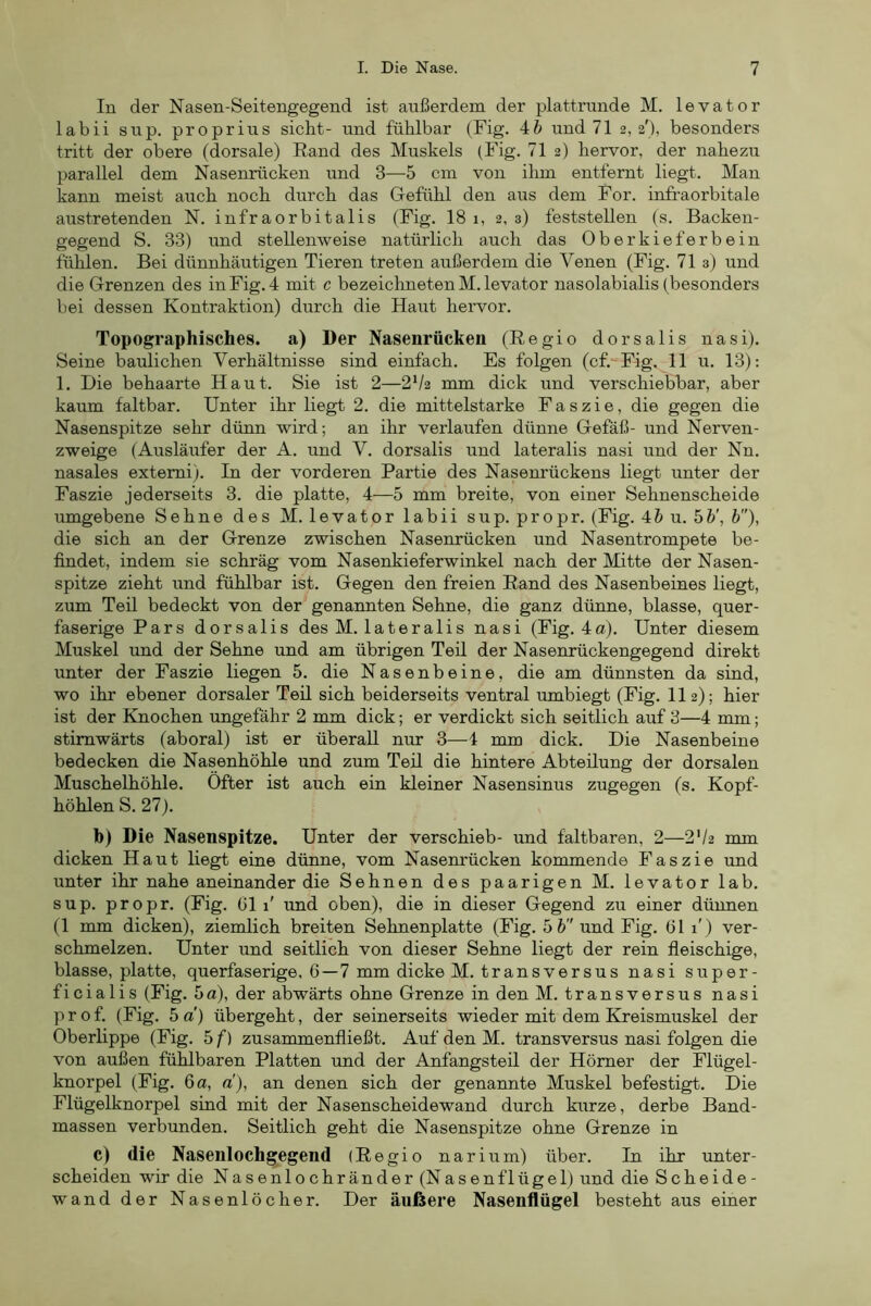 In der Nasen-Seitengegend ist außerdem der plattrunde M. levator labii sup. proprius sicht- und fühlbar (Fig. 4& und 71 2,2'), besonders tritt der obere (dorsale) Rand des Muskels (Fig. 71 2) hervor, der nahezu parallel dem Nasenrücken und 3—5 cm von ihm entfernt liegt. Man kann meist auch noch durch das Gefühl den aus dem For. infraorbitale austretenden N. infraorbitalis (Fig. 18 1, 2, 3) feststellen (s. Backen- gegend S. 33) und stellenweise natürlich auch das Oberkieferbein fühlen. Bei dünnhäutigen Tieren treten außerdem die Venen (Fig. 71 3) und die Grenzen des in Fig. 4 mit c bezeichneten M. levator nasolabialis (besonders bei dessen Kontraktion) durch die Haut hervor. Topographisches, a) Der Nasenrücken (Regio dorsalis nasi). Seine baulichen Verhältnisse sind einfach. Es folgen (cf.^-Fig. 11 u. 13): 1. Die behaarte Haut. Sie ist 2—2V2 mm dick und verschiebbar, aber kaum faltbar. Unter ihr liegt 2. die mittelstarke Faszie, die gegen die Nasenspitze sehr dünn wird; an ihr verlaufen dünne Gefäß- und Nerven- zweige (Ausläufer der A. und V. dorsalis und lateralis nasi und der Nn. nasales extemi). In der vorderen Partie des Nasenrückens liegt unter der Faszie jederseits 3. die platte, 4—5 mm breite, von einer Sehnenscheide umgebene Sehne des M. levator labii sup. propr. (Fig. 4& u. 5fc', &), die sich an der Grenze zwischen Nasenrücken und Nasentrompete be- findet, indem sie schräg vom Nasenkieferwinkel nach der Mitte der Nasen- spitze zieht und fühlbar ist. Gegen den freien Rand des Nasenbeines liegt, zum Teil bedeckt von der genannten Sehne, die ganz dünne, blasse, quer- faserige Pars dorsalis des M. lateralis nasi (Fig. 4a). Unter diesem Muskel und der Sehne und am übrigen Ted. der Nasenrückengegend direkt unter der Faszie liegen 5. die Nasenbeine, die am dünnsten da sind, wo ihr ebener dorsaler Ted sich beiderseits ventral umbiegt (Fig. 112); hier ist der Knochen ungefähr 2 mm dick; er verdickt sich seitlich auf 3—4 mm ; stimwärts (aboral) ist er überall nur 3—4 mm dick. Die Nasenbeine bedecken die Nasenhöhle und zum Ted die hintere Abtedung der dorsalen Muschelhöhle. Öfter ist auch ein kleiner Nasensinus zugegen (s. Kopf- höhlen S. 27). b) Die Nasenspitze. Unter der verschieb- und faltbaren, 2—2V2 mm dicken Haut liegt eine dünne, vom Nasem'ücken kommende Faszie und unter ihr nahe aneinander die Sehnen des paarigen M. levator lab. sup. propr. (Fig. Gl 1' und oben), die in dieser Gegend zu einer dünnen (1 mm dicken), ziemlich breiten Sehnenplatte (Fig. 5 fc und Fig. Gl 1') ver- schmelzen. Unter und seitlich von dieser Sehne liegt der rein fleischige, blasse, platte, querfaserige, G—7 mm dicke M. transversus nasi super- ficialis (Fig. 5a), der abwärts ohne Grenze in den M. transversus nasi p r o f. (Fig. 5 d) übergeht, der seinerseits wieder mit dem Kfeismuskel der Oberlippe (Fig. 5 f) zusammenfließt. Auf den M. transversus nasi folgen die von außen fühlbaren Platten und der Anfangsteil der Hörner der Flügel- knoi’pel (Fig. 6a, a), an denen sich der genannte Muskel befestigt. Die Flügelknorpel sind mit der Nasenscheidewand durch kurze, derbe Band- massen verbunden. Seitlich geht die Nasenspitze ohne Grenze in c) die Nasenlochgegend (Regio narium) über. In ihr unter- scheiden wir die Nasenlochränder (Nasenflügel) und die Scheide- wand der Nasenlöcher. Der äußere Nasenflügel besteht aus einer