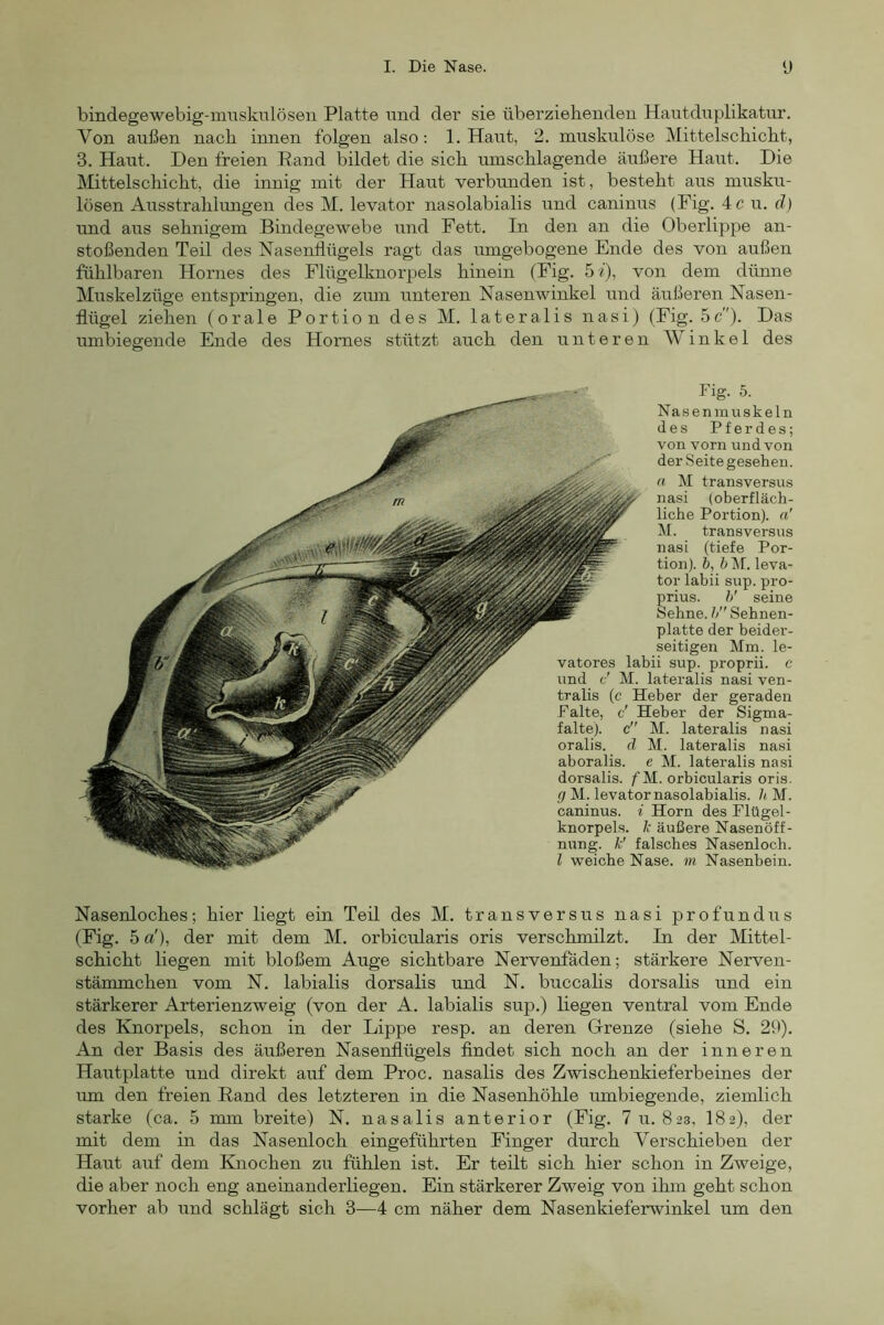 bindegewebig-muskulösen Platte und der sie überziehenden Hautduplikatur. Von außen nach innen folgen also: 1. Haut, 2. muskulöse Mittelschicht, 3. Haut. Den freien Rand bildet die sich umschlagende äußere Haut. Die Mittelschicht, die innig mit der Haut verbunden ist, besteht aus musku- lösen Ausstrahhmgen des M. levator nasolabialis und caninus (Fig. 4 c u. ä) und aus sehnigem Bindegewebe und Fett. In den an die Oberlippe an- stoßenden Teil des Nasenflügels ragt das mngebogene Ende des von außen fühlbaren Homes des Flügelknorpels hinein (Fig. 5 t), von dem dünne Muskelzüge entspringen, die zum unteren Nasenwinkel und äußeren Nasen- flügel ziehen (orale Portion des M. lateralis nasi) (Fig. 5c). Das umbiegende Ende des Hornes stützt auch den unteren Winkel des Fig. 5. Naaenmuskeln des Pferdes; von vorn und von der Seite gesehen. a M transversus nasi (oberfläch- liche Portion), n' M. transversus nasi (tiefe Por- tion). h, h M. leva- tor labii sup. pro- grius. h' seine ebne, h Sehnen- platte der beider- seitigen Mm. le- vatores labii sup. proprii. e und c' M. lateralis nasi ven- tralis (c Heber der geraden Falte, c' Heber der Sigma- falte). c M. lateralis nasi oralis. d M. lateralis nasi aboralis. e M. lateralis nasi dorsalis. fM. orbicularis oris. f/M. levator nasolabialis. /< M. caninus. i Horn des Flügel- knorpels. k äußere Nasenöff- nung. k' falsches Nasenloch. l weiche Nase, m Nasenbein. Nasenloches; hier liegt ein Teil des M. transversus nasi profundus (Fig. 5 a'), der mit dem M. orbicularis oris verschmilzt. In der Mittel- schicht liegen mit bloßem Auge sichtbare Nervenfäden; stärkere Nerven- stämmchen vom N. labialis dorsalis und N. buccalis dorsalis und ein stärkerer Arterienzweig (von der A. labialis sup.) liegen ventral vom Ende des Kfiorpels, schon in der Lippe resp. an deren Grenze (siehe S. 29). An der Basis des äußeren Nasenflügels flndet sich noch an der inneren Hautplatte und direkt auf dem Proc. nasalis des Zwischenkieferbeines der um den freien Rand des letzteren in die Nasenhöhle umbiegende, ziemlich starke (ca. 5 mm breite) N. nasalis anterior (Eig. 7u. 823, 182), der mit dem in das Nasenloch eingeführten Finger durch Verschieben der Haut auf dem Knochen zu fühlen ist. Er teilt sich hier schon in Zweige, die aber noch eng aneinanderliegen. Ein stärkerer Zweig von ihm geht schon vorher ab und schlägt sich 3—4 cm näher dem Nasenkieferwinkel um den