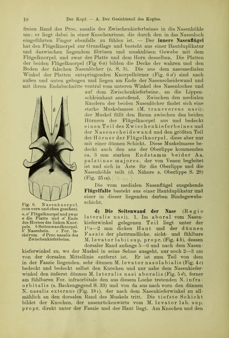 freien ßand des Proc. nasalis des Zwischenkieferbeines in die Nasenhöhle um; er liegt dabei in einer Knochenrinne, die durch den in das Nasenloch eingeführten Finger ebenfalls zu fühlen ist. — Der innere Nasenflügel hat den Flügelknorpel zur Grundlage und besteht aus einer Hautduplikatur und dazwischen liegendem fibrösen und muskulösen Gewebe mit dem Flügelknorpel, und zwar der Platte und dem Horn desselben. Die Platten der beiden Flügelknorpel (Fig 6 a) bilden die Decke der wahren und den Boden der falschen Nasenlöcher (s. S. 3). Die aus dem nasomedialen AVinkel der Platten entspringenden Knorpelhörner (Fig. 6 d) sind nach außen und unten gebogen und liegen am Ende der Nasenscheidewand und mit ihrem Endabsclmitte ventral vom unteren Winkel des Nasenloches und auf dem Zwischenkieferbeine, an die Lippen- schleimhaut anstoßend. Zwischen den medialen Rändern der beiden Nasenlöcher findet sich eine starke Muskelmasse (M. t r a n s v e r s u s n a s i); der Muskel füllt den Raum zwischen den beiden Hörnern der Flügelknorpel aus und bedeckt einen Teil des Zwischenkieferbeines und der Nasenscheidewand und den größten Teil der Hörner der Flügelknorpel, diese aber nur mit einer dünnen Schicht. Diese Muskelmasse be- deckt auch den aus der Oberlippe kommenden ca. 3 mm starken Endstamm beider Aa. palatinae majores, der von Venen begleitet ist und sich in Äste für die Oberlippe und die Nasenhöhle teilt (d. Nähere s. Oberlippe S. 29) (Fig. 2515). Die vom medialen Nasenflügel ausgehende Flügelfalte besteht aus einer Hautduplikatur und einer in dieser liegenden derben Bindegewebs- schicht. d) Die Seitenwaud der Nase (Regio lateralis nasi). 1. Im aboral vom Nasen- kieferwinkel gelegenen Teil liegt unter der D/2—2 mm dicken Haut und der dünnen Faszie der plattrundliche, sicht- und fühlbare M. levatorlabiisup. propr. (Fig. 4 6), dessen dorsaler Rand anfangs 5—6 und nach dem Nasen- kieferwinkel zu, wo der Muskel in seine Sehne ausgeht, nur noch 2—3 cm von der dorsalen Mittellinie entfernt ist. Er ist zum Teil von dem in der Faszie liegenden, sehr dünnen M. levatornasolabialis (Fig. 4c) bedeckt und bedeckt selbst den Knochen und nur nahe dem Nasenkiefer- winkel den äußerst dünnen M. lateralis nasi aboralis (Fig. 5d), ferner am fühlbaren For. infraorbitale den aus diesem Loche tretenden N. infra- orbitalis (s. Backengegend S. 33) und von da aus nach vorn den dünnen N. nasalis externu’s (Fig. 181), der nach dem Nasenkieferwinkel zu all- mählich an den dorsalen Rand des Muskels tritt. Die tiefste Schicht bildet der Knochen, der nasenrückenwärts vom M. levator lab. sup. propr. direkt unter der Faszie und der Haut liegt. Am Knochen und den «, a' Flügelknorpel und zwar a die Platte und a' Ende des Hornes des linken Knor- pels. h Seitenwandknorpel. h' Nasenbein. c For. in- cisivum. d Proc. nasalis des Zwischenkieferbeins.