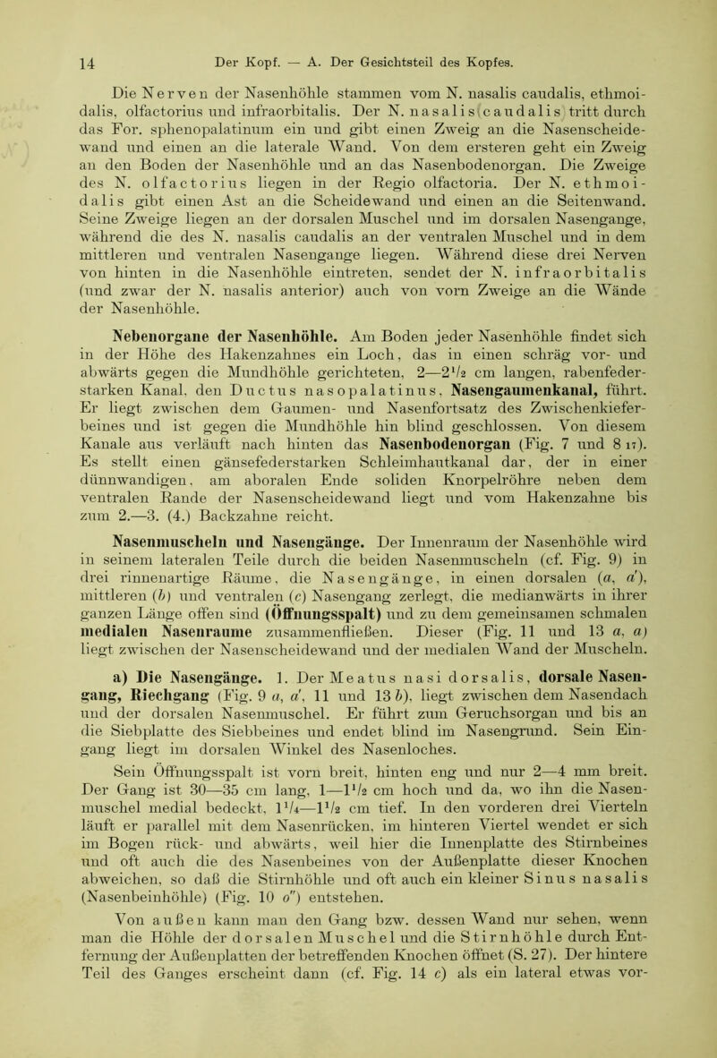 Die Nerven der Nasenhöhle stammen vom N. nasalis caudalis, ethmoi- dalis, olfactorius und infraorbitalis. Der N. nasalisicandalis tritt durch das For. sphenopalatinnm ein und gibt einen Zweig an die Nasenscheide- wand und einen an die laterale Wand. Von dem ersteren geht ein Zweig an den Boden der Nasenhöhle und an das Nasenbodenorgan. Die Zweige des N. olfactorius liegen in der Regio olfactoria. Der N. ethmoi- dalis gibt einen Ast an die Scheidewand und einen an die Seitenwand. Seine Zweige liegen an der dorsalen Muschel und im dorsalen Nasengange, während die des N. nasalis caitdalis an der ventralen Muschel und in dem mittleren und ventralen Nasengange liegen. Während diese drei Nerven von hinten in die Nasenhöhle eintreten, sendet der N. infraorbitalis (und zwar der N. nasalis anterior) auch von vorn Zweige an die Wände der Nasenhöhle. Nebenorgane der Nasenhöhle. Am Boden jeder Nasenhöhle findet sich in der Höhe des Hakenzahnes ein Loch, das in einen schräg vor- und abwärts gegen die Mundhöhle gerichteten, 2—2V2 cm langen, rabenfeder- starken Kanal, den Ductus nasopalatinus, Nasengaumenkanal, führt. Er liegt zwischen dem G-airmen- und Nasenfortsatz des Zwischenkiefer- beines und ist gegen die Mundhöhle hin blind geschlossen. Von diesem Kanäle aus verläirft nach hinten das Nasenbodenorgan (Fig. 7 und 8 17). Es stellt einen gänsefederstarken Schleimhautkanal dar, der in einer dünnwandigen, am aboralen Ende soliden Knorpelröhre neben dem ventralen Rande der Nasenscheidewand liegt und vom Hakenzahne bis zum 2.—3. (4.) Backzahne reicht. Nasenmusclieln und Nasengänge. Der Innenraum der Nasenhöhle wird in seinem lateralen Teile durch die beiden Nasemnuscheln (cf. Fig. 9) in drei rinnenartige Räume, die Nasengänge, in einen dorsalen (a, d), mittleren {!>) und ventralen (c) Nasengang zerlegt, die medianwärts in ihrer ganzen Länge offen sind (Öffimngsspalt) und zu dem gemeinsamen schmalen medialen Naseiiraume zusammenfiießen. Dieser (Fig. 11 und 13 a, a) liegt zwischen der Naseuscheidewand und der medialen Wand der Muscheln. a) Die Nasengänge. 1. Der Meatus nasi dorsalis, dorsale Nasen- gang, Riechgang (Fig. 9 a, d, 11 und 13 (>), liegt zwischen dem Nasendach und der dorsalen Nasermnrschel. Er führt zum Geruchsorgan und bis an die Siebplatte des Siebbeines und endet blind im Nasengrund. Sein Ein- gang liegt im dorsalen Winkel des Nasenloches. Sein Öffnungsspalt ist vorn breit, hinten eng und nur 2—4 mm breit. Der Gang ist 30—35 cm lang, 1—IV2 cm hoch und da, wo ihn die Nasen- muschel medial bedeckt, H/4—IV2 cm tief. In den vorderen drei Vierteln läuft er parallel mit dem Nasenrücken, im hinteren Viertel wendet er sich im Bogen rück- und abwärts, weil hier die Innenplatte des Stirnbeines und oft auch die des Nasenbeines von der Außenplatte dieser Knochen abweichen, so daß die Stirnhöhle und oft auch ein kleiner Sinn s na sali s (Nasenbeinhöhle) (Fig. 10 0) entstehen. Von außen kann man den Gang bzw. dessen Wand nur sehen, wenn man die Hölde der dorsalenMuschel und die Stirnhöhle durch Ent- fernung der Außenplatten der betreffenden Knochen öffnet (S. 27). Der hintere Teil des Ganges erscheint dann (cf. Fig. 14 c) als ein lateral etwas vor-