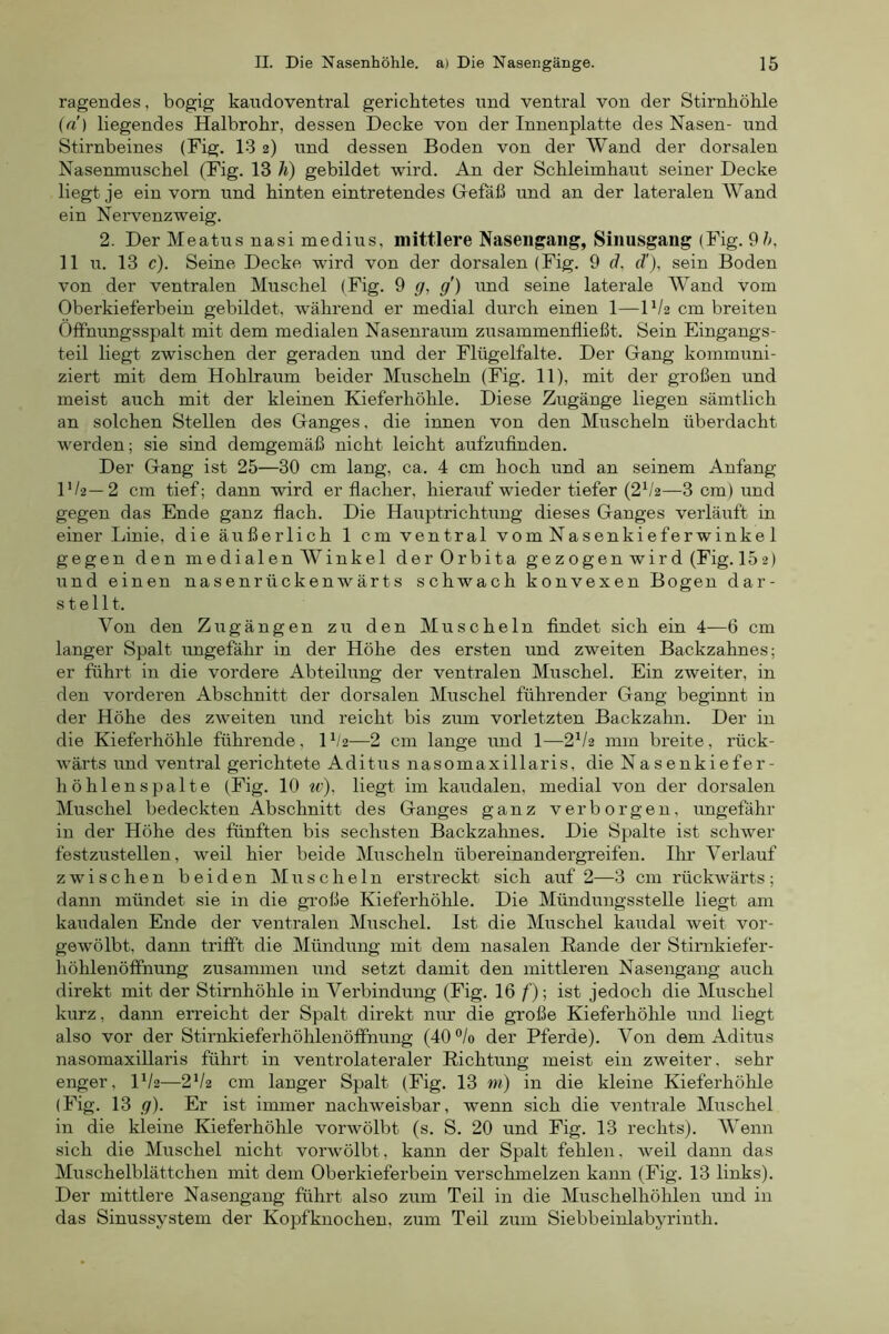 ragendes, bogig kaudoventral gerichtetes und ventral von der Stirnhöhle (d) liegendes Halbrohr, dessen Decke von der Innenplatte des Nasen- und Stirnbeines (Fig. 13 2) und dessen Boden von der Wand der dorsalen Nasenmuschel (Fig. 13 Ä) gebildet wird. An der Schleimhaut seiner Decke liegt je ein vorn und hinten eintretendes Gefäß und an der lateralen Wand ein Nervenzweig. 2. Der Meatus nasi medius, mittlere Nasengang, Sinusgang (Fig. 9/^ 11 u. 13 c). Seine Decke wird von der dorsalen (Fig. 9 d, d'), sein Boden von der ventralen Muschel (Fig. 9 g, g') und seine laterale Wand vom Oberkieferbein gebildet, während er medial durch einen 1—IV2 cm breiten Öffnungsspalt mit dem medialen Nasenraum zusammenfließt. Sein Eingangs- teil liegt zwischen der geraden und der Flügelfalte. Der Gang kommuni- ziert mit dem Hohlraum beider Muscheln (Fig. 11), mit der großen und meist auch mit der kleinen Kieferhöhle. Diese Zugänge liegen sämtlich an solchen Stellen des Ganges, die innen von den Muscheln überdacht werden; sie sind demgemäß nicht leicht aufzufinden. Der Gang ist 25—30 cm lang, ca. 4 cm hoch und an seinem Anfang D/2—2 cm tief; dann wird er flacher, hierauf wieder tiefer (2V2—3 cm) und gegen das Ende ganz flach. Die Hauptrichtung dieses Ganges verläuft in einer Linie, die äußerlich 1 cm ventral vom Nasenkieferwinke 1 gegen den medialen Winkel der Orbita gezogen wird (Fig. 152) und einen nasenrückenwärts schwach konvexen Bogen dar- stellt. Von den Zugängen zu den Muscheln findet sich ein 4—6 cm langer Spalt imgefähr in der Höhe des ersten und zweiten Backzahnes; er führt in die vordere Abteilung der ventralen Muschel. Ein zweiter, in den vorderen Abschnitt der dorsalen Muschel führender Gang beginnt in der Höhe des zweiten und reicht bis zmn vorletzten Backzahn. Der in die Kieferhöhle führende, 1^2—2 cm lange und 1—2^/2 mm breite, rück- wärts und ventral gerichtete Aditus nasomaxillaris, die Nasenkiefer- höhlenspalte (Fig. 10 w), liegt im kaudalen, medial von der dorsalen Muschel bedeckten Abschnitt des Ganges ganz verborgen, ungefähr in der Höhe des fünften bis sechsten Backzahnes. Die Spalte ist schwer festzustellen, weil hier beide Muscheln Übereinandergreifen. Ilm Verlauf zwischen beiden Muscheln erstreckt sich auf 2—3 cm rückwärts; dann mündet sie in die große Kieferhöhle. Die Mündungsstelle liegt am kaudalen Ende der ventralen Muschel. Ist die Muschel kaudal weit vor- gewölbt, dann trifft die Mündung mit dem nasalen Rande der Stirnkiefer- höhlenöffnung zusammen und setzt damit den mittleren Nasengang auch direkt mit der Stirnhöhle in Verbindung (Fig. 16 f); ist jedoch die Muschel kurz, dann erreicht der Spalt direkt nur die große Kieferhöhle und liegt also vor der Stirnkieferhöhlenöffnung (40°/o der Pferde). Von dem Aditus nasomaxillaris führt in ventrolateraler Richtung meist ein zweiter, sehr enger, IV2—2V2 cm langer Spalt (Fig. 13 m) in die kleine Kieferhöhle (Fig. 13 g). Er ist immer nachweisbar, wenn sich die ventrale Muschel in die kleine Kieferhöhle vorwölbt (s. S. 20 und Fig. 13 rechts). Wenn sich die Muschel nicht vorwölbt, kann der Spalt fehlen, weil dann das Muschelblättchen mit dem Oberkieferbein versclunelzen kann (Fig. 13 links). Der mittlere Nasengang führt also zum Teil in die Muschelhöhlen und in das Sinussystem der Kopfknochen, zum Teil zum Siebbeinlabyrinth.