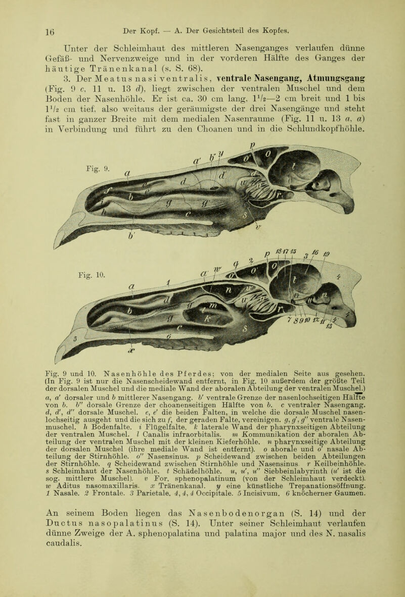 Unter der Sclileimhaiit des mittleren Nasenganges verlaufen dünne Gefäß- und Nervenzweige und in der vorderen Hälfte des Ganges der häutige Tränenkanal (s. S. 68). 3. Der Meatusnasiventralis, ventrale Nasengang, Atnmngsgang (Fig. 0 c, 11 u. 13 d), liegt zwischen der ventralen Muschel und dem Boden der Nasenhöhle. Er ist ca. 30 cm lang, IV2—2 cm breit und 1 bis U/2 cm tief, also weitaus der geräumigste der drei Nasengänge und steht fast in ganzer Breite mit dem medialen Nasenraume (Fig. 11 u. 13 a, a) in Verbindung und führt zu den Choanen und in die Sclilundkopfhöhle. Fig. 9 und 10. Nasenhöhle des Pferdes; von der medialen Seite aus gesehen. (In Fig. 9 ist nur die Nasenscheidewand entfernt, in Fig. 10 außerdem der größte Teil der dorsalen Muschel und die mediale Wand der aboralen Abteilung der ventralen Muschel.) a, a' dorsaler und b mittlerer Nasengang. V ventrale Grenze der nasenlochseitigen Hälfte von b. b dorsale Grenze der choanenseitigen Hälfte von b. c ventraler Nasengang, d, d\ d dorsale Muschel, e, e' die beiden Falten, in welche die dorsale Muschel nasen- lochseitig ausgeht und die sich zuder geraden Falte, vereinigen, jf, p” ventrale Nasen- muschel. h Bodenfalte, i Flügelfalte, k laterale Wand der phai-ynxseitigen Abteilung der ventralen Muschel, l Canalis infraorbitalis. m Kommunikation der aboralen Ab- teilung der ventralen Muschel mit der kleinen Kieferhöhle, n pharynxseitige Abteilung der dorsalen Muschel (ihre mediale Wand ist entfernt). 0 aborale und 0' nasale Ab- teilung der Stirnhöhle. 0” Nasensinus, p Scheidewand zwischen beiden Abteilungen der Stirnhöhle, q Scheidewand zwischen Stirnhöhle und Nasensinus, r Keilbeinhöhle, s Schleimhaut der Nasenhöhle, t Schädelhöhle, m, u', u Siebbeinlabyrinth {u' ist die sog. mittlere Muschel). v For. sphenopalatinum (von der Schleimhaut verdeckt). w Aditus nasomaxillaris. x Tränenkanal. y eine künstliche Trepanationsöffnung. 1 Nasale. 2 Frontale. 3 Parietale. 4, 4, 4 Occipitale. SIncisivum. C knöcherner Gaumen. An seinem Boden liegen das Nasenbodenorgan (S. 14) und der Ductus nasopalatinus (S. 14). Unter seiner Sckleimbaut verlaufen dünne Zweige der A. sphenopalatina und palatina major und des N. nasalis caudalis.