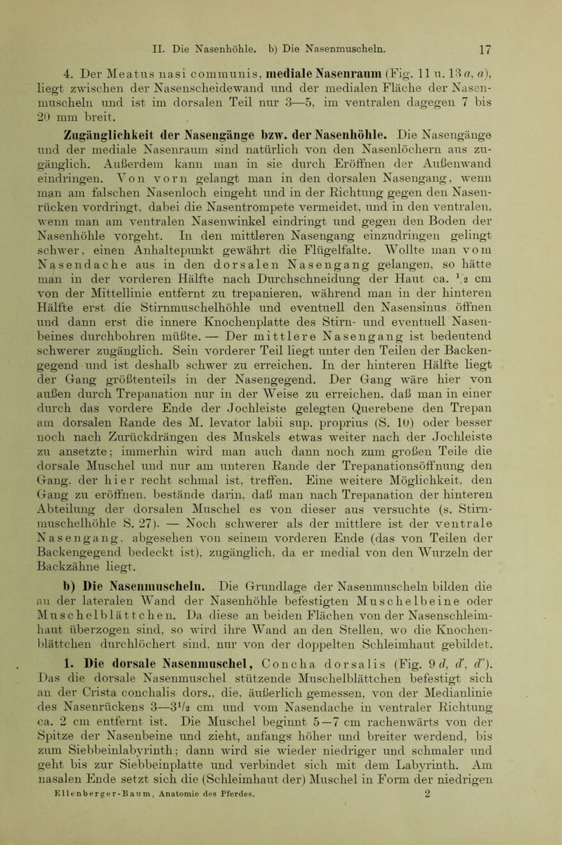 4. Der Meatus nasi communis, mediale Naseiiraum (Fig. 11 u. 13 a, a), liegt zwischen der Nasensclieidewand und der medialen Fläche der Nasen- muscheln und ist im dorsalen Teil nur 3—5, im ventralen dagegen 7 bis 21) mm breit. Zugänglichkeit der Naseiigänge bzw. der Nasenhöhle. Die Nasengäuge und der mediale Nasenraum sind natürlich von den Nasenlöchern aus zu- gänglich. Außerdem kann man in sie durch Eröffnen der Außenwand eindringen. Von vorn gelangt man in den dorsalen Nasengang, wenn man am falschen Nasenloch eingeht und in der Eichtung gegen den Nasen- rücken vordringt, dabei die Nasentrompete vermeidet, und in den ventralen, wenn man am ventralen Nasenwinkel eindringt und gegen den Boden der Nasenhöhle vorgeht. In den mittleren Nasengang einzudringen gelingt schwer, einen Anhaltepunkt gewährt die Flügelfalte. Wollte man vom Nasen dache aus in den dorsalen Nasengang gelangen, so hätte man in der vorderen Hälfte nach Durchschneidung der Haut ca. ^,2 cm von der Mittellinie entfernt zu trepanieren, während man in der hinteren Hälfte erst die Stirnmuschelhöhle und eventuell den Nasensinus öffnen und dann erst die imiere Knochenplatte des Stirn- und eventuell Nasen- beines durchbohren müßte.— Der mittlere Nasen gang ist bedeutend schwerer zugänglich. Sein vorderer Teil liegt unter den Teilen der Backen- gegend und ist deshalb schwer zu erreichen. In der hinteren Hälfte liegt der Gang größtenteils in der Nasengegend. Der Gang wäre hier von außen durch Trepanation nur in der Weise zu erreichen, daß man in einer durch das vordere Ende der Jochleiste gelegten Querebene den Trepan am dorsalen Eande des M. levator labii sup. proprius (S. lU) oder besser noch nach Zurückdrängen des Muskels etwas weiter nach der Jochleiste zu ansetzte; immerhin wird man auch dann noch zum großen Teile die dorsale Muschel und nur am unteren Eande der Trepanationsöffnung den Gang, der hier recht schmal ist, treffen. Eine weitere Möglichkeit, den Gang zu eröffnen, bestände darin, daß man nach Trepanation der hinteren Abteilung der dorsalen Muschel es von dieser aus versuchte (s. Stim- muschelhöhle S. 27). — Noch schwerer als der mittlere ist der ventrale N a s e n g a n g. abgesehen von seinem vorderen Ende (das von Teilen der Backengegend bedeckt ist), zugänglich, da er medial von den Wurzeln der Backzähne liegt. b) Die Naseiiiuiischelii. Die Grundlage der Nasenmuscheln bilden die au der lateralen Wand der Nasenhöhle befestigten Muschelbeine oder Muschelblättchen. Da diese an beiden Flächen von der Nasenschleim- haut überzogen sind, so wird ihre AVand an den Stellen, wo die Knochen- blättchen durchlöchert sind, nur von der dopiDelten Schleimhaut gebildet. 1. Die dorsale Naseimiuschel, Concha dorsalis (Fig. 9 d, cT, cT). Das die dorsale Nasenmuschel stützende Muschelblättchen befestigt sich an der Crista conchalis dors., die, äußerlich gemessen, von der Medianlinie des Nasenrückens 3—3V2 cm und vom Nasendache in ventraler Eichtung ca. 2 cm entfernt ist. Die Muschel beginnt 5 — 7 cm rachenwärts von der Spitze der Nasenbeine und zieht, anfangs höher und breiter werdend, bis zum Siebbeinlabyrinth; dann wird sie wieder niedriger und schmaler und geht bis zur Siebbeinplatte und verbindet sich mit dein Labyrinth. Am nasalen Ende setzt sich die (Schleimhaut der) Muschel in Form der niedrigen Ellenberger-Baiim, Anatomie des Pferdes. 2