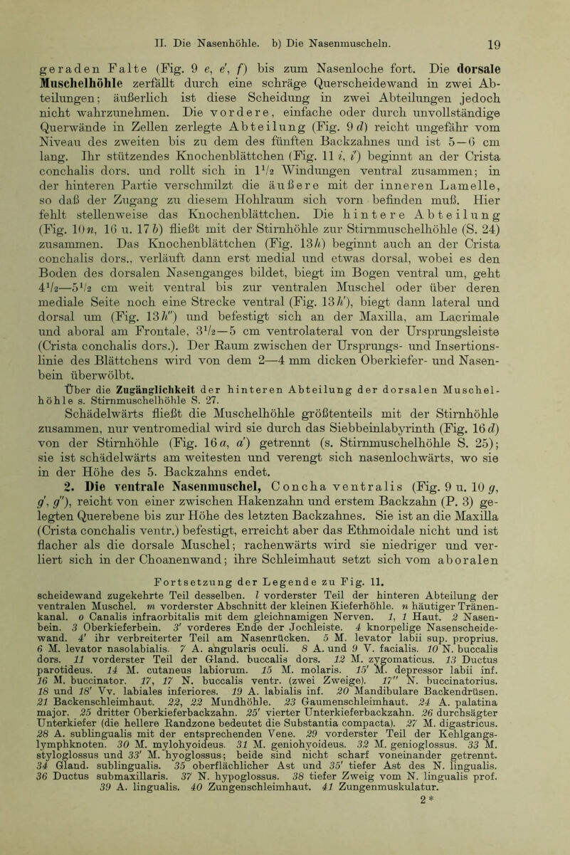 geraden Falte (Fig. 9 e, e', f) bis zum Nasenloche fort. Die dorsale Muschelhöhle zerfällt durch eine schräge Querscheidewand in zwei Ab- teilungen; äußerlich ist diese Scheidung in zwei Abteilungen jedoch nicht wahrzunehmen. Die vordere, einfache oder durch unvollständige Querwände in Zellen zerlegte Abteilung (Fig. 9 d) reicht ungefähr vom Niveau des zweiten bis zu dem des fünften Backzahnes und ist 5 —G cm lang. Ihr stützendes Knochenblättchen (Fig. 11 i') beginnt an der Crista conchalis dors. und rollt sich in D/2 Windungen ventral zusammen; in der hinteren Partie verschmilzt die äußere mit der inneren Lamelle, so daß der Zugang zu diesem Hohlraum sich vorn befinden muß. Hier fehlt stellenweise das Knochenblättchen. Die hintere Abteilung (Fig. 10 w, 16 u. 17 V) fließt mit der Stirnhöhle zur Stimmuschelhöhle (S. 24) zusammen. Das Knochenblättchen (Fig. 13/<) beginnt auch an der Crista conchalis dors., verläuft dann erst medial und etwas dorsal, wobei es den Boden des dorsalen Nasenganges bildet, biegt im Bogen ventral um, geht 4V2—5*/2 cm weit ventral bis zur ventralen Muschel oder über deren mediale Seite noch eine Strecke ventral (Fig. 13 A'), biegt dann lateral und dorsal um (Fig. 13A'') imd befestigt sich an der Maxilla, am Lacrimale und aboral am Frontale, 3^/2—5 cm ventrolateral von der Ursprungsleiste (Crista conchalis dors.). Der Raum zwischen der Ursprungs- und Insertions- linie des Blättchens wird von dem 2—4 mm dicken Oberkiefer- und Nasen- bein überwölbt. Über die Zugänglichkeit der hinteren Abteilung der dorsalen Muschel- höhle s. Stirnmuschelhöhle S. 27. Schädelwärts fließt die Muschelhöhle größtenteils mit der Stirnhöhle zusammen, nur ventromedial wird sie durch das Siebbeinlabyrinth (Fig. 16 d) von der Stirnhöhle (Fig. 16 a, d) getrennt (s. Stirnmuschelhöhle S. 25); sie ist schädelwärts am weitesten und verengt sich nasenlochwärts, wo sie in der Höhe des 5. Backzahns endet. 2. Die ventrale Nasenmuschel, C oncha ventralis (Fig. 9 u. 10 g\ g), reicht von einer zwischen Hakenzahn und erstem Backzahn (P. 3) ge- legten Querebene bis zur Höhe des letzten Backzahnes. Sie ist an die Maxilla (Crista conchalis ventr.) befestigt, erreicht aber das Ethmoidale nicht imd ist flacher als die dorsale Muschel; rachenwärts wird sie niedriger und ver- liert sich in der Choanenwand; ihre Schleimhaut setzt sich vom aboralen Fortsetzung der Legende zu Fig. 11. Scheidewand zugekehrte Teil desselben, l vorderster Teil der hinteren Abteilung der ventralen Muschel, m vorderster Abschnitt der kleinen Kieferhöhle, n häutiger Tränen- kanal. 0 Canalis infraorbitalis mit dem gleichnamigen Nerven. 1, 1 Haut. 2 Nasen- bein. 3 Oberkieferbein. 3' vorderes Ende der Jochleiste. 4 knorpelige Nasenscheide- wand. 4' ihr verbreiterter Teil am Nasenrücken, o M. levator labii sup. proprius. 6 M. levator nasolabialis. 7 A. angularis oculi. 8 A. und 9 V. facialis. 10 N. buccalis dors. 11 vorderster Teil der Gland. buccalis dors. 12 M. zygomaticus. 13 Ductus parotideus. 14 M. cutaneus labiorum. 15 M. molaris. 15' M. depressor labii inf. 16 M. buccinator. 17, 17 N. buccalis ventr. (zwei Zweige). 17 N. buccinatorius. 18 und 18' Vv. labiales inferiores. 19 A. labialis inf. 20 Mandibulare Backendrüsen. 21 Backenschleimhaut. 22, 22 Mundhöhle. 23 Gaumenschleimhaut. 24 A. palatina major. 25 dritter Oberkieferbackzahn. 25' vierter Unterkieferbackzahn. 26 durchsägter Unterkiefer (die hellere Eandzone bedeutet die Substantia compacta). 27 M. digastricus. 28 A. sublingualis mit der entsprechenden Vene. 29 vorderster Teil der Kehlgangs- lymphknoten. 30 M. mylohyoideus. 31 M. geniohyoideus. 32 M. genioglossus. 33 M. styloglossus und 33' M. hyoglossus; beide sind nicht scharf voneinander getrennt. 34 Gland. sublingualis. 35 oberflächlicher Ast und 35' tiefer Ast des N. lingualis. 36 Ductus submaxillaris. 37 N. hypoglossus. 38 tiefer Zweig vom N. lingualis prof. 39 A. lingualis. 40 Zungenschleimhaut. 41 Zungenmuskulatur. 2*