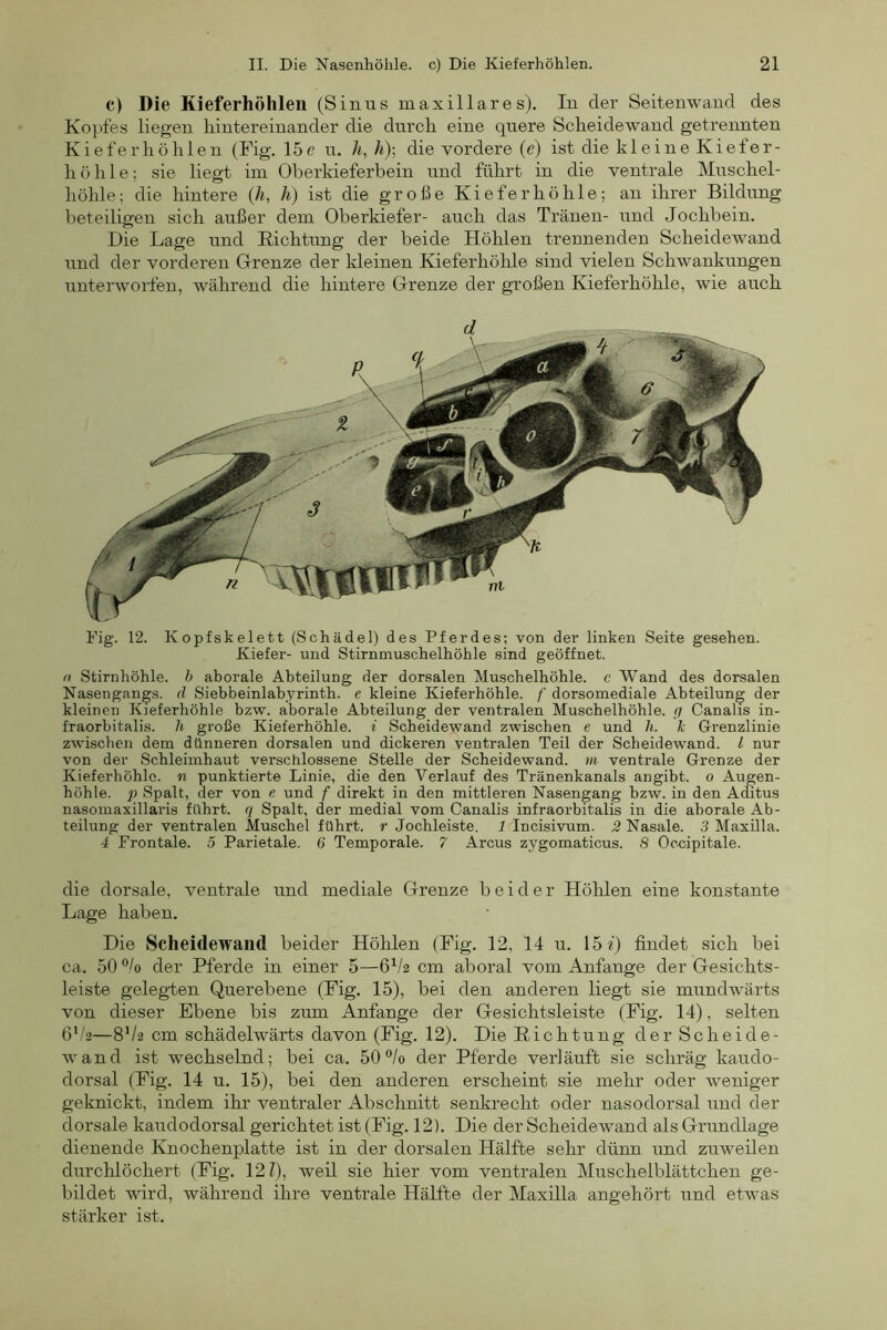 c) Die Kieferhöhlen (Sinus m axillar es). In der Seitenwand des Ko})fes liegen liintereinander die durch eine quere Scheidewand getrennten Kieferhöhlen (Fig. 15e n. h, /i); die vordere (e) ist die kleine Kiefer- höhle; sie liegt im Oberkieferbein und führt in die ventrale Mnschel- höhle; die hintere (h, Ji) ist die große Kieferhöhle; an ihrer Bildung beteiligen sich außer dem Oberkiefer- auch das Tränen- und Jochbein. Die Lage und Dichtung der beide Hölilen trennenden Scheidewand lind der vorderen Orenze der kleinen Kieferhöhle sind vielen Schwankungen unterworfen, während die hintere Orenze der großen Kieferhöhle, wie auch Fig. 12. Kopfskelett (Schädel) des Pferdes; von der linken Seite gesehen. Kiefer- und Stirnmuschelhöhle sind geöffnet. a Stirnhöhle, h aborale Abteilung der dorsalen Muschelhöhle, c Wand des dorsalen Nasengangs, d Siebbeinlahyrinth. e kleine Kieferhöhle. /' dorsomediale Abteilung der kleinen Kieferhöhle bzw. aborale Abteilung der ventralen Muschelhöhle. ;i Canalis in- fraorbitalis. h große Kieferhöhle, i Scheidewand zwischen e und h. k Grenzlinie zwischen dem dünneren dorsalen und dickeren ventralen Teil der Scheidewand. L nur von der Schleimhaut verschlossene Stelle der Scheidewand, m ventrale Grenze der Kieferhöhle, n punktierte Linie, die den Verlauf des Tränenkanals angibt, o Augen- höhle. p Spalt, der von e und f direkt in den mittleren Nasengang bzw. in den Aditus nasoniaxillaris führt, q Spalt, der medial vom Canalis infraorbitalis in die aborale Ab- teilung der ventralen Muschel führt, r Jochleiste. 1 Incisivum. 2 Nasale. 3 Maxilla. 4 Frontale. 5 Parietale. 6 Temporale. 7 Arcus zygomaticus. 8 Occipitale. die dorsale, ventrale und mediale Grenze beider Höhlen eine konstante Lage haben. Die Scheidewand beider Höhlen (Fig. 12, 14 u. \hi) findet sich bei ca, 50 % der Pferde in einer 5—6^/2 cm aboral vom Anfänge der Gesichts- leiste gelegten Querebene (Fig. 15), bei den anderen liegt sie mundwärts von dieser Ebene bis zum Anfänge der Gesichtsleiste (Fig. 14), selten 6V2—8V2 cm schädelwärts davon (Fig. 12). Die Dichtung der Scheide- wand ist wechselnd; bei ca. 50 °/o der Pferde verläuft sie schräg kaudo- dorsal (Fig. 14 u. 15), bei den anderen erscheint sie mehr oder weniger geknickt, indem ihr ventraler Abschnitt senla’echt oder nasodorsal und der dorsale kaudodorsal gerichtet ist (Fig. 12). Die der Scheidewand als Grundlage dienende Knochenplatte ist in der dorsalen Hälfte sehr dünn und zuweilen durchlöchert (Fig. 12?), weil sie hier vom ventralen Muschelblättchen ge- bildet wird, während ihre ventrale Hälfte der Maxilla angehört und etwas stärker ist.