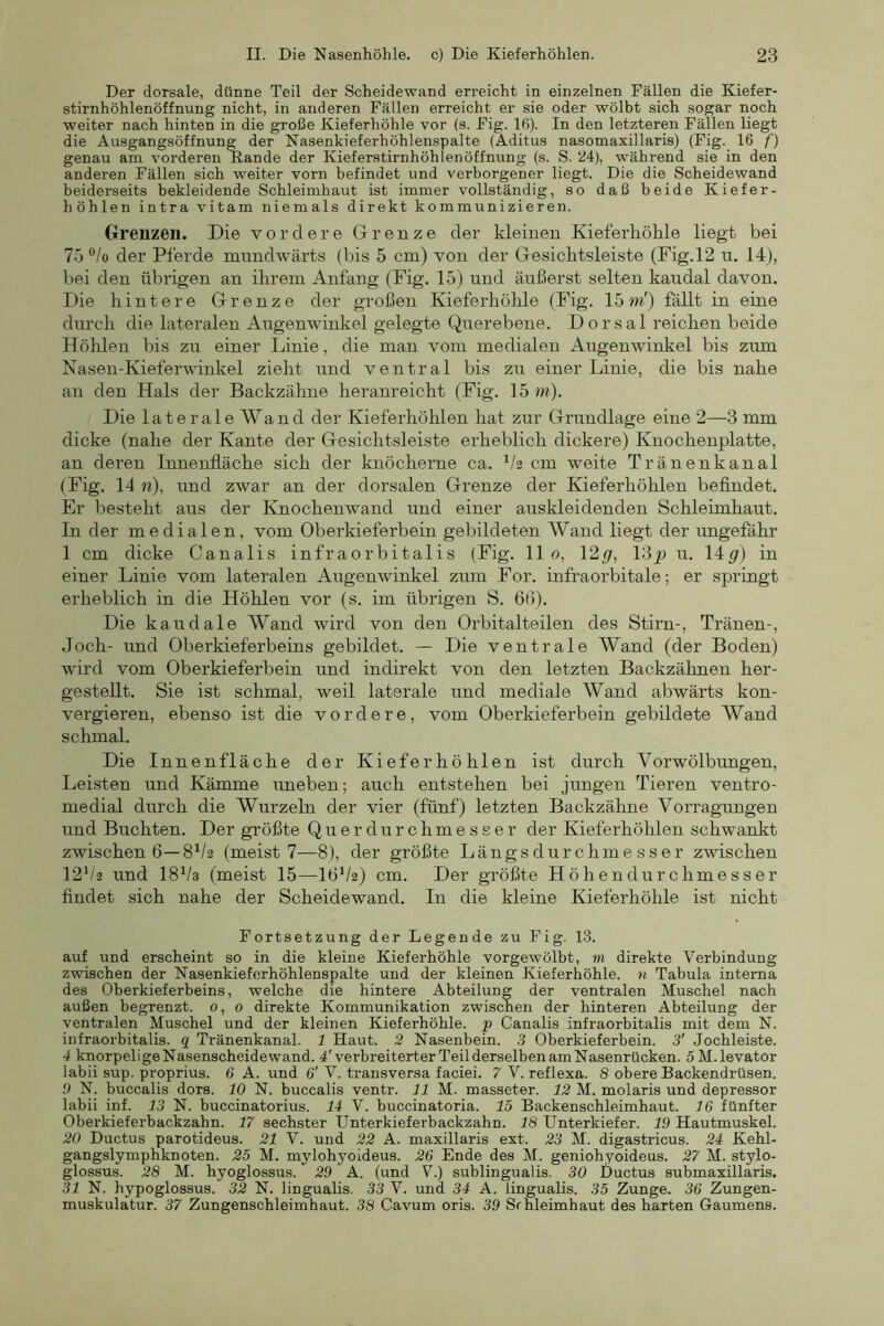 Der dorsale, dünne Teil der Scheidewand erreicht in einzelnen Fällen die Kiefer- stirnhöhlenöffnung nicht, in anderen Fällen erreicht er sie oder wölbt sich sogar noch weiter nach hinten in die große Kieferhöhle vor (s. Fig. 16). In den letzteren Fällen liegt die Ausgangsöffnung der Nasenkieferhöhlenspalte (Aditus nasomaxillaris) (Fig. 16 f) genau am vorderen Rande der Kieferstirnhöhlenöffnung (s. S. 24), während sie in den anderen Fällen sich weiter vorn befindet und verborgener liegt. Die die Scheidewand beiderseits bekleidende Schleimhaut ist immer vollständig, so daß beide Kiefer- höhlen intra vitam niemals direkt kommunizieren. Grenzen. Die vordere Grenze der kleinen Kieferhöhle liegt bei 75 ®/o der Pferde mnndwärts (bis 5 cm) von der Gesichtsleiste (Fig.l2 u. 14), bei den übrigen an ihrem Anfang (Fig. 15) und äußerst selten kairdal davon. Die hintere Grenze der großen Kieferhölile (Fig. 15«/) fällt in eine durch die lateralen Augenwinkel gelegte Querebene. Dorsal reichen beide Höhlen bis zu einer Linie, die man vom medialen Augenwinkel bis zum Nasen-Kieferwinkel zieht und ventral bis zu einer Linie, die bis nahe an den Hals der Backzähne heranreicht (Fig. 15 m). Die laterale Wand der Kieferhöhlen hat zur Grundlage eine 2—3 mm dicke (nahe der Kante der Gesichtsleiste erheblich dickere) Knochenplatte, an deren Innenfläche sich der knöcherne ca. b's cm weite Tränenkanal (Fig. 14 «), und zwar an der dorsalen Grenze der Kieferhöhlen befindet. Er besteht aus der Knochenwand und einer airskleidenden Schleimhaut. In der medialen, vom Oberkieferbein gebildeten AVand liegt der ungefähr 1 cm dicke Canalis infraorbitalis (Fig. 11 o, 12/7, 13p u. 14/7) in einer Linie vom lateralen Augenwinkel zum For. infraorbitale; er springt erheblich in die Höhlen vor (s. im übrigen S. 60). Die kaudale Wand wird von den Orbitalteilen des Stirn-, Tränen-, Joch- und Oberkieferbeins gebildet. — Die ventrale AVand (der Boden) wird vom Oberkieferbein und indirekt von den letzten Backzähnen her- gestellt. Sie ist schmal, weil laterale und mediale AVand abwärts kon- vergieren, ebenso ist die vordere, vom Oberkieferbein gebildete AVand schmal. Die Innenfläche der Kieferhöhlen ist durch Vorwölbungen, Leisten und Kämme uneben; auch entstehen bei jungen Tieren ventro- medial durch die Wurzeln der vier (fünf) letzten Backzähne Vorragungen und Buchten. Der größte Querdurchmesser der Kieferhöhlen schwankt zwischen 6—-8^2 (meist 7—8), der größte Längs dur chme s s er zwischen I2V2 und I8V3 (meist 15—lßV2) cm. Der größte Höhendurchmesser findet sich nahe der Scheidewand. In die kleine Kieferhöhle ist nicht Fortsetzung der Legende zu Fig. 13. auf und erscheint so in die kleine Kieferhölile vorgewölbt, m direkte Verbindung zwischen der Nasenkiefcrhöhlenspalte und der kleinen Kieferhöhle, n Tabula interna des Oberkieferbeins, welche die hintere Abteilung der ventralen Muschel nach außen begrenzt. 0, 0 direkte Kommunikation zwischen der hinteren Abteilung der ventralen Muschel und der kleinen Kieferhöhle, p Canalis infraorbitalis mit dem N. infraorbitalis. q Tränenkanal. 1 Haut. 2 Nasenbein. 3 Oberkieferbein. 3' Jochleiste. 4 knorpelige Nasenscheidewand. 4'verbreiterter Teil derselben am Nasenrücken. SM.levator labii sup. proprius. 6 A. und 6' V. transversa faciei. 7 V. reflexa. 8 obere Backendrüsen. 9 N. buccalis dors. 10 N. buccalis ventr. 11 M. masseter. 12 M. molaris und depressor labii inf. 13 N. buccinatorius. 14 V. buccinatoria. 15 Backenschleimhaut. 16 fünfter Oberkieferbackzahn. 17 sechster Unterkieferhackzahn. 18 Unterkiefer. 19 Hautmuskel. 20 Ductus parotideus. 21 V. und 22 A. maxillaris ext. 23 M. digastricus. 24 Kehl- gangslymphknoten. 25 M. mylohyoideus. 26 Ende des M. geniohyoideus. 27 M. stylo- glossus. 28 M. hyoglossus. 29 A. (und V.) sublingualis. 30 Ductus submaxillaris. 31 N. hypoglossus. 32 N. lingualis. 33 V. und 34 A. lingualis. 35 Zunge. 36 Zungen- muskulatur. 37 Zungenschleimhaut. 38 Cavum oris. 39 Srhleimhaut des harten Gaumens.