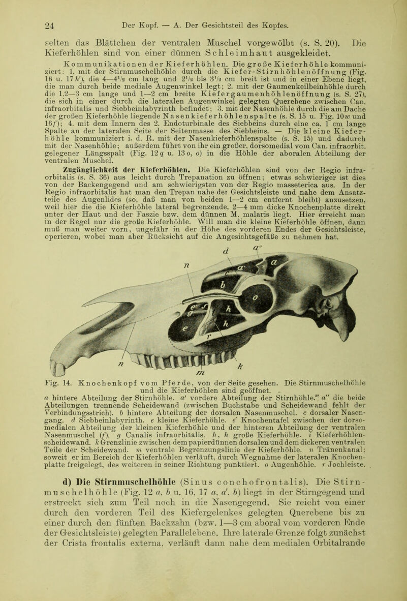 selten das Blättchen der ventralen Muschel vorgewölbt (s. S. 20). Die Kieferhöhlen sind von einer dünnen Schleimhaut ausgekleidet. Kommunikationen der Kieferhöhlen. Die große Kiefer höhle kommuni- ziert: 1. mit der Stirnmuschelhöhle durch die Kiefer-Stirnhöhlenöffnung (Fig. 16 u. 17/i'j, die 4—4'/z cm lang und 2'/2 bis 8V2 cm breit ist und in einer Ebene liegt, die man durch beide mediale Augenwinkel legt; 2. mit der Gaumenkeübeinhöhle durch die 1.2—3 cm lange und 1—2 cm breite Kiefergaumenhöhlenöffnung (s. S. 27), die sich in einer durch die lateralen Augenwinkel gelegten Querebene zwischen Can. infraorbitalis und Siebbeinlabyrinth befindet; 3. mit der Nasenhöhle durch die am Dache der großen Kieferhöhle liegende Nasenkieferhöhlenspalte (s. S. 15 u. Fig. 10?ü und Iß/); 4. mit dem Innern des 2. Endoturbinale des Siebbeins durch eine ca. 1 cm lange Spalte an der lateralen Seite der Seitenmasse des Siebbeins. — Die kleine Kiefer- höhle kommuniziert i. d. ß. mit der Nasenkieferhöhlenspalte (s. S. 15) und dadvirch mit der Nasenhöhle; außerdem führt von ihr ein großer, dorsomedial vom Can. infraorbit. gelegener Längsspalt (Fig. 12 q u. 13 0, 0) in die Höhle der aboralen Abteilung der ventralen Muschel. Zugänglichkeit der Kieferhölileii. Die Kieferhöhlen sind von der Eegio infra- orbitalis (s. S. 36) aus leicht durch Trepanation zu öffnen; etwas schwieriger ist dies von der Backengegend und am schwierigsten von der Eegio masseterica aus. In der Eegio infraorbitalis hat man den Trepan nahe dei Gesichtsleiste und nahe dem Ansatz- teile des Augenlides (so, daß man von beiden 1—2 cm entfernt bleibt) anzusetzen, weil hier die die Kieferhöhle lateral begrenzende, 2—4 mm dicke Knochenplatte direkt unter der Haut und der Faszie bzw. dem dünnen M. malaris liegt. Hier erreicht man in der Eegel nur die große Kieferhöhle. Will man die kleine Kieferhöhle öffnen, dann muß man weiter vorn, ungefähr in der Höhe des vorderen Endes der Gesichtsleiste, operieren, wobei man aber Eücksicht auf die Angesichtsgefäße zu nehmen hat. Fig. 14. Knochenkopf vom Pferde, von der Seite gesehen. Die Stirnmuschelhöhle und die Kieferhöhlen sind geöffnet. . a hintere Abteilung der Stirnhöhle, a' vordere Abteilung der Stirnhöhle.' a” die beide Abteilungen trennende Scheidewand (zwischen Buchstabe und Scheidewand fehlt der V^erbindungsstrich). b hintere Abteilung der dorsalen Nasenmuschel, c dorsaler Nasen- gang. d Siebbeinlabyrinth. e kleine Kieferhöhle, e' Knochentafel zwischen der dorso- medialen Abteilung der kleinen Kieferhöhle und der hinteren Abteilung der ventralen Nasenmuschel (f). r/ Canalis infraorbitalis. h, li große Kieferhöhle, i Kieferhöhlen- scheidewand. Grenzlinie zwischen dem papierdünnen dorsalen und dem dickeren ventralen Teile der Scheidewand, m ventrale Begrenzungslinie der Kieferhöhle, n Tränenkanal; soweit er im Bereich der Kieferhöhlen verläuft, durch Wegnahme der lateralen Knochen- platte freigelegt, des weiteren in seiner Eichtung punktiert. 0 Augenhöhle, r Jochleiste. (1) Die Stirnmuschelhöhle (Sinus concliofrontalis). DieStirn- niuschelhölile (Fig. 12 ry, h n. 16, 17 a, a\ h) liegt in der Stirngegend und erstreckt sich zum Teil noch in die Nasengegend. Sie reicht von einer durch den vorderen Teil des Kiefergelenkes gelegten Qnerebene bis zu einer drirch den fünften Backzahn (bzw. 1—3 cm aboral vom vorderen Ende der G-esichtsleiste) gelegten Parallelebene. Ihre laterale Grenze folgt zunächst der Crista frontalis externa, verläuft dann nahe dem medialen Orbitalrande