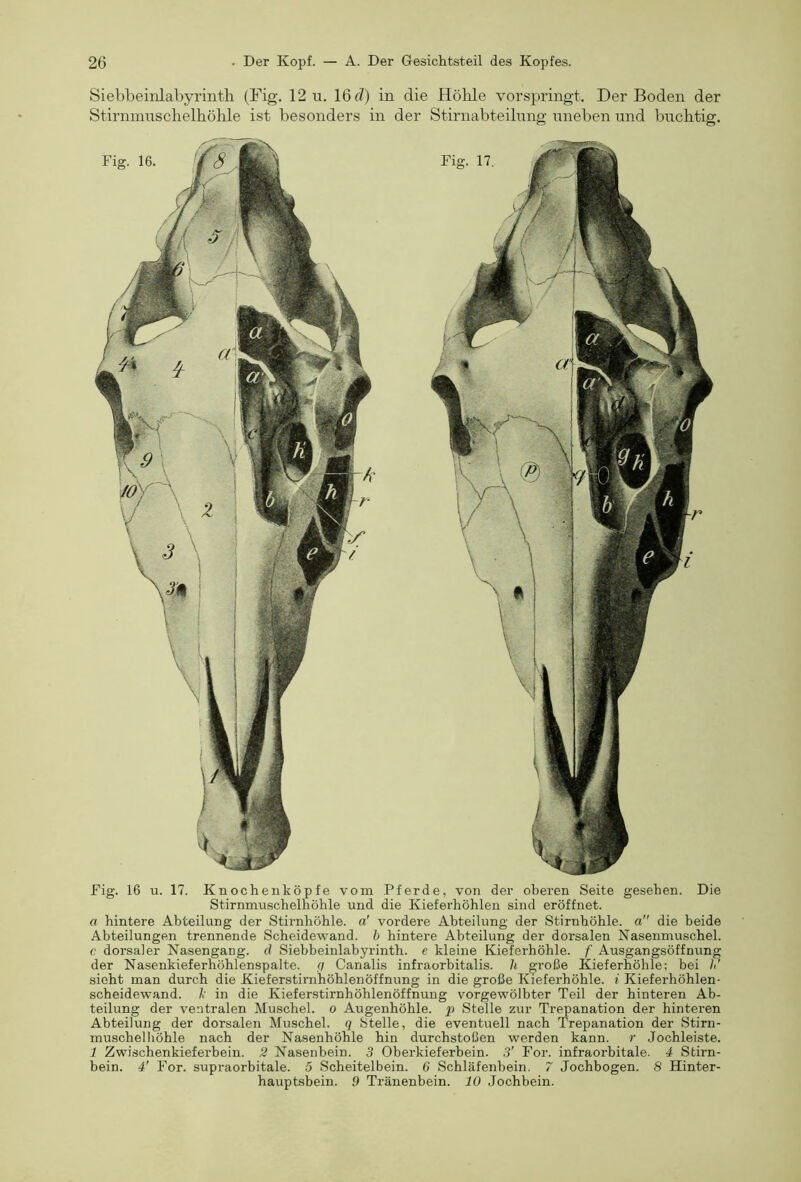 Siebbeinlabyrinth (Fig. 12 u. 16(7) in die Hölile vorspringt. Der Boden der Stirnmnsclielhölile ist besonders in der Stirnabteilung uneben und buchtig. Dig. 16 u. 17. Knochenköpfe vom Pferde, von der oberen Seite gesehen. Die Stirnmuschelhöhle und die Kieferhöhlen sind eröffnet. a hintere Abteilung der Stirnhöhle, a' vordere Abteilung der Stirnhöhle, a die beide Abteilungen trennende Scheidewand, b hintere Abteilung der dorsalen Nasenmuschel. c dorsaler Nasengang, d Siebbeinlabyrinth. e kleine Kieferhöhle, f Ausgangsöffnung der Nasenkieferhöhlenspalte. (/ Canalis infraorbitalis. li große Kieferhöhle; bei // sieht man durch die Kieferstirnhöhlenöffnung in die große Kieferhöhle, i Kieferhöhlen- scheidewand. b in die Kieferstirnhöhlenöffnung vorgewölbter Teil der hinteren Ab- teilung der ventralen Muschel, o Augenhöhle, p Stelle zur Trepanation der hinteren Abteilung der dorsalen Muschel, q Stelle, die eventuell nach Trepanation der Stirn- muschelhöhle nach der Nasenhöhle hin durchstoßen werden kann, r Jochleiste. J Zwischenkieferbein. 2 Nasenbein. 3 Oberkieferbein. 3' For. infraorbitale. 4 Stirn- bein. 4' For. supraorbitale. 5 Scheitelbein. 6 Schläfenbein. 7 Jochbogen. 8 Hinter- hauptsbein. 9 Tränenbein. 10 Jochbein.