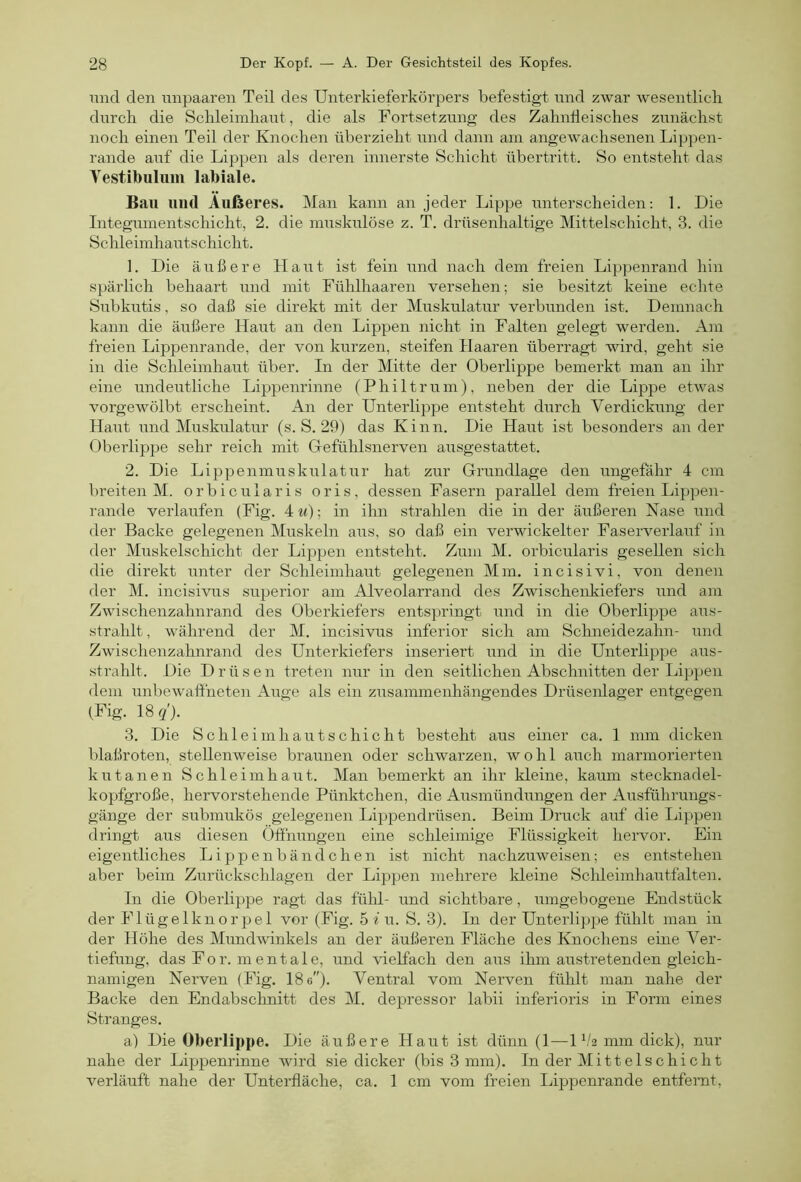 micl den impaaren Teil des Unterkieferkörpers befestigt und zwar wesentlich durch die Schleimhaut, die als Fortsetzung des Zahnheisches zunächst noch einen Teil der Knochen überzieht und dann am angewachsenen Lippen- rande auf die Lippen als deren innerste Schicht Übertritt. So entsteht das Vestibulum labiale. Bau imtl Außeres. Man kann an jeder Lippe unterscheiden: 1. Die Integumentschicht, 2. die muskulöse z. T. drüsenhaltige Mittelschicht, 3. die Schleimhautschicht. 1. Die äußere Haut ist fein und nach dem freien Lippenrand hin spärlich behaart und mit Fühlhaaren versehen; sie besitzt keine echte Subkutis, so daß sie direkt mit der Muskulatur verbunden ist. Demnach kann die äußere Haut an den Lippen nicht in Falten gelegt werden. Am freien Lippenrande, der von kurzen, steifen Haaren überragt, wird, geht sie in die Schleimhaut über. In der Mitte der Oberlippe bemerkt man an ihr eine undeutliche Lippenrinne (Philtrum), neben der die Lippe etwas vorgewölbt erscheint. An der Unterlippe entsteht durch Verdickung der Haut und Muskulatur (s. S. 29) das Kinn. Die Haut ist besonders aii der Oberlippe sehr reich mit Grefühlsnerven ausgestattet. 2. Die Lippeninuskulatur hat zur Grundlage den ungefähr 4 cm breiten M. orbicularis oris, dessen Fasern parallel dem freien Lippen- rande verlaufen (Fig. 4 ^^); in ihn strahlen die in der äußeren Nase und der Backe gelegenen Muskeln aus, so daß ein verwickelter Faserverlauf in der Muskelschicht der Lippen entsteht. Zum M. orbicularis gesellen sich die direkt unter der Schleimhaut gelegenen Mm. incisivi, von denen der M. incisivus superior am Alveolarrand des Zwischenkiefers und am Zwischenzahnrand des Oberkiefers entspringt und in die Oberlippe aus- strahlt , während der M. incisivus inferior sich am Schneidezahn- und Zwischenzahnrand des Unterkiefers inseriert und in die Unterlippe aus- strahlt. Die Drüsen treten nur in den seitlichen Abschnitten der Lippen dem unbewaftheten Auge als ein zusammenhängendes Drüsenlager entgegen (Fig. ISq). 3. Die Schleimhautschicht besteht aus einer ca. 1 mm dicken blaßroten, stellenweise braunen oder schwarzen, wohl aiich marmorierten kutanen Schleimhaut. Man bemerkt an ihr kleine, kaum stecknadel- kopfgroße, hervorstehende Pünktchen, die Ausmündungen der Ausführungs- gänge der submukös gelegenen Lippendrüsen. Beim Druck auf die Lippen dringt aus diesen Öffnungen eine schleimige Flüssigkeit hervor. Ein eigentliches Lippenbändchen ist nicht nachzuweisen; es entstehen aber beim Zurückschlagen der Lij^pen mehrere Ideine Schleimhautfalten. In die Oberlippe ragt das fühl- und sichtbare, umgebogene Endstück der Flügelknorpel vor (Fig. 5 i u. S. 3). In der Unterlippe fühlt man in der Höhe des Mundwinkels an der äußeren Fläche des Knochens eine Ver- tiefung, das For. mentale, und vielfach den aus ihm austretenden gleich- namigen Nerven (Fig. 18g). Ventral vom Nerven fühlt man nahe der Backe den Endabschnitt des M. depressor labii inferioris in Form eines Stranges. a) Die Oberlippe. Die äußere Haut ist dünn (1—Ifb mm dick), nur nahe der Lippenrinne wird sie dicker (bis 3 mm). In der Mittelschicht verläuft nahe der Unterfläche, ca. 1 cm vom freien Lippenrande entfernt.