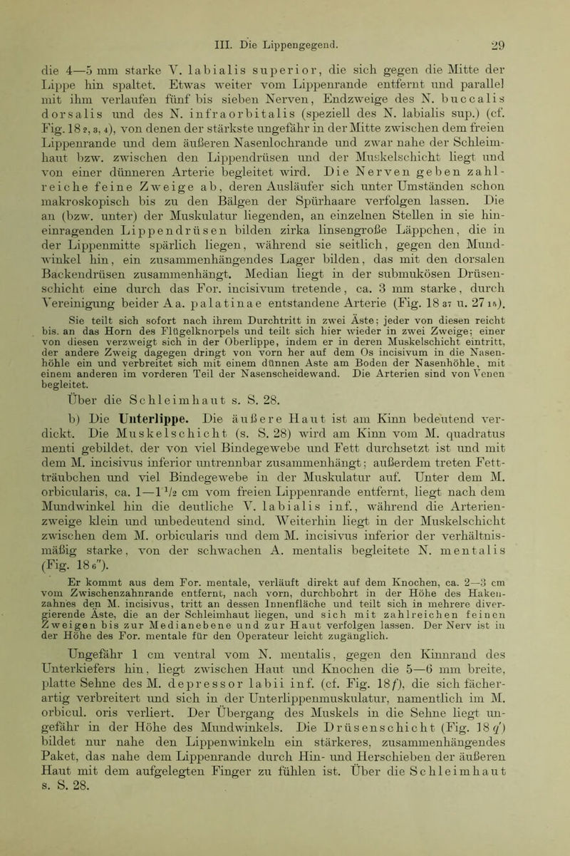 die 4—5 mm starke Y. labialis superior, die sich gegen die Mitte der Lippe hin spaltet. Etwas weiter vom Lippenrande entfernt und parallel mit ihm verlaufen fünf bis sieben Nerven, Endzweige des N. buccalis dorsalis und des N. infraorbitalis (speziell des N. labialis sup.) (cf. Eig. 18 2,3, 4), von denen der stärkste ungefähr in der Mitte zwischen dem freien läppenrande und dem äußeren Nasenlochrande und zwar nahe der Schleim- haut I1ZW. zwischen den Lippendrüsen und der Muskelschicht liegt und von einer dünneren Arterie begleitet wird. Die Nerven geben zahl- reiche feine Zweige ab, deren Ausläufer sich unter Umständen schon makroskopisch bis zu den Bälgen der Spürhaare verfolgen lassen. Die an (bzw. unter) der Muskulatur liegenden, an einzelnen Stellen in sie hin- einragenden Lippendrüsen bilden zirka linsengroße Läppchen, die in der Lippenmitte spärlich liegen, während sie seitlich, gegen den Mund- winkel hin, ein zusammenhängendes Lager bilden, das mit den dorsalen Backendrüsen zusammsnhängt. Median liegt in der submultösen Drüsen- schicht eine durch das For. incisivum tretende, ca. 3 mm starke, durch Vereinigung beider Aa. palatinae entstandene Arterie (Eig. 18 37 u. 27 15). Sie teilt sich sofort nach ihrem Durchtritt in zwei Äste; jeder von diesen reicht bis. an das Horn des Flügelknorpels und teilt sich hier wieder in zwei Zweige; einer von diesen verzweigt sich in der Oberlippe, indem er in deren Muskelschicht eintritt, der andere Zweig dagegen dringt von vorn her auf dem Os incisivum in die Nasen- höhle ein und verbreitet sich mit einem dünnen Aste am Boden der Nasenhöhle, mit einem anderen im vorderen Teil der Nasenscheidewand. Die Arterien sind von Venen begleitet. Über die Schleimhaut s. S. 28. b) Die Unterlippe. Die äußere Haut ist am Kimi bedeutend ver- dickt. Die Muskelschicht (s. S. 28) wird am Kinn vom M. qixadratus menti gebildet, der von viel Bindegewebe und Fett durchsetzt ist und mit dem M. incisivus inferior untrennbar zusammenhängt; außerdem treten Fett- träubchen und viel Bindegewebe in der Muskulatur auf. Unter dem M. orbicularis, ca. 1—1 cm vom freien Lippenrande entfernt, liegt nach dem Mundwinkel hin die deutliche Y. labialis inf., während die Arterien- zweige klein und imbedeutend sind. Weiterhin liegt in der Muskelschicht zwischen dem M. orbicularis und dem M. incisivus inferior der verhältnis- mäßig starke, von der schwachen A. mentalis begleitete N. mentalis (Eig. 18 6). Er kommt aus dem For. mentale, verläuft direkt auf dem Knochen, ca. 2—3 cm vom Zwischenzahnrande entfernt, nach vorn, durchbohrt in der Höhe des Hakeu- zahnes den M. incisivus, tritt an dessen Innenfläche und teilt sich in mehrere diver- gierende Äste, die an der Schleimhaut liegen, und sich mit zahlreichen feinen Zweigen bis zur Medianebene und zur Haut verfolgen lassen. Der Nerv ist in der Höhe des For. mentale für den Operateur leicht zugänglich. Uugefähr 1 cm ventral vom N. mentalis, gegen den Kinnrand des Unterkiefers hin, liegt zwischen Haut und Knochen die 5—6 mm breite, platte Sehne des M, depressor labii inf. (cf. Eig. 18f), die sich fächer- artig verbreitert und sich in der Unterlippenmuskulatur, namentlich im M. orbicul. oris verliert. Der Übergang des Muskels in die Sehne liegt un- gefähr in der Höhe des Mundwinkels. Die Drüsenschicht (Eig. 18(/') bildet nur nahe den Lippenwinkeln ein stärkeres, zusanunenhängendes Paket, das nahe dem Lippenrande durch Hin- und Herschieben der äußeren Haut mit dem aufgelegten Finger zu fühlen ist. Über die Schleimhaut s. S. 28.