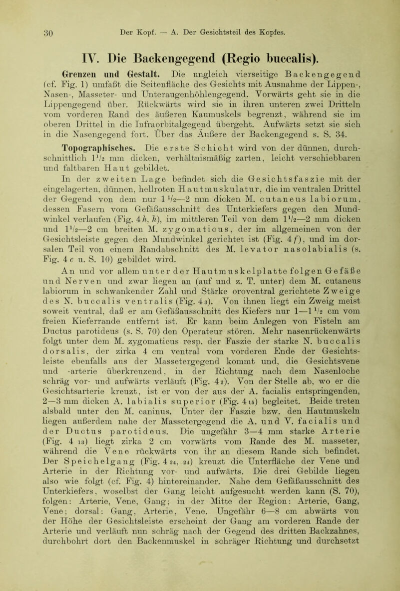 IV. Die Backengegend (Regio buccalis). Grenzen und Gestalt. Die ungleich vierseitige Backengegend (cf. Big. 1) umfaßt die Seitenfläche des Gesichts mit Ausnahme der Lippen-, Nasen-, Masseter- und Unteraugenhöhlengegend. Vorwärts geht sie in die Lippengegend über. Rückwärts wird sie in ihren unteren zwei Dritteln vom vorderen Rand des äußeren Kaumuskels begrenzt, während sie im oberen Drittel in die Infraorbitalgegend übergeht. Aufwärts setzt sie sich in die Nasengegend fort. Über das Äußere der Backengegend s. S. 34. Topographisches. Die erste Schicht wird von der dünnen, durch- sclmittlich U/2 mm dicken, verhältnismäßig zarten, leicht verschiebbaren und faltbaren Haut gebildet. In der zweiten Lage befindet sich die Gesichtsfaszie mit der eingelagerten, dünnen, hellroten Hautmuskulatur, die im ventralen Drittel der Gegend von dem nur 1 V2—2 mm dicken M. cutaneus labiorum, dessen Fasern vom Gefäßausschnitt des Unterkiefers gegen den Mund- winkel verlaufen (Fig. 47», 7i), im mittleren Teil von dem IV2—2 mm dicken und IV2—2 cm breiten M. zygomaticus, der im allgemeinen von der Gesichtsleiste gegen den Mundwinkel gerichtet ist (Fig. 4 /'), und im dor- salen Teil von einem Randabschnitt des M. levator nasolabialis (s. Fig. 4 c u. S. 10) gebildet wird. An und vor allem unter der Hautmuskelplatte folgen Gefäße und Nerven und zwar hegen an (auf und z. T. unter) dem M. cutaneus labiorum in schwankender Zahl und Stärke oroventral gerichtete Zweige des N. buccalis ventralis (Fig. 4s). Von ihnen liegt ein Zweig meist soweit ventral, daß er am Gefäßausschnitt des Kiefers nur 1—1 ^(2 cm vom freien Kieferrande entfernt ist. Er kann beim Anlegen von Fisteln am Ductus parotideus (s. S. 70) den Operateur stören. Mehr nasenrückenwärts folgt unter dem M. zygomaticus resp. der Faszie der starke N. buccalis dorsalis, der zirka 4 cm ventral vom vorderen Ende der Gesichts- leiste ebenfalls aus der Massetergegend kommt und, die Gesichtsvene und -arterie überkreuzend, in der Richtung nach dem Nasenloche schräg vor- und aufwärts verläuft (Fig. 42). Von der Stelle ab, wo er die Gesichtsarterie kreuzt, ist er von der aus der A. facialis entspringenden, 2—3 mm dicken A. labialis superior (Fig. 4 15) begleitet. Beide treten alsbald unter den M. caninus. Unter der Faszie bzw. den Hautmuskeln liegen außerdem nahe der Massetergegend die A. und V. facialis und der Ductus parotideus. Die ungefähr 3—4 mm starke Arterie (Fig. 4 13) liegt zirka 2 cm vorwärts vom Rande des M. masseter, während die Vene rückwärts von ihr an diesem Rande sich befindet. Der Speichelgang (Fig. 4 24, 24) kreuzt die Unterfläche der Vene und Arterie in der Richtung vor- und aufwärts. Die drei Gebilde liegen also wie folgt (cf. Fig. 4) hintereinander. Nahe dem Gefaßausschnitt des Unterkiefers, woselbst der Gang leicht aufgesucht werden kann (S. 70), folgen: Arterie, Vene, Gang; in der Mitte der Region: Arterie, Gang, Vene; dorsal: Gang, Arterie, Vene. Ungefähr 6—8 cm abwärts von der Höhe der Gesichtsleiste erscheint der Gang am vorderen Rande der Arterie und verläuft nun schräg nach der Gegend des dritten Backzahnes, durchbohrt dort den Backenmuskel in schräger Richtung und durchsetzt
