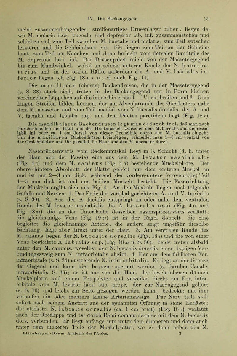 meist zusammenliängendes, streifenartiges Drüsenlager bilden, liegen da, ■\vo M. molaris bzw. bnccalis nnd depressor lab. inf. znsammenstoßen nnd schieben sich znm Teil zwischen M. bnccalis nnd molaris, znm Teil zwischen letzteren mid die Schleimhaut ein. Sie liegen znm Teil an der Schleim- haut, znm Teil am Knochen nnd dann bedeckt vom dorsalen Randteile des M. depressor labii inf. Das Drüsenpaket reicht von der Massetergegend bis znm Mundwinkel, wobei an seinem unteren Rande der N. bnccina- torins nnd in der oralen Hälfte außerdem die A. nnd V. labialis in- ferior liegen (cf. Fig. 18 5, 5, 32; cf. anch Fig. 11). Die maxi Haren (oberen) Backendrüsen, die in der Massetergegend (s. S. 38) stark sind, treten in der Backengegend nnr in Form kleiner, vereinzelter Läppchen anf, die immerhin einen 1—1V2 cm breiten nnd 3—5 cm langen Streifen bilden können, der am Alveolarrande des Oberkiefers nahe dem M. masseter nnd znm Teil medial vom N. bnccalis dorsalis, der A. nnd V. facialis nnd labialis snp. nnd dem Dnctns parotidens liegt (Fig. 18 r). Die mandibularen Backendrüsen legt m[an dadurch frei, daß man nach Durchschneiden der Haut und des Hautmuskels zwischen dem M. buccalis und depressor labii inf. oder ca. 1 cm dorsal von dieser Grenzlinie durch den M. buccalis eingeht. Um die maxillaren Backendrüsen freizulegen, schneidet man 4—6 cm ventral von der Gesichtsleiste und ihr parallel die Haut und den M. masseter durch. Nasenrückenwärts vom Backenmuskel liegt in 3. Schicht (d. h. unter der Haut imd der Faszie) eine aus dem M. levator nasolabialis (Fig. 4 c) und dem M. caninus (Fig. 4 d) bestehende Muskelplatte. Der obere - hintere Abschnitt der Platte gehört nur dem ersteren Muskel an und ist nur 2—3 mm dick, während der vordere-untere (oroventrale) Teil 4—5 mm dick ist und aus beiden Muskeln besteht. Die Faserrichtung der Muskeln ergibt sich aus Fig. 4. An den Muskeln liegen noch folgende Getäße und Nerven: 1. Das Ende der vertikal gerichteten A. und V. facialis (s. S. 30). 2. Aus der A. facialis entspringti an oder nahe dem ventralen Rande des M. levator nasolabialis die A. lateralis nasi (Fig. 4ie und Fig. 18 34), die an der Unterfläche desselben nasenspitzenwärts verläuft; die gleichnamige Vene (Fig. 10 27) ist in der Regel doppelt, die eine begleitet die gleichnamige Arterie, die andere zeigt ungefähr dieselbe Richtung, liegt aber direkt unter der Haut. 3. Am ventralen Rande des M. caninus liegen der N. buccalis dorsalis (Fig. 184) und die von emer Vene begleitete A. labialis sup. (Fig. 18 33 u. S. 30); beide treten alsbald unter den M. caninus, woselbst der N. buccalis dorsalis einen bogigen Ver- bindungszweig zum N. infraorbitalis abgibt. 4. Der aus dem fühlbaren For. infraorbitale (s. S. 34) austretende N. infraorbitalis. Er liegt an der Grenze der Gegend und kann hier bequem ■ operiert werden (s. dai’über Canalis infraorbitalis S. 66); er ist nur von der Haut, der beschriebenen dünnen Muskelplatte und einem Fettpolster und zuweilen direkt am For. infra- oi'bitale vom M. levator labii sup. propr., der zur Nasengegend gehört (s. S. 10) und leicht zur Seite gezogen werden kann, bedeckt; mit ihm verlaufen ein oder mehrere Ideine Arterienzweige. Der Nerv teilt sich sofort nach seinem Austritt aus der genannten Öfihung in seine Endäste; der stärkste, N. labialis dorsalis (ca. 1 cm breit) (Fig. 18 3), verläuft nach der Oberlippe und ist durch Rami communicantes mit dem N. buccalis dors. verbunden. Er liegt anfangs nur unter dem dünneren und dann auch unter dem dickeren Teile der Muskelplatte, wo er dann nebeia den N. ß I lenberger - Bau m, Anatomie des Pferdes. 3