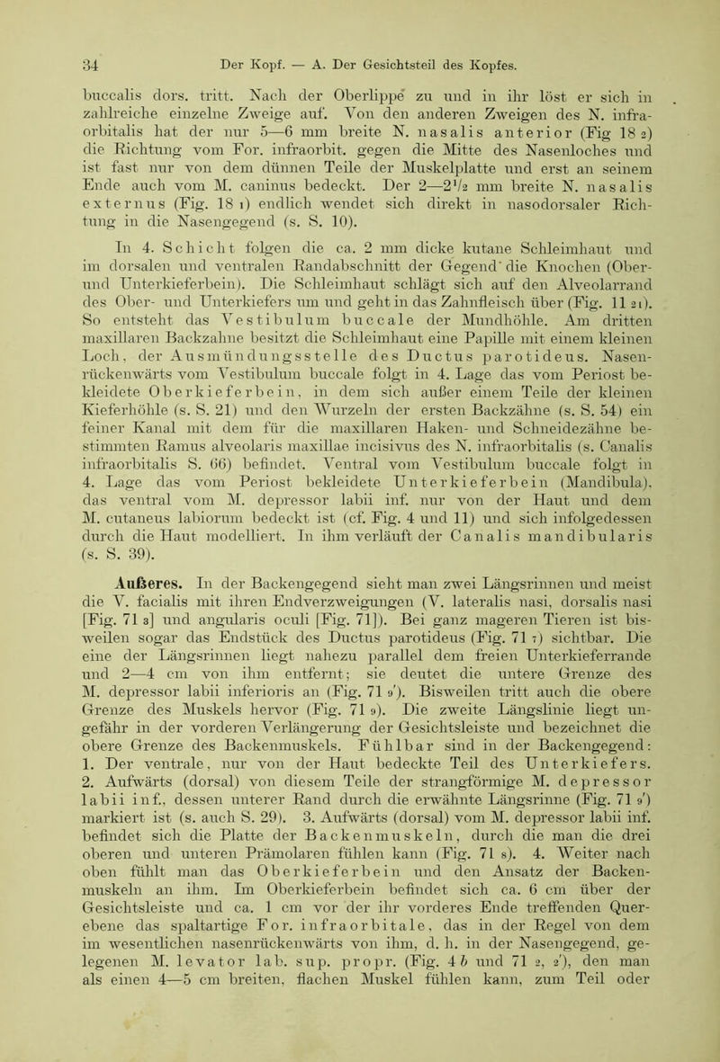 buccalis clors. tritt. Nach der Oberlippe' zu und in ihr löst er sich in zahlreiche einzelne Zweige auf. Von den anderen Zweigen des N. infra- orbitalis hat der nur 5—6 mm breite N. nasalis anterior (Fig 18 2) die Richtung vom For. infraorbit. gegen die Mitte des Nasenloches und ist fast nur von dem dünnen Teile der Muskelplatte und erst an seinem Ende auch vom M. caninus bedeckt. Der 2—2V2 mm breite N. nasalis extern US (Fig. 18 1) endlich wendet sich direkt in nasodorsaler Rich- tung in die Nasengegend (s. S. 10). In 4. Schicht folgen die ca. 2 mm dicke kutane Schleimhaut und im dorsalen und ventralen Randabschnitt der Gegend' die Knochen (Ober- und Unterkieferbein). Die Schleimhaut schlägt sich auf den Alveolarrand des Ober- und Unterkiefers um und geht in das Zahnfleisch über (Fig. 1121). So entsteht das Vestibulum buccale der Mundhöhle. Am dritten maxiUaren Backzahne besitzt die Schleimhaut eine Papille mit einem Ideinen Loch, der Ausmündungsstelle des Ductus parotideus. Nasen- rückenwärts vom Vestibulum buccale folgt in 4. Lage das vom Periost be- Ideidete Oberkieferbein, in dem sich außer einem Teile der kleinen Kieferhöhle (s. S. 21) und den AVurzeln der ersten Backzähne (s. S. 54) ein feiner Kanal mit dem für die maxillaren Haken- und Schneidezähne be- stimmten Ramus alveolaris maxillae incisivus des N. infraorbitalis (s. Canalis infraorbitalis S. 06) befindet. Ventral vom Vestibulum buccale folgt in 4. Lage das vom Periost bekleidete Unterkieferbein (Mandibula), das ventral vom M. depressor labii inf. nur von der Haut imd dem M. cutaneus labiorum bedeckt ist (cf. Fig. 4 und 11) und sich infolgedessen durch die Haut modelliert. In ihm verläuft der Canalis mandibularis (s. S. 39). Aiifseres. In der Backengegend sieht man zwei Längsrinnen und meist die V. facialis mit ihren Endverzweigungen (V. lateralis nasi, dorsalis nasi [Fig. 71 3] und angularis oculi [Fig. 71]). Bei ganz mageren Tieren ist bis- weilen sogar das Endstück des Ductus parotideus (Fig. 71 7) sichtbar. Die eine der Längsrinnen liegt nahezu parallel dem freien Unterkieferrande und 2—4 cm von ihm entfernt; sie deutet die untere Grenze des M. depressor labii inferioris an (Fig. 71 9'). Bisweilen tritt auch die obere Grenze des Muskels hervor (Fig. 71 9). Die zweite Längslinie liegt un- gefähr in der vorderen Verlängerung der Gesichtsleiste und bezeichnet die obere Grenze des Backenmuskels. Fühlbar sind in der Backengegend: 1. Der ventrale, nur von der Haut bedeckte Teil des Unterkiefers. 2. Aufwärts (dorsal) von diesem Teile der strangförmige M. depressor labii inf, dessen unterer Rand durch die erwähnte Längsrinne (Fig. 71 9') markiert ist (s. auch S. 29). 3. Aufwärts (dorsal) vom M. depressor labii inf. befindet sich die Platte der Backenmuskeln, durch die man die drei oberen und unteren Prämolaren fühlen kann (Fig. 71 s). 4. Weiter nach oben fühlt man das Oberkieferbein und den Ansatz der Backen- muskeln an ihm. Im Oberkieferbein befindet sich ca. 6 cm über der Gesichtsleiste und ca. 1 cm vor der ihr vorderes Ende treffenden Quer- ebene das spaltartige For. infraorbitale, das in der Regel von dem im wesentlichen nasenrückenwärts von ihm, d. h. in der Nasengegend, ge- legenen M. levator lab. sup. propr. (Fig. Ah und 71 2, 2'), den man als einen 4—5 cm breiten, flachen Muskel fühlen kann, zum Teil oder