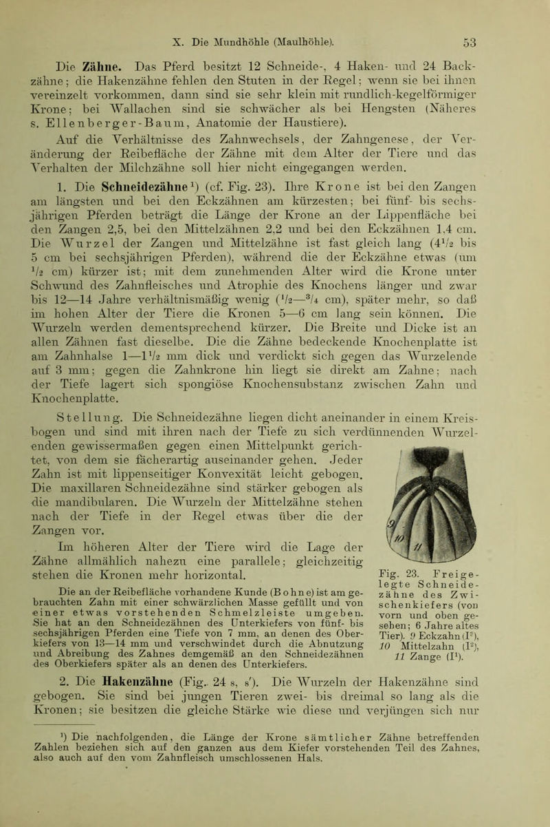 Die Zähne. Das Pferd besitzt 12 Schneide-, 4 Haken- und 24 Back- zähne ; die Hakenzähne fehlen den Stuten in der Hegel; wenn sie bei ihnen vereinzelt verkommen, dann sind sie sehr klein mit rundlich-kegelförmiger Krone; bei Wallachen sind sie schwächer als bei Hengsten (Näheres s, Ellenberger-Baum, Anatomie der Haustiere). Auf die Verhältnisse des Zahnwechsels, der Zahngenese, der Ver- änderung der Heibefläche der Zähne mit dem Alter der Tiere und das Verhalten der Milchzähne soll hier nicht eingegangen werden. 1. Die Schiieidezähne(cf. Eig. 23). Ihre Krone ist bei den Zangen am längsten und bei den Eckzähnen am kürzesten; bei fünf- bis sechs- jährigen Pferden beträgt die Länge der Krone an der Lippentläche bei den Zangen 2,5, bei den Mittelzähnen 2,2 und bei den Eckzähnen 1,4 cm. Die Wurzel der Zangen und Mittelzähne ist fast gleich lang (4b'2 bis 5 cm bei sechsjährigen Pferden), während die der Eckzähne etwas (um b2 cm) kürzer ist; mit dem zunehmenden Alter wird die Krone unter Schwund des Zahnfleisches und Atrophie des Knochens länger und zwar bis 12—14 Jahre verhältnismäßig wenig (V2—cm), später mehr, so daß im hohen Alter der Tiere die Kronen 5—6 cm lang sein können. Die Wurzeln werden dementsprechend kürzer. Die Breite und Dicke ist an allen Zähnen fast dieselbe. Die die Zähne bedeckende Knochenplatte ist am Zahnhalse 1—IV2 mm dick und verdickt sich gegen das Wurzelende auf 3 mm; gegen die Zahnkrone hin liegt sie direkt am Zahne; nach der Tiefe lagert sich spongiöse Knochensubstanz zwischen Zahn und Knochenplatte. Stellung. Die Schneidezähne liegen dicht aneinander in einem Kreis- bogen und sind mit ihren nach der Tiefe zu sich verdünnenden Wurzel- enden gewissermaßen gegen einen Mittelpunkt gerich- tet, von dem sie fächerartig auseinander gehen. Jeder Zahn ist mit lippenseitiger Konvexität leicht gebogen. Die maxillaren Schneidezähne sind stärker gebogen als die mandibularen. Die Wurzeln der Mittelzähne stehen nach der Tiefe in der Regel etwas über die der Zangen vor. Im höheren Alter der Tiere wird die Lage der Zähne allmählich nahezu eine parallele; gleichzeitig stehen die Kronen mehr horizontal. Die an derReibefläche vorhandene Kunde (Bohne)ist am ge- brauchten Zahn mit einer schwärzlichen Masse gefüllt und von ■einer etwas vorstehenden Schmelzleiste umgeben. Sie hat an den Schneidezähnen des Unterkiefers von fünf- bis sechsjährigen Pferden eine Tiefe von 7 mm, an denen des Ober- kiefers von 13—14 mm und verschwindet durch die Abnutzung und Abreibung des Zahnes demgemäß an den Schneidezähnen des Oberkiefers später als an denen des Unterkiefers. 2. Die Hakeiizähne (Eig.. 24 s, s'). Die AVurzeln der Hakenzähne sind gebogen. Sie sind bei jimgen Tieren zwei- bis dreimal so lang als die Kronen; sie besitzen die gleiche Stärke wie diese und verjüngen sich nur Fig. 23. Fr ei ge- legte Schneide- zähne des Zwi- schenkiefers (von vorn und oben ge- sehen; 6 Jahre altes Tier). ,9 Eckzahn (I®), 10 Mittelzahn (P), 11 Zange db- b Die nachfolgenden, die Länge der Krone sämtlicher Zähne betreffenden Zahlen beziehen sich auf den ganzen aus dem Kiefer vorstehenden Teil des Zahnes, also auch auf den vom Zahnfleisch umschlossenen Hals.