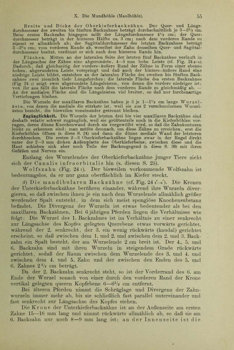 Breite und Dicke der Oherkieferhackzähne. Der Quer- und Längs- durchmesaer des zweiten bis fünften Backzahnes beträgt durchschnittlich je 3—3h'2 cm. Beim ersten Backzahn hingegen mißt der Längsdurchmesser 4'/2 cm; der Quer- durchmesser beträgt in der hinteren Hälfte ca. 3 cm; nach dem vorderen Rande zu nipimt er allmählich ab; der Sagittaldurchmesser des letzten Backzahnes beträgt 3—3*/2 cm; vom vorderen Rande ah, woselbst der Zahn denselben Quer- und Sagittal- durchmesser besitzt, verdünnt er sich nach dem hinteren Rande hin. Flächen. Mitten an der lateralen Seite der letzten fünf Backzähne verläuft in der Längsachse der Zähne eine abgerundete, 4—5 mm hohe Leiste (cf. Fig. 24 2-6). Dadurch, daß gleichzeitig der vordere-äußere Rand der Zähne in Form einer ebenso hohen, abgerundeten Leiste vorspringt und daß auch der hintere - äußere Rand eine niedrige Leiste bildet, entstehen an der lateralen Fläche des zweiten bis fünften Back- zahnes zwei ziemlich tiefe Längsfurchen; die laterale Fläche des ersten Backzahnes (Fig. 24 i) zeigt zwei abgerundete Längsleisten, von denen die vordere niedriger ist; von ihr aus fällt die laterale Fläche nach dem vorderen Rande zu gleichmäßig ab. — An der medialen Fläche sind die Längsleisten viel breiter, so daß nur furchenartige Vertiefungen bleiben. Die Wurzeln der maxillaren Backzähne haben je 3 je 1—IV2 cm lange Wurzel- äste, von denen die mediale die stärkste ist, weil sie aus 2 verschmolzenen Wurzel- ästen besteht, die bisweilen voneinander getrennt bleiben. Zugänglichkeit. Die Wurzeln der letzten drei bis vier maxillaren Backzähne sind deshalb relativ schwer zugänglich, weil sie größtenteils noch in die Kieferhöhlen vor- ragen, deren dünne Knochenwand durch sie vorgewölbt wird, so daß die Zahnkonturen leicht zu erkennen sind; man müßte demnach, um diese Zähne zu erreichen, erst die Kieferhöhlen öffnen (s. diese S. 24) und dann die dünne mediale Wand der letzteren durchbrechen. Die ersten 2—3 Oberkieferbackzähne liegen zwar in der Regel direkt unter der 2—3 mm dicken Außenplatte des Oberkieferbeins; zwischen diese und die Haut schieben sich aber noch Teile der Backengegend (s. diese S. 30) mit ihren Gefäßen und Nerven ein. Entlang des Wurzelendes der Oberkieferbackzähne junger Tiere zieht sich der Canalis infraorbitalis hin (s. diesen S. 23). Wolfszahn (Fig. 24 7), Der bisweilen vorkommende Wolfszahn ist bedentimgslos, da er nur ganz oberflächlich im Kiefer steckt. d) Die mandibularen Backzähne (cf. Fig. 24 i'-o'). Die Kronen der Unterkieferbackzähne berühren einander, während ihre Wiirzeln diver- gieren, so daß zwischen ihnen je ein nach dem Wurzelende allmählich größer werdender Spalt entsteht, in dem sich meist spongiöse Knochensubstanz beflndet. Die Divergenz der Wurzeln ist etwas bedeutender als bei den maxillaren Backzähnen. Bei 6 jährigen Pferden liegen die Verhältnisse wie folgt: Die Wurzel des 1. Backzahnes ist im Verhältnis zu einer senkrecht zur Längsachse des Kopfes gelegten Querebene etwas vorwärts gerichtet, während der 2. senkrecht, der 3. ein wenig rückwärts (kaudal) gerichtet erscheint, so daß zwischen dem 1. und 2. und zwischen dem 2. und 3. Back- zahn ein Spalt besteht, der am Wurzelende 2 cm breit ist. Der 4., 5. und G. Backzahn sind mit ihren Wurzeln in steigendem Grade rückwärts gerichtet, sodaß der Raum zwischen dem Wurzelende des 3. und 4, und zwischen dem 4. und 5. Zahn und der zwischen den Enden des 5. und G. Zahnes 2 V2 cm beträgt. Da der 2. Backzahn senkrecht steht, so ist der Vorderrand des G. am Ende der Wurzel sonach von einer durch den vorderen Rand der Krone vertikal gelegten queren Kopfebene G—G^/2 cm entfernt. Bei älteren Pferden nimmt die Schräglage und Divergenz der Zahn- wurzeln irmner mehr ab, bis sie schließlich fast parallel untereinander und fast senkrecht zur Längsachse des Kopfes stehen. Die Krone der Unterkieferbackzähne ist an der Außenseite am ersten Zahne 15—IG mm lang und nimmt rückwärts allmählich ab, so daß sie am G. Backzahn nur noch 8—9 mm lang ist; an der Innenseite ist die