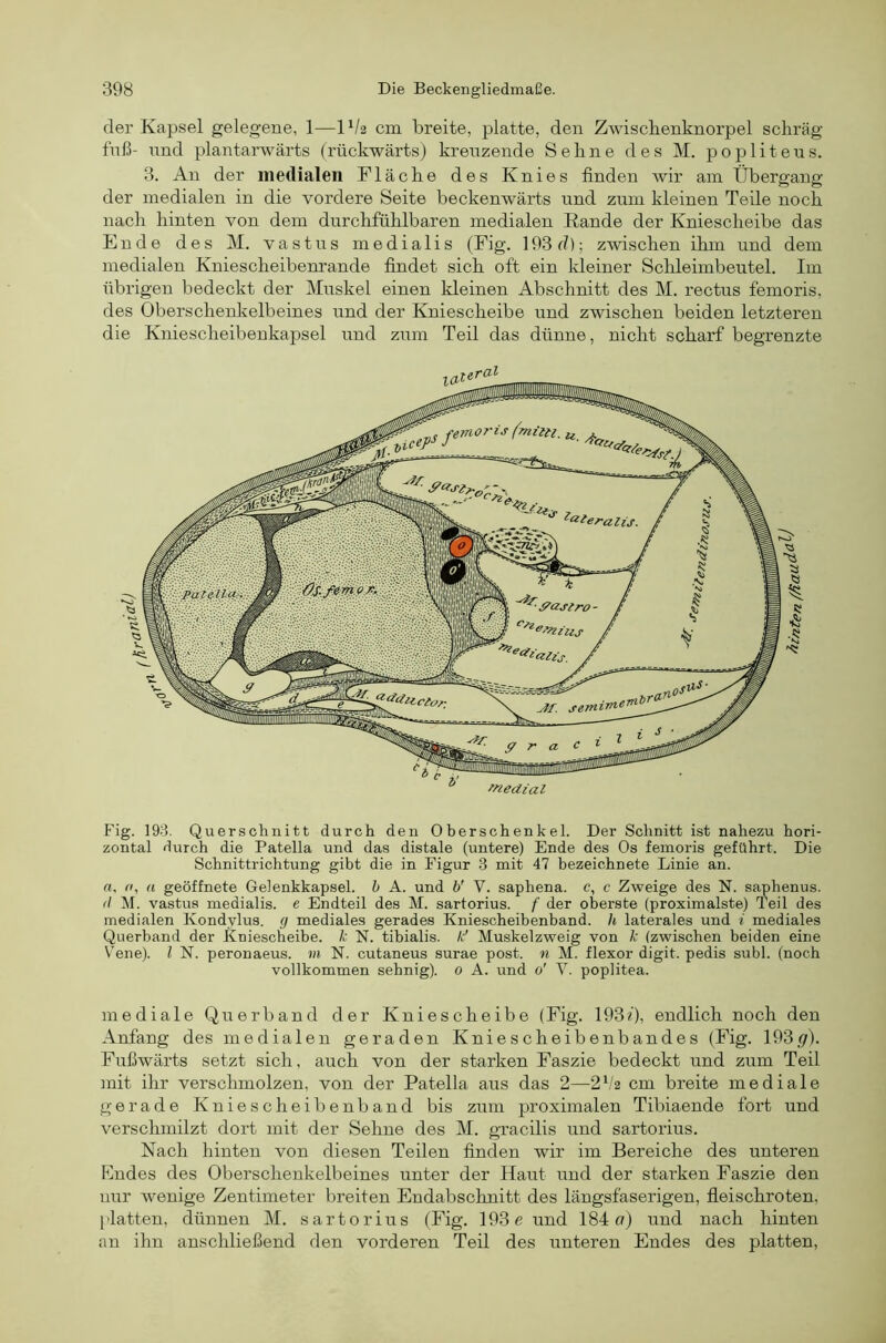 der Kapsel gelegene, 1—1V2 cm breite, platte, den Zwiscbenknorpel schräg fnß- nnd plantarwärts (rückwärts) kreuzende Sehne des M. poplitens. 3. An der medialen Fläche des Knies finden wir am Übergang der medialen in die vordere Seite beckenwärts nnd zum kleinen Teile noch nach hinten von dem durchfühlbaren medialen Rande der Kniescheibe das Ende des M. vast ns medialis (Fig. 193 d); zwischen ihm und dem medialen Kniescheibenrande findet sich oft ein kleiner Sclileimbentel. Im übrigen bedeckt der Muskel einen kleinen Abschnitt des M. rectus femoris, des Oberschenkelbeines und der Kniescheibe und zwischen beiden letzteren die Kniescheibenkapsel und zum Teil das dünne, nicht scharf begrenzte Fig. 198. Querschnitt durch den Oberschenkel. Der Schnitt ist nahezu hori- zontal durch die Patella und das distale (untere) Ende des Os femoris geführt. Die Schnittrichtung gibt die in Figur 3 mit 47 bezeichnete Linie an. rt, o, a geöffnete Gelenkkapsel, h A. und b' V. saphena, c, c Zweige des N. saphenus. il M. vastus medialis. e Endteil des M. sartorius. f der oberste (proximalste) Teil des medialen Kondylus. g mediales gerades Kniescheibenband, h laterales und i mediales Querband der Kniescheibe, k N. tibialis. k' Muskelzweig von k (zwischen beiden eine Vene), l N. peronaeus. m N. cutaneus surae post, n M. flexor digit. pedis suhl, (noch vollkommen sehnig). 0 A. und 0' V. poplitea. mediale Querband der Kniescheibe (Fig. 193«), endlich noch den Anfang des medialen geraden Kniescheibenbandes (Fig. 193.9). Fußwärts setzt sich, auch von der starken Faszie bedeckt und zum Teil mit ihr verschmolzen, von der Patella aus das 2—2^/2 cm breite mediale gerade Kniescheibenband bis zum proximalen Tibiaende fort und verschmilzt dort mit der Sehne des M. gracilis und sartorius. Nach hinten von diesen Teilen finden wir im Bereiche des unteren Endes des Oberschenkelbeines unter der Haut und der starken Faszie den nur wenige Zentimeter breiten Endabschnitt des längsfaserigen, fleischroten, platten, dünnen M. sartorius (Fig. 193 e und 184 c) und nach hinten an ihn anschließend den vorderen Teil des unteren Endes des platten.