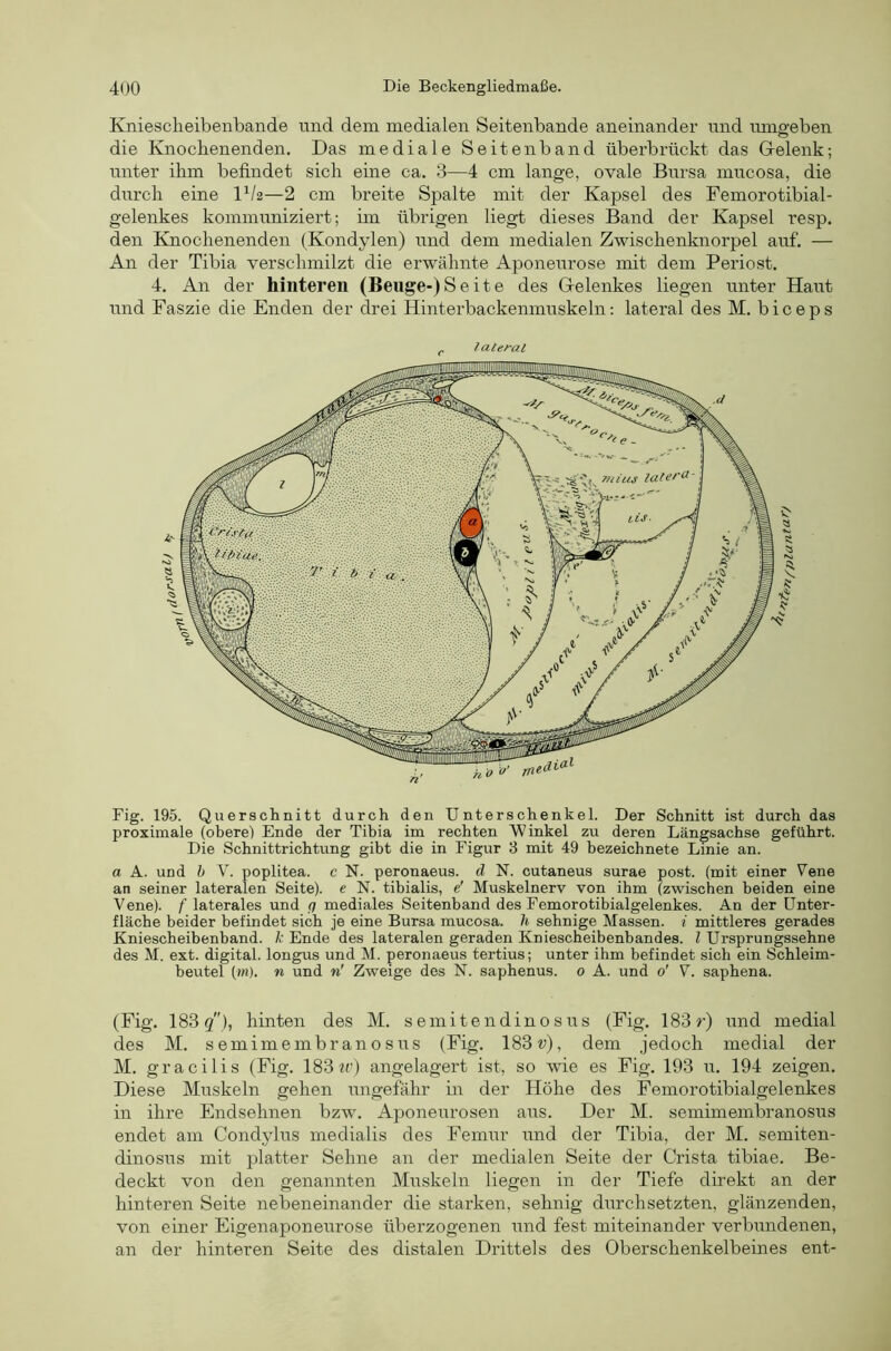 Kniescheibenbande und dem medialen Seitenbande aneinander und mngeben die Knochenenden. Das mediale Seiten band überbrückt das Glelenk; unter ihm befindet sich eine ca. 3—4 cm lange, ovale Bursa mucosa, die durch eine IV2—2 cm breite Spalte mit der Kapsel des Femorotibial- gelenkes kommuniziert; bn übrigen liegt dieses Band der Kapsel resp. den Khochenenden (Kondylen) und dem medialen Zwischenknorpel auf. — An der Tibia verschmilzt die erwähnte Aponeurose mit dem Periost. 4. An der hinteren (Benge-) Seite des Gelenkes liegen unter Haut und Faszie die Enden der drei Hinterbackenmuskeln; lateral des M. biceps iateral Big. 195. Querschnitt durch den Unterschenkel. Der Schnitt ist durch das proximale (obere) Ende der Tibia im rechten Winkel zu deren Längsachse geführt. Die Schnittrichtung gibt die in Figur 3 mit 49 bezeichnete Linie an. a A. und h V. poplitea. c N. peronaeus. d N. cutaneus surae post, (mit einer Vene an seiner lateralen Seite), e N. tibialis, e' Muskelnerv von ihm (zwischen beiden eine Vene), f laterales und q mediales Seitenband des Femorotibialgelenkes. An der ünter- fläche beider befindet sich je eine Bursa mucosa. 1i sehnige Massen, i mittleres gerades Kniescheibenband, k Ende des lateralen geraden Kniescheibenbandes, l Ursprungssehne des M. ext. digital, longus und M. peronaeus tertius; unter ihm befindet sich ein Schleim- beutel (m). n und n' Zweige des N. saphenus. 0 A. und 0' V. saphena. (Fig. 183 3), hinten des M. semitendinosus (Fig. 183 r) und medial des M. semimembranosus (Fig. 183w), dem jedoch medial der M. gracilis (Fig. 183 tr) angelagert ist, so wie es Fig. 193 u. 194 zeigen. Diese Muskeln gehen ungefähr bi der Höhe des Femorotibialgelenkes in ihre Endsehnen bzw. Aponeurosen aus. Der M. semimembranosus endet am Condylus medialis des Femur und der Tibia, der M. semiten- dinosus mit platter Sehne an der medialen Seite der Crista tibiae. Be- deckt von den genannten Muskeln liegen in der Tiefe direkt an der hinteren Seite nebeneinander die starken, sehnig durchsetzten, glänzenden, von einer Eigenaponeurose überzogenen und fest miteinander verbiindenen, an der hinteren Seite des distalen Drittels des Oberschenkelbeines ent-