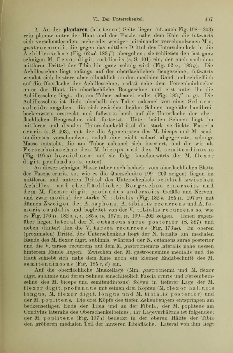 2. An der plantaren (hinteren) Seite liegen (cf. auch Fig. 198—203) rein plantar unter der Haut und der Fa.szie nahe dem Knie die fußwärts sich verschmälernden, mehr oder weniger miteinander verschmolzenen Mm. gastrocnemii, die gegen das mittlere Drittel des Unterschenkels in die Achillessehne (Fig. 62 sf, 183/”) übergehen; sie schließen den fast ganz sehnigen M. flexor digit. sublimis (s. S. 401) ein, der auch nach dem mittleren Drittel der Tibia hin ganz sehnig wird (Fig. 62 5.5, 183,9). Uie Achillessehne liegt anfangs auf der oberflächlichen Beugesehne, fußwärts wendet sich letztere aber allmählich an den medialen Rand und schließlich auf die Oberfläche der Achillessehne, sodaß nahe dem Fersenbeinhöcker unter der Haut die oberflächhche Beugesehne und erst unter ihr die Achillessehne liegt, die am Tuber calcanei endet (Fig. 183/' u. g). Die Achillessehne ist dicht oberhalb des Tuber calcanei von einer Sehnen- scheide umgeben, die sich zwischen beiden Sehnen ungefähr handbreit beckenwärts erstreckt und fußwärts *noch auf die Unterfläche der ober- flächlichen Beugesehne sich fortsetzt. Unter beiden Sehnen liegt im mittleren mid distalen Unterschenkeldrittel die stark verdickte F a s c i a cruris (s. S. 403), mit der die Aponeurosen des M. biceps und M. semi- tendinosus verschmelzen, sodaß eine nicht scharf abgegrenzte, sehnige Masse entsteht, die am Tuber calcanei sich inseriert, und die wir als Fersenbeinsehne des M. biceps und des M. semitendinosus (Fig. 1979) bezeichnen; auf sie folgt knochenwärts der M. flexor digit. profundus (s. iinten). An dieser sehnigen Masse (aber noch bedeckt vom oberflächlichen Blatte der Fascia cruris, so, wie es die Querschnitte 199—203 zeigen) liegen im mittleren und unteren Drittel des Unterschenkels seitlich zwischen Achilles- und oberflächlicher Beugesehne einerseits und dem M. flexor digit. profundus anderseits Getaße und Nerven, imd zwar medial der starke N. tibialis (Fig. 182 e, 185 13, 197 27) mit dünnen Zweigen der A. saphena, A. tibialis recurrens und A. fe- rn oris caudalis imd begleitet von der V. tibialis recurrens so, wie es Fig. 176 18, 182 2,4,5, 185 9, 10, 197 21,23, 199—202 zeigen. Ihnen gegen- über liegen lateral der N. cutaneus s’urae posterior (S. 387) und neben (hinter) ihm die V. tarsea recurrens (Fig. I7620). Im oberen (proximalen) Drittel des Unterschenkels liegt der N. tibialis am medialen Rande des M. flexor digit. sublimis, während der N. cutaneus surae posterior und die V. tarsea recurrens auf dem M. gastrocnemius lateralis nahe dessen hinterem Rande liegen. Zwischen den M. gastrocnemius medialis und die Haut schiebt sich nahe dem Knie noch ein kleiner Endabschnitt des M. semitendinosus (Fig. 185 e, e') ein. Auf die oberflächliche Muskellage (Mm. gastrocnemii und M. flexor digit. sublimis und deren Sehnen einschließlich Fascia cruris und Fersenbein- sehne des M. biceps und semitendinosiis) folgen in tieferer Lage der M. flexor digit. profundus mit seinen drei Köpfen (M. flexor hallucis longus, M. flexor digit. longus und M. tibialis posterior) und der M. popliteus. Die drei Köpfe des tiefen Zehenbeugers entspringen am beckenseitigen Ende der Tibia und an der Fibula, der M. popliteus am Condylus lateralis des Oberschenkelbeines ; ihr Lage Verhältnis ist folgendes: der M. popliteus (Fig. 197 4) bedeckt in der oberen Hälfte der Tibia den größeren medialen Teil der hinteren Tibiafläche. Lateral von ihm liegt