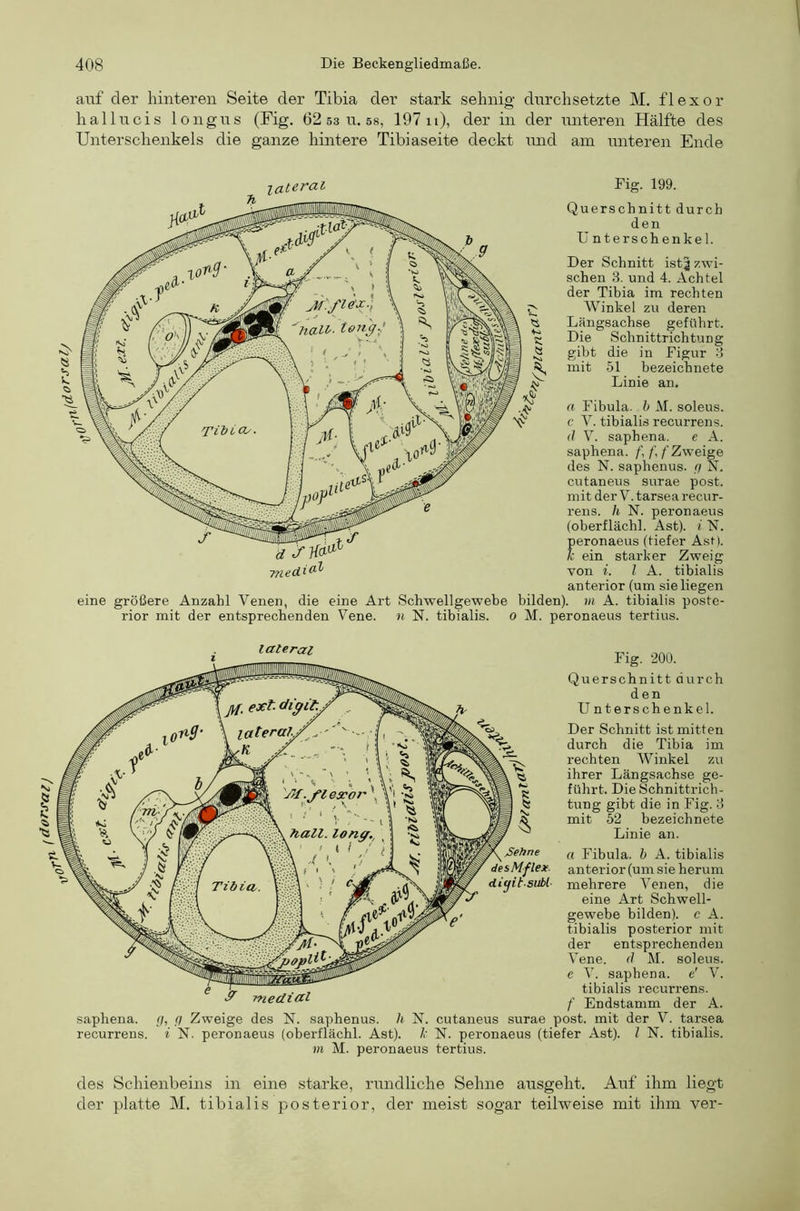 ^dorsal) auf der hinteren Seite der Tibia der stark sehnig durchsetzte M. flexor hallucis longus (Fig, 62 53 u. ss, 197 11), der in der unteren Hälfte des Unterschenkels die ganze hintere Tibiaseite deckt imd am unteren Ende lateral Fig. 199. Querschnitt durch den U nterschenkel. Der Schnitt istj zwi- schen 3. und 4. Achtel der Tibia im rechten AVinkel zu deren Längsachse geführt. Die Schnittrichtung gibt die in Figur 3 mit 51 bezeichnete Linie an, a Fibula, h M. soleus. c Y. tibialis recurrens. (/ V. saphena. e A. saphena. /’, /’, /'Zweige des N. saphenus. (f N. cutaneus surae post, mit der V. tarsea recur- rens. h N. peronaeus (oberflächl. Ast), i N. peronaeus (tiefer AsU U ein starker Zweig von i. l A. tibialis anterior (um sie liegen eine größere Anzahl Venen, die eine Art Schwellgewebe bilden), m A. tibialis poste- rior mit der entsprechenden Vene, n N. tibialis. 0 M. peronaeus tertius. lateral Fig. 200. Querschnitt durch den Unterschenkel. Der Schnitt ist mitten durch die Tibia im rechten Winkel zu ihrer Längsachse ge- führt. Die Schnittrich- tung gibt die in Fig. 3 mit 52 bezeichnete Linie an. « Fibula, h A. tibialis anterior (um sie herum mehrere Venen, die eine Art Schwell- gewebe bilden), c A. tibialis posterior mit der entsprechenden Vene, d M. soleus. e V. saphena, t' V. tibialis recurrens. f Endstamm der A. saphena. (/, (f Zweige des N. saphenus. h N. cutaneus surae post, mit der V. tarsea recurrens, i N. peronaeus (oberflächl. Ast), l' N. peronaeus (tiefer Ast), l N. tibialis. m M. peronaeus tertius. medial des Schienbeins in eine starke, rundliche Sehne ansgeht. Auf ihm liegt der platte M. tibialis posterior, der meist sogar teilweise mit ihm ver-