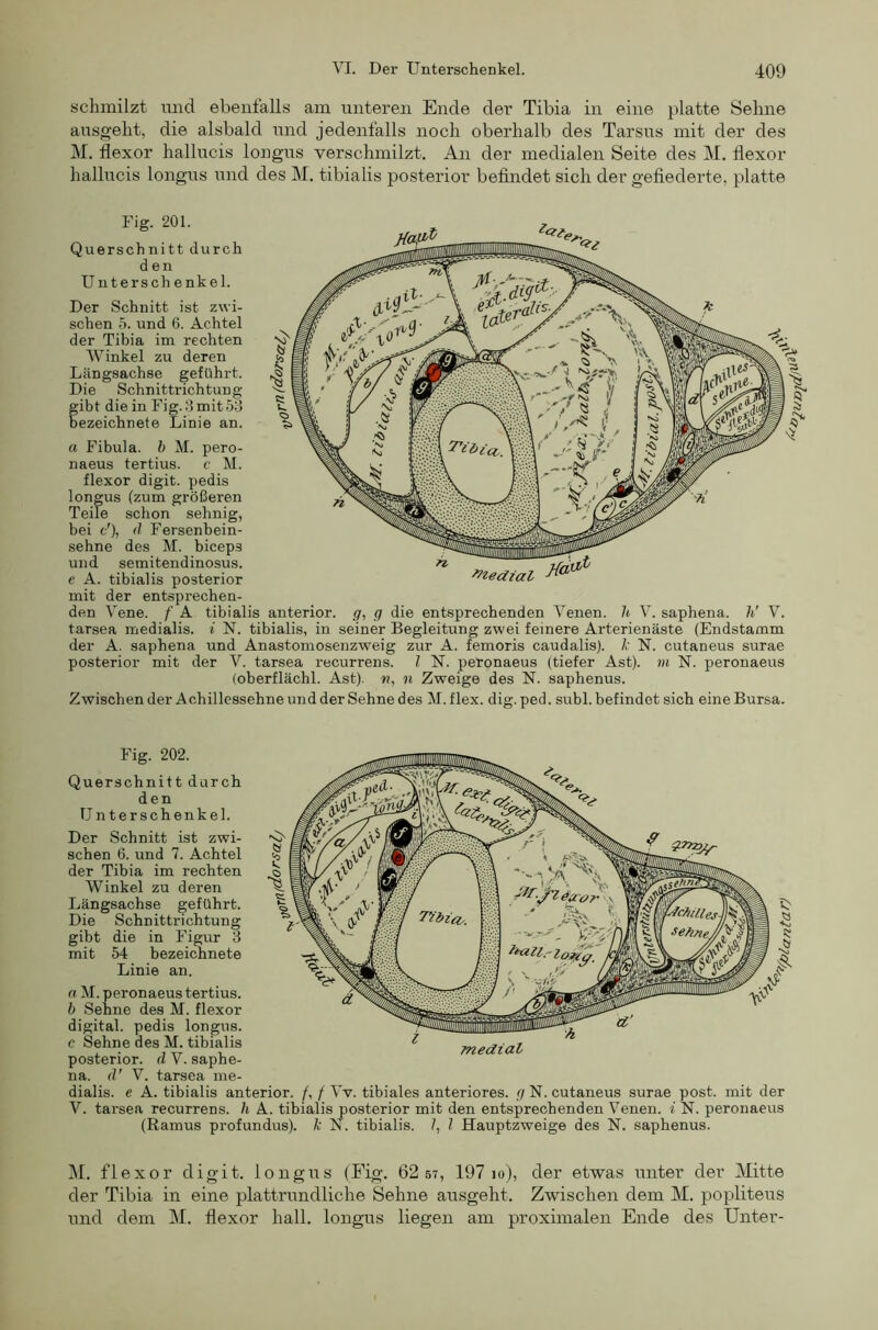 scliinilzt imd ebenfalls am unteren Ende der Tibia in eine platte Sehne ausgeht, die alsbald und jedenfalls noch oberhalb des Tarsus mit der des M. flexor hallucis longus verschmilzt. An der medialen Seite des M. flexor hallucis longus und des M. tibialis posterior befindet sich der gefiederte, platte Fig. 201. Querschnitt durch den Untersch enkel. Der Schnitt ist zwi- schen .5. und 6. Achtel der Tibia im rechten Winkel zu deren Längsachse geführt. Die Schnittrichtung fibt die in Fig. 8 mit 58 ezeichnete Linie an. a Fibula, b M. pero- naeus tertius. c M. flexor digit. pedis longus (zum größeren Teile schon sehnig, bei f'), d Fersenbein- sehne des M. biceps und semitendinosus. e A. tibialis posterior mit der entsprechen- den Vene, f A tibialis anterior, g, g die entsprechenden Venen, h V. saphena, h' V. tarsea medialis. i ~N. tibialis, in seiner Begleitung zwei feinere Arterienäste (Endstamm der A. saphena und Anastomosenzweig zur A. femoris caudalis). /.' N. cutaneus surae posterior mit der V. tarsea recurrens, l N. peronaeus (tiefer Ast), m N. peronaeus (oberflächl. Ast), n, n Zweige des N. saphenus. Zwischen der Achillessehne und der Sehne des M. flex. dig. ped. subl. befindet sich eine Bursa. Fig. 202. Querschnitt durch den Unterschenkel. Der Schnitt ist zwi- schen 6. und 7. Achtel der Tibia im rechten Winkel zu deren Längsachse geführt. Die Schnittrichtung gibt die in Figur 8 mit 54 bezeichnete Linie an. n M. peronaeus tertius. b Seime des M. flexor digital, pedis longus. c Sehne des M. tibialis posterior, d V. saphe- na. d' V. tarsea me- dialis. e A. tibialis anterior. /, f Yv. tibiales anteriores, g N. cutaneus surae post, mit der V. tarsea recurrens, h A. tibialis posterior mit den entsprechenden Venen, i N. peronaeus (Ramus profundus). k N. tibialis. /, l Hauptzweige des N. saphenus. M. flexor digit. longus (Fig. 62 57, 197 10), der etwas unter der Mitte der Tibia in eine plattrundliche Sehne ausgeht. Zwischen dem M. popliteus und dem M. flexor hall, longus liegen am proximalen Ende des Unter-