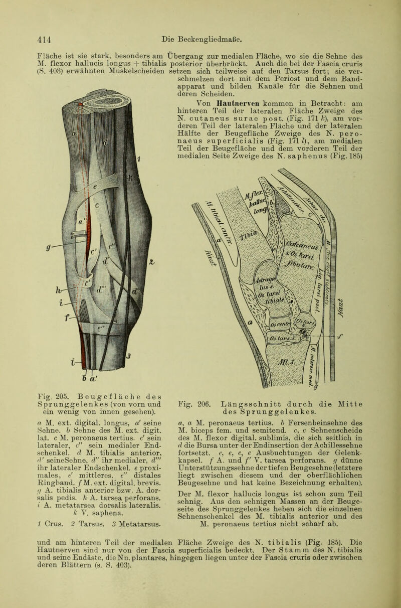 Fläche ist sie stark, besonders am Übergang zur medialen Fläche, wo sie die Sehne des l\r. flexor hallucis longus + tibialis posterior überbrückt. Auch die bei der Fascia cruris (S. 403) erwähnten Muskelscheiden setzen sich teilweise auf den Tarsus fort; sie ver- schmelzen dort mit dem Periost und dem Band- apparat und bilden Kanäle für die Sehnen und deren Scheiden. Von Hautnerven kommen in Betracht: am hinteren Teil der lateralen Fläche Zweige des N. cutaneus surae post. (Fig. 171/:), am vor- deren Teil der lateralen Fläche und der lateralen Hälfte der Beugefläche Zweige des N. pero- naeus superficialis (Fig. 171 Z), am medialen Teil der Beugefläche und dem vorderen Teil der medialen Seite Zweige des N. saphenus (Fig. 185) 1> aJ Fig, 205. Beugefläche des Sprunggelenkes (von vorn und ein wenig von innen gesehen). Fig. 206. Län j des ;sschnitt durch die Mitte 3prunggelenkes. (t M. ext. digital, longus, a' seine Sehne, h Sehne des M. ext. digit. lat. c M. peronaeus tertius. c' sein lateraler, c sein medialer End- schenkel. d M. tibialis anterior, <!' seineSehne, d ihr medialer, d’ ihr lateraler Endschenkel, e proxi- males, e' mittleres, e distales Ringband, f M. ext. digital, brevis. f! A. tibialis anterior bzw. A. dor- salis pedis. h A. tarsea perforans. / A. metatarsea dorsalis lateralis. /■ V. saphena. 1 Grus. 2 Tarsus. 3 Metatarsus. ct, a M. peronaeus tertius. h Fersenbeinsehne des M. biceps fern, rmd semitend. c, c Sehnenscheide des M. flexor digital, sublimis, die sich seitlich in d die Bursa unter der Endinsertion der Achillessehne fortsetzt, e, e, e, e Ausbuchtungen der Gelenk- kapsel. f A. und f V. tarsea perforans. r/ dünne Unterstützungssehne der tiefen Beugesehne (letztere liegt zwischen diesem und der oberflächlichen Beugesehne und hat keine Bezeichnung erhalten). Der M. flexor hallucis longus ist schon zum Teil sehnig. Aus den sehnigen Massen an der Beuge- seite des Sprunggelenkes heben sich die einzelnen Sehnenschenkel des M. tibialis anterior und des M. peronaeus tertius nicht scharf ab. und am hinteren Teil der medialen Fläche Zweige des N. tibialis (Fig. 185). Die Hautnerven sind nur von der Fascia superficialis bedeckt. Der Stamm des N. tibialis und seine Endäste, die Nn. plantares, hingegen liegen unter der Fascia cruris oder zwischen deren Blättern (s. S. 403).