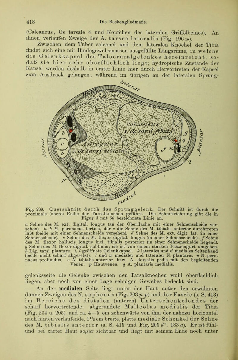 (Calcaneus, Os tarsale 4 und Köpfclien des lateralen Griffelbeines). An ilmen verlaufen Zweige der A. tarsea lateralis (Fig. 196 lo). Zwischen dem Tuber calcanei und dem lateralen Knöchel der Tibia findet sich eine mit Bindegewebsmassen ausgefüllte Längsrinne, in welche die Grelenkkapsel des TalocruraIge 1 enkes hereinreicht, so- daß sie hier sehr oberflächlich liegt; hydropische Zustände der Kapsel werden deshalb in erster Linie hier durch Hervortreten der Kapsel zum Ausdruck gelangen, während im übrigen an der lateralen Sprung- Fig. 209. Querschnitt durch das Sprunggelenk. Der Schnitt ist durch die proximale (obere) Reihe der Tarsalknochen geführt. Die Schnittrichtung gibt die in Figur 3 mit 56 bezeichnete Linie an. a Sehne des M. ext. digital, longus (an der Oberfläche mit einer Sehnenscheide ver- sehen). h, b M. peronaeus tertius, der c die Sehne des M. tibialis anterior durchtreten läßt (beide mit einer Sehnenscheide versehen), d Sehne des M. ext. digit. lat. (in einer Sehnenscheide), e Sehne des M. flexor digital, longus (in einer Sehnenscheide), f Sehne des M. flexor hallucis longus incl. tibialis posterior (in einer Sehnenscheide liegend). g Sehne des M. flexor digital, suhlimis; sie ist von einem starken Fasziengurt umgeben. h Lig. tarsi plantare, i, i geöffnete Gelenkkapsel, k laterales und k' mediales Seitenband (beide nicht scharf abgesetzt), l und m medialer und lateraler N. plantaris, n N. pero- naeus profundus. o A. tibialis anterior hzw. A. dorsalis pedis mit den begleitenden Venen, p Hautvenen, q A. plantaris medialis. gelenksseite die Gelenke zwischen den Tarsalknochen wohl oberflächlich liegen, aber noch von einer Lage sehnigen Gewebes bedeckt sind. An der medialen Seite liegt unter der Haut außer den erwähnten dünnen Zweigen des N. saphenus (Fig. 203p,p) und der Faszie (s. S. 413) im Bereiche des distalen (unteren) IJnterschenkelendes der scharf hervortretende, abgerundete Malleolus medialis der Tibia (Fig. 204 u. 205) und ca. 4—5 cm zehenwärts von ihm der nahezu horizontal nach hinten verlaufende, l^/scm breite, platte mediale Schenkel der Sehne des M. tibialis anterior (s. S. 415 und Fig. 205 d, 183 fl). Er ist fühl- und bei zarter Haut sogar sichtbar und liegt mit seinem Ende noch unter