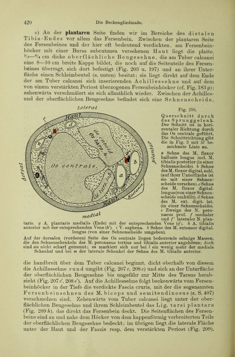 rso-l c) An der plantaren Seite finden wir im Bereiche des distalen Tibia-Endes vor allem das Fersenbein. Zwischen der plantaren Seite des Fersenbeines tmd der hier oft bedeutend verdickten, am Fersenbein- höcker mit einer Bursa subcutanea versehenen Haut liegt die platte, h2—®/4 cm dicke oberflächliche Bengesehne, die am Tuber calcanei eine 8—10 cm breite Kappe bildet, die noch auf die Seitenteile des Fersen- beines überragt, sich dort befestigt (Fig. 203 n. 197) und an ihrer ünter- fiäche einen Schleimbeutel (s. unten) besitzt; sie liegt direkt auf dem Ende der am Tuber calcanei sich inserierenden Achillessehne imd auf dem von einem verstärkten Periost überzogenen Fersenbeinhöcker (cf. Fig. 183 g)\ zehenwärts verschmälert sie sich allmählich wieder. Zwischen der Achilles- und der oberflächhchen Beugesehne befindet sich eine Sehnenscheide, Fig. 210. Querschnitt durch das Sprunggelenk. Der Schnitt ist in hori- zontaler Richtung durch das Os centrale geführt. Die Schnittrichtung gibt 'V die in Fig. 3 mit 57 be- ^ zeichnete Linie an. I S Sehne des M. flexor I hallucis longus incl. M. I ^ tibialis posterior (in einer j Sehnenscheide), h Sehne des M. flexor digital, suhl, (auf ihrer Unterfläche ist sie mit einer Sehnen- scheide versehen), c Sehne des M. flexor digital, longus (von einer Sehnen- scheide umhüllt), d Sehne des M. ext. digit. lat. (in einer Sehnenscheide). e Zweige des N. pero- naeus prof. f medialer und f lateraler N. plan- taris. g A. plantaris medialis (Ende) mit der entsprechenden Vene (g'). h A. tibialis anterior mit der entsprechenden Vene {h'). i V. saphena, k Sehne des M. extensor digital, longus (von einer Sehnenscheide umgeben). Auf der dorsalen (vorderen) Seite des Os centrale liegen bedeutende sehnige Massen, die den Sehnenschenkeln des M. peronaeus tertius und tibialis anterior angehören; doch sind sie nicht scharf getrennt; es markiert sich nur bei l ein wenig mehr der mediale Schenkel und bei m der laterale Schenkel der Sehne des M. tibialis anterior. die handbreit über dem Tuber calcanei beginnt, dicht oberhalb von diesem die Achillessehne rund umgibt (Fig. 207 c, 208 e) und sich an der Unterfläche der oberflächlichen Beugesehne bis ungefähr zur Mitte des Tarsus herab- zieht (Fig. 207 c\ 208 e). Auf die Achillessehne folgt beckenwärts vom Fersen- beinhöcker in der Tiefe die verdickte Fascia cruris, mit der die sogenannten Fersenbeinsehnen des M. biceps und semitendinosus (s. S. 407) verschmolzen sind. Zehenwärts vom Tnber calcanei liegt unter der ober- flächlichen Beugesehne und ihrem Schleimbeutel das Lig. tarsi plantare (Fig. 209/Q, das direkt das Fersenbein deckt. Die Seitenflächen des Fersen- beins sind an und nahe dem Höcker von dem kappenförmig verbreiterten Teile der oberflächlichen Beugesehne bedeckt; im übrigen liegt die laterale Fläche unter der Haut und der Faszie resp. dem verstärkten Periost (Fig. 209).