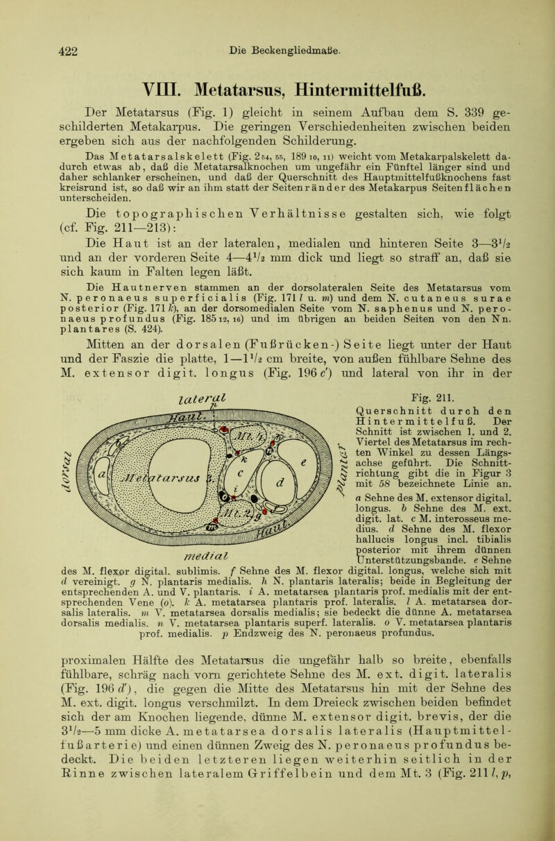 Vin. Metatarsus, Hintermittelfiiß. Der Metatarsus (Fig. 1) gleicht in seinem Aufbau dem S. 339 ge- schilderten Metakarpus. Die geringen Verschiedenheiten zwischen beiden ergeben sich aus der nachfolgenden Schilderung. Das Metatarsalskelett (Fig. 2r4, sb, 189 io, ii) weicht vom Metakarpalskelett da- durch etwas ab, daß die Metatarsalknochen um ungefähr ein Fünftel länger sind und daher schlanker erscheinen, und daß der (Querschnitt des Hauptmittelfußknochens fast kreisrund ist, so daß wir an ihm statt der Seitenränder des Metakarpus Seitenflächen unterscheiden. Die topographischen Verhältnisse gestalten sich, wie folgt (cf. Fig. 211—213): Die Haut ist an der lateralen, medialen und hinteren Seite 3—3^2 und an der vorderen Seite 4—4V2 mm dick und liegt so straff an, daß sie sich kaum in Falten legen läßt. Die Hautnerven stammen an der dorsolateralen Seite des Metatarsus vom N. peronaeus superficialis (Fig. 17H u. w) und dem N. c u t a n e u s surae posterior (Fig. 171 Ä:), an der dorsomedialen Seite vom N. saphenus und N. pero- naeus profun du s (Fig. 185i2, lo) und im übrigen an beiden Seiten von den Nn. plantares (S. 424). Mitten an der dorsalen (Fußrücken-) Seite liegt unter der Haut und der Faszie die platte, 1—IV2 cm breite, von außen fühlbare Sehne des M. extensor digit. longus (Fig. 196c') und lateral von ihr in der Fig. 211. Querschnitt durch den Hintermittelfuß. Der Schnitt ist zwischen 1. und 2. Viertel des Metatarsus im rech- ten Winkel zu dessen Längs- achse geführt. Die Schnitt- ^ richtung gibt die in Figur S N mit 58 bezeichnete Linie an. ' a Sehne des M. extensor digital, longus. b Sehne des M. ext. digit. lat. c M. interosseus me- dius. d Sehne des M. flexor hallucis longus incl. tibialis posterior mit ihrem dünnen ünterstützungsbande. e Sehne des M. flexor digital, sublimis. f Sehne des M. flexor digital, longus, welche sich mit d vereinigt, g N. plantaris medialis. h N. plantaris lateralis; beide in Begleitung der entsprechenden A. und V. plantaris, i A. metatarsea plantaris prof. medialis mit der ent- sprechenden Vene (0). l' A. metatarsea plantaris prof. lateralis, l A. metatarsea dor- salis lateralis, m V. metatarsea dorsalis medialis; sie bedeckt die dünne A. metatarsea dorsalis medialis. w V. metatarsea plantaris superf. lateralis. 0 V. metatarsea plantaris prof. medialis. p Endzweig des N. peronaeus profundus. proximalen Hälfte des Metatarsus die ungefähr halb so breite, ebenfalls fühlbare, schräg nach vom gerichtete Sehne des M. ext. digit. lateralis (Fig. 196 (T), die gegen die Mitte des Metatarsus hin mit der Sehne des M. ext. digit. longus verschmilzt. In dem Dreieck zwischen beiden befindet sich der am Knochen liegende, dünne M. extensor digit. brevis, der die 3^2—5 mm dicke A. metatarsea dorsalis lateralis (Hauptmittel- fuß a r t e r i e) und einen dünnen Zweig des N. peronaeusprofundus be- deckt. Die beiden letzteren liegen weiterhin seitlich in der Rinne zwischen lateralem Griffelbein und dem Mt. 3 (Fig. 211), p,