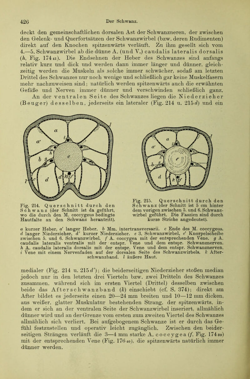 deckt den gemeinschaftlichen dorsalen Ast der Schwanzneren, der zwischen den Gelenk- und Querfortsätzen der Schwanzwirhel (bzw. deren Rudimenten) direkt auf den Knochen spitzenwärts verläuft. Zu ihm gesellt sich vom 4.—5. Schwanzwirbel ab die dünne A. (und V.) caudalis lateralis dorsalis (Ä, Fig. 174 4i). Die Endsehnen der Heber des Schwanzes sind anfangs relativ kurz und dick und werden dann immer länger und dünner, gleich- zeitig werden die Muskeln als solche immer schwächer, sodaß am letzten Drittel des Schwanzes nur noch wenige und schließlich gar keine Muskelfasern mehr nachzuweisen sind; natürlich werden spitzenwärts auch die erwähnten Gefäße rmd Nerven immer dünner und verschwinden schließhch ganz. An der ventralen Seite des Schwanzes liegen die Niederzieher (Beuger) desselben, jederseits ein lateraler (Fig. 214 u. 215d) und ein Fig. 214. Querschnitt durch den Schwanz (der Schnitt ist da geführt, wo die durch den M. coccygeus bedingte Hautfalte an den Schwanz herantritt). Fig. 215. Querschnitt durch den Schwanz (der Schnitt ist 5 cm hinter dem vorigen zwischen 5. und 6. Schwanz- wirbel geführt. Die Faszien sind durch kurze Striche angedeutet). a kurzer Heber, a' langer Heber, h Mm. intertransversarii. c Ende des M. coccygeus. d langer Hiederzieher, d' kurzer Niederzieher, e 3. Schwanzwirbel, e' Knorpelscheibe zwischen 5. und 6. Schwanzwirbel, f A. coccygea mit der entsprechenden Vene, g A. caudalis lateralis ventralis mit der entspr. Vene und dem entspr. Schwanznerven. h A. caudalis lateralis dorsalis mit der entspr. Vene und dem entspr. Schwanznerven. i Vene mit einem Nervenfaden auf der dorsalen Seite des Schwanzwirbels. ~k After- schwanzband. l äußere Haut. medialer (Fig. 214 u. 215 d'); die beiderseitigen Niederzieher stoßen median jedoch nur in den letzten drei Vierteln bzw. zwei Dritteln des Schwanzes zusammen, während sich im ersten Viertel (Drittel) desselben zwischen beide das After schwänz band (k) einschiebt (cf. S. 374); direkt am After bildet es jederseits einen 20—24 mm breiten und 10—12 mm dicken, aus weißer, glatter Muskulatur bestehenden Strang, der spitzenwärts, in- dem er sich an der ventralen Seite der Schwanzwirbel inseriert, allmählich dünner wird und an der Grenze vom ersten zum zweiten Viertel des Schwanzes allmählich sich verliert. Bei aufgebogenem Schwänze ist er durch das Ge- fühl festzustellen und operativ leicht zugänglich. Zwischen den beider- seitigen Strängen verläuft die 3—4 mm starke A. coccygea (/, Fig. 17439) mit der entsprechenden Vene (Fig. 176 4o), die spitzenwärts natürlich immer dünner werden.