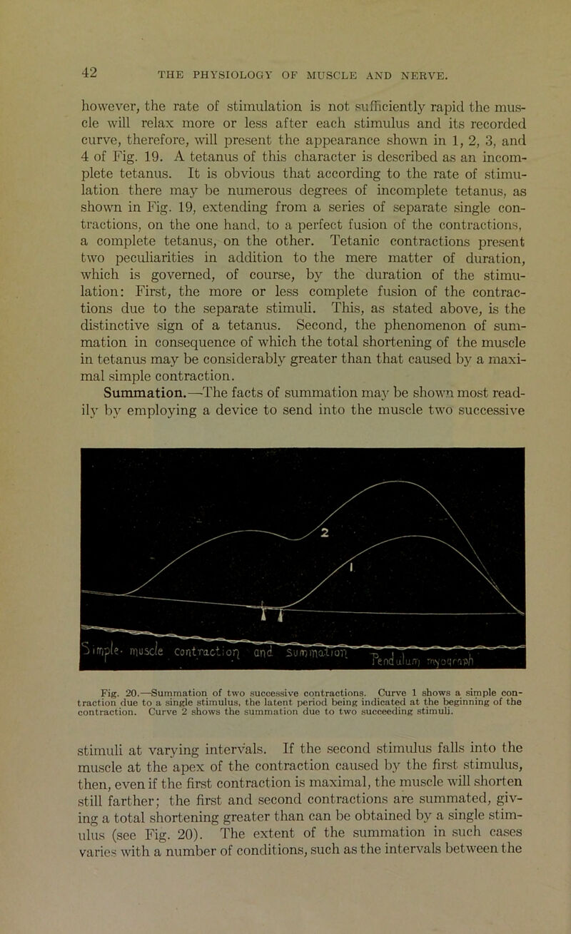 however, the rate of stimulation is not sufficiently rapid the mus- cle will relax more or less after each stimulus and its recorded curve, therefore, will present the appearance shown in 1, 2, 3, and 4 of Fig. 19. A tetanus of this character is described as an incom- plete tetanus. It is obvious that according to the rate of stimu- lation there may be numerous degrees of incomplete tetanus, as shown in Fig. 19, extending from a series of separate single con- tractions, on the one hand, to a perfect fusion of the contractions, a complete tetanus, on the other. Tetanic contractions present two peculiarities in addition to the mere matter of duration, which is governed, of course, by the duration of the stimu- lation: First, the more or less complete fusion of the contrac- tions due to the separate stimuli. This, as stated above, is the distinctive sign of a tetanus. Second, the phenomenon of sum- mation in consequence of which the total shortening of the muscle in tetanus may be considerably greater than that caused by a maxi- mal simple contraction. Summation.—The facts of summation may be shown most read- ily by employing a device to send into the muscle two successive Fig. 20.—Summation of two successive contractions. Curve 1 shows a simple con- traction due to a single stimulus, the latent period being indicated at the beginning of the contraction. Curve 2 shows the summation due to two succeeding stimuli. stimuli at varying intervals. If the second stimulus falls into the muscle at the apex of the contraction caused by the first, stimulus, then, even if the first contraction is maximal, the muscle will shorten still farther; the first and second contractions are summated, giv- ing a total shortening greater than can be obtained by a single stim- ulus (see Fig. 20). The extent of the summation in such cases varies with a number of conditions, such as the intervals between the