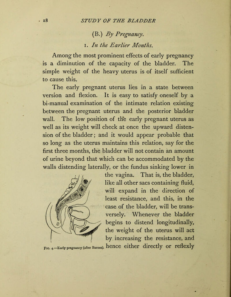 (B.) By Pregnancy. i. In the Earlier Months. Among the most prominent effects of early pregnancy is a diminution of the capacity of the bladder. The simple weight of the heavy uterus is of itself sufficient to cause this. The early pregnant uterus lies in a state between version and flexion. It is easy to satisfy oneself by a bi-manual examination of the intimate relation existing between the pregnant uterus and the posterior bladder wall. The low position of the early pregnant uterus as well as its weight will check at once the upward disten- sion of the bladder; and it would appear probable that so long as the uterus maintains this relation, say for the first three months, the bladder will not contain an amount of urine beyond that which can be accommodated by the walls distending laterally, or the fundus sinking lower in the vagina. That is, the bladder, like all other sacs containing fluid, will expand in the direction of least resistance, and this, in the case of the bladder, will be trans- versely. Whenever the bladder begins to distend longitudinally, the weight of the uterus will act by increasing the resistance, and Fig. 4.-Eariy pregnancy (after Barnes), hence either directly or reflexly