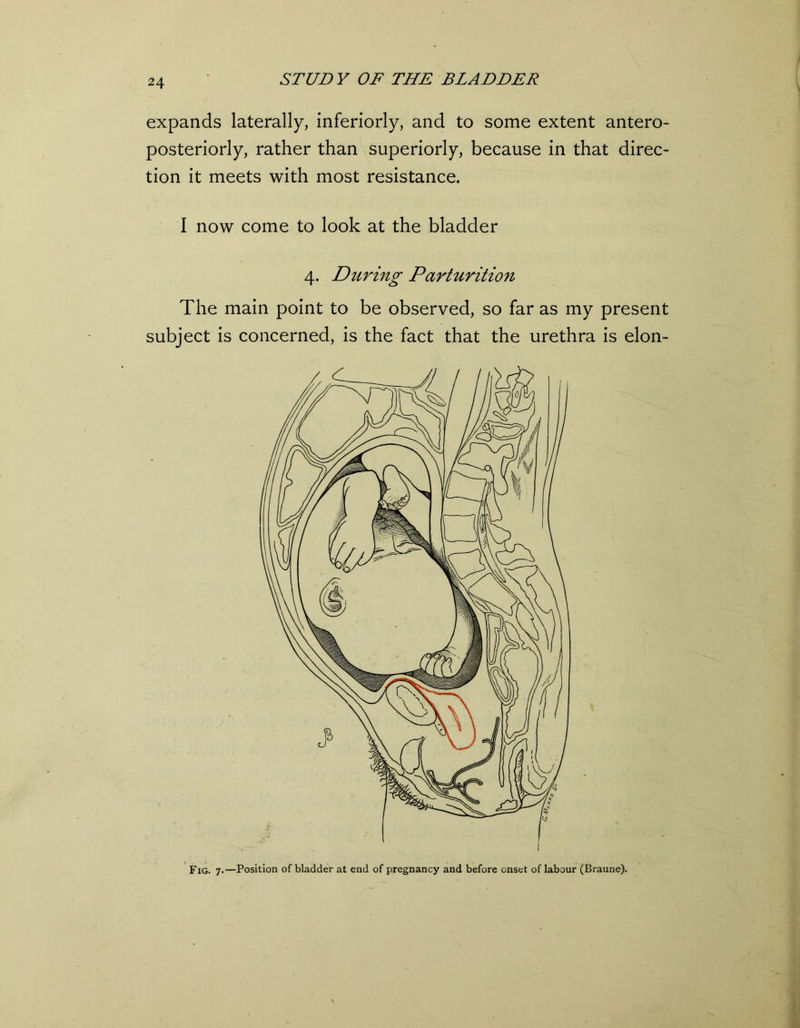 expands laterally, inferiorly, and to some extent antero- posteriorly, rather than superiorly, because in that direc- tion it meets with most resistance. I now come to look at the bladder 4. During Parturition The main point to be observed, so far as my present subject is concerned, is the fact that the urethra is elon- Fig. 7.—Position of bladder at end of pregnancy and before onset of labour (Braune).