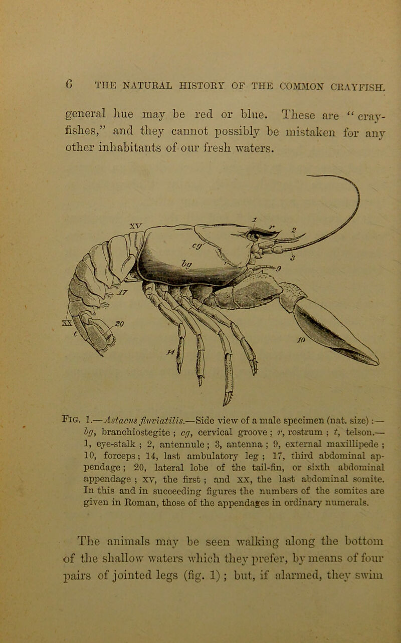 general luxe may be red or blue. These are “ cray- fishes,” and they cannot possibly be mistaken for any other inhabitants of oiu’ fresh waters. Fio. I.—Astacvs flvviatilis.—Side view of a male specimen fnat. size):— Iff, brancMostegite ; cff, cervical groove; r, rostrum ; t, telson.— 1, eye-stalk ; 2, antennule; 3, antenna ; 9, external maxillipede ; 10, forceps; 14, last ambulatory leg; 17, third abdominal ap- pendage ; 20, lateral lobe of the tail-fin, or sixth abdominal appendage ; xv, the first; and xx, the last abdominal somite. In this and in succeeding figures the numbers of tlie somites are given in Roman, those of the appendages in ordinary numerals. The animals may be seen walking along the bottom of the shallow waters wliicli tliey prefer, by means of four j)airs of jointed legs (fig. 1); but, if alarmed, they swim