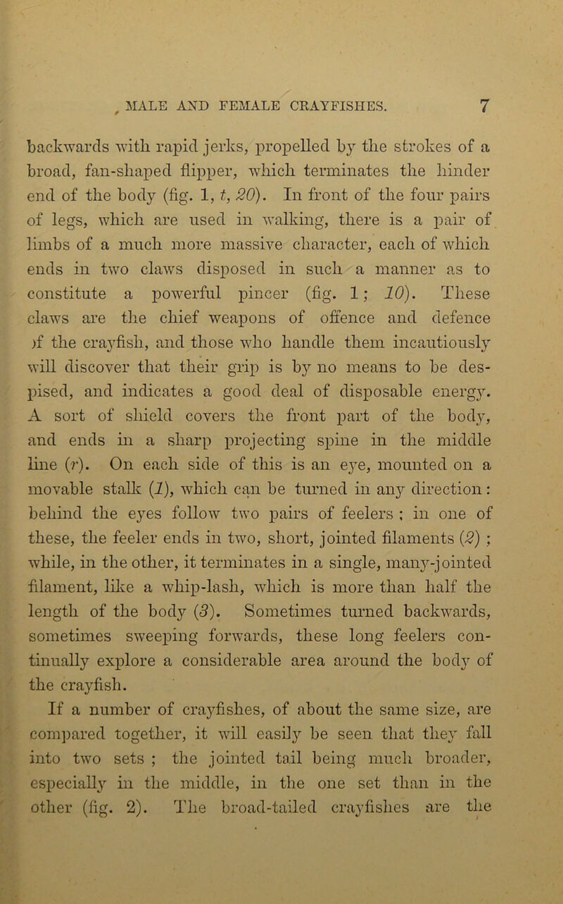 backwards with rapid jerks, propelled by the strokes of a broad, fan-shaped flipper, which terminates the hinder end of the body (fig. 1, t, 20). In front of the four pairs of legs, which are used in walking, there is a pair of limbs of a much more massive character, each of which ends in two claws disposed in such a manner as to constitute a powerful pincer (fig. 1; 10). These claws are tlie chief weapons of offence and defence )f the crayfish, and those who handle them incautiously will discover that their grip is b}’' no means to be des- pised, and indicates a good deal of disposable energy. A sort of shield covers the front part of the bod}’-, and ends in a sharp projecting spine in the middle Ihie (?•)• On each side of this is an e^^e, mounted on a movable stallc (I), which can be turned in any direction: behind the eyes follow two pairs of feelers ; in one of these, the feeler ends in two, short, jointed filaments {2) ; while, in the other, it terminates in a single, man^^-j ointed filament, lilie a whip-lash, which is more than half the length of the body (5). Sometimes turned backwards, sometimes sweeping forwards, these long feelers con- tinually explore a considerable area around the body of the crayfish. If a number of crayfishes, of about the same size, are compared together, it will easil}'’ be seen that they fall into two sets ; the jointed tail being much broader, especially in tlie middle, in the one set than in the other (fig. 2). The broad-tailed crayfishes are the