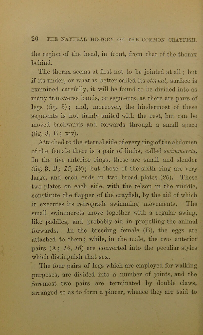 the region of the head, in front, from that of the thorax behind. The thorax seems at first not to be jointed at all; but if its under, or what is better called its sternal, surface is examined carefully, it will be found to be divided into as many transverse bands, or segments, as there are i^au’s of legs (fig. 3); and, moreover, the hindermost of these segments is not firml}^ united with the rest, but can be moved backwards and forwards through a small space (fig. 3, B ; xiv). Attached to the sternal side of every ring of the abdomen of the female there is a pair of limbs, called swimmcrcts. In the five anterior rings, these are small and slender (fig. 3, B; 15,19); but those of the sixth ring are veiy large, and each ends in two broad plates (30). These two plates on each side, with the telson in the middle, constitute the flapper of the crayfish, by the aid of which it executes its retrograde swimming movements. The small swimmerets move together with a regular swing, like paddles, and probably aid in propelling the animal forwards. In the breeding female (B), the eggs are attached to them; while, in the male, the two anterior pairs (A; 16, 16) are converted into the peculiar styles which distinguish that sex. The four pairs of legs which are emploj'ed for wallving purposes, are divided into a number of joints, and the foremost two pairs are terminated by double claws, arranged so as to form a pinccr, whence they ai’e said to