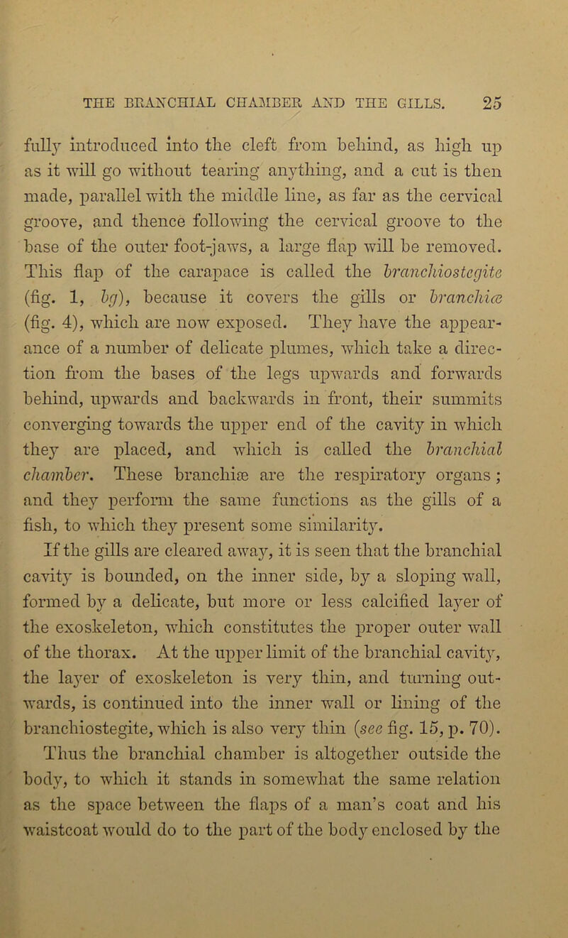 full} introclucecl into tlie cleft from behind, as high up as it will go without tearing anything, and a cut is then made, j)arallel with the middle line, as far as the cervical groove, and thence following the cervical groove to the base of the outer foot-jaws, a large flap will be removed. This flap of the carapace is called the branchiostegite (fig. 1, bg), because it covers the gills or brancMcd (fig. 4), which are now exposed. They have the appear- ance of a number of delicate plumes, which take a direc- tion from the bases of the legs upwards and forwards behind, upwards and backwards in front, their summits converging towards the upper end of the cavity in which they are placed, and which is called the branchial chamber. These branchiae are the respiratory organs ; and they perform the same functions as the gills of a fish, to which they present some similarity. If the gills are cleared away, it is seen that the branchial cavity is bounded, on the inner side, by a sloping wall, formed by a delicate, but more or less calcified la}^er of the exoskeleton, which constitutes the proper outer wall of the thorax. At the upi^er limit of the branchial cavity, the la}er of exoskeleton is very thin, and turning out- wards, is continued into the inner wall or lining of the branchiostegite, which is also very thin (see fig. 15, p. 70). Thus the branchial chamber is altogether outside the body, to which it stands in somewhat the same relation as the space between the flaps of a man’s coat and his waistcoat would do to the part of the body enclosed by the