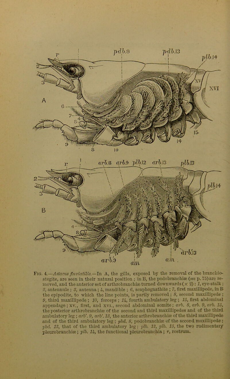 Fig. 4.—Astacus fluviatilis.—In A, the gills, exposed hy the removal of the hi'anchio- stegite, are seen in their natural position ; inB, the podohranchiai (see p. 75)are re- moved, and the anterior set of arthrohranchiaj turned downwards (x 2): 1, eye-sfcilk; S, antennnle; 3, antenna; 4, mandible ; G, scaphognathitc ; 7, first maxillipede, in B the epipodite, to which the line points, is partly removed ; S, second maxillipede ; 9, third maxillipede ; 10, forceps ; lit, fouith ambulatory leg ; 15, first abdominal appendage; xv., first, and xvi., second abdominal somite; arh. 8, arb. 9, arb. IS, the posterior arthrobranchia? of the second and third maxillipedes and of the third ambulatorj' leg; arb'. 9, arb'. 13, the anterior arthrobranchia! of the third maxillipede and of the third ambulatory leg ; pbd. S, podobranehife of the second maxilUiiede ; fibd. IS, that of the third ambulatory leg; plb. 12, p>lb. 13, the two rudimentary pleurobranchiaj; plb. 15, the functional pleurobranchia; r, rostrum.