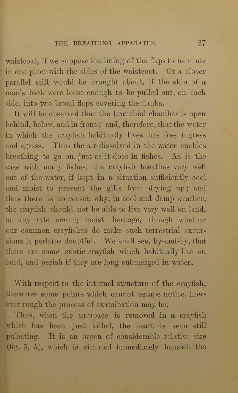 waistcoat, if we suppose the lining of the flaps to be made in one piece with the sides of the waistcoat. Or a closer parallel still would he brought about, if the skin of a man’s hack were loose enough to be pulled out; on each side, into two broad flaps covering the flanks. It will be observed that the branchial chamber is open behind, below, and in front; and, therefore, that the water in which the crayfish habitually lives has free ingress and egress. Thus the air dissolved in the water enables breathing to go on, just as it does in fishes. As is the case with many fishes, the crayfish breathes very well out of the water, if kept in a situation sufficiently cool and moist to prevent the gills from drying up; and thus there is no reason why, in cool and damp weather, the crayfish should not be able to live very well on land, at an} rate among moist herbage, though whether our common crayfishes do make such terrestrial excur- sions is perhaps doubtful. We shall see, by-and-by, that there are some exotic crayfish which habitually live on land, and perish if they are long submerged in water. With respect to the internal structure of the crayfish, there are some points which cannot escape notice, how- ever rough the process of examination maj’’ be. Thus, when the carapace is removed in a crayfish which has been just killed, the heart is seen still pulsating. It is an organ of considerable relative size (fig. 5, h), which is situated immediately beneath the