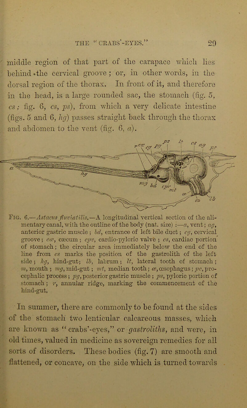 / middle region of that part of the carapace which lies behind ‘the cervical groove ; or, in other words, in the dorsal region of the thorax. In front of it, and therefore in the head, is a large rounded sac, the stomach (fig. 5, cs; fig. 6, cs, ps), from which a very delicate intestine (figs. 5 and 6, hg) passes straight back through the thorax and abdomen to the vent (fig. 6, a). Fig. 6.—Astacns flvxiatilis.—A longitudinal vertical section of the ali- mentary canal, •with the outline of the body (nat. size) :—a, vent; ag, anterior gastric muscle ; hd, entrance of left bile duct; eg, cervical groove; ca;, cascum ; cjJv, cardio-pyloric valvfe ; cs, cardiac portion of stomach; the circular area immediately below the end of the line from cs marks the position of the gastrolith of the left side; hg, hind-gut; Ih, labrum; It, lateral tooth of stomach; m, mouth ; mg, mid-gut; mt, median tooth; ce, oesophagus; 2>c, pi‘0- cephalic process; y;//, posterior gastric muscle ; pyloric portion of stomach; r, annular ridge, marking the commencement of the hind-gut. In summer, there are commonly to be found at the sides of the stomach two lenticular calcareous masses, which are known as “ crabs’-eyes,” or gastrolitJis, and were, in old times, valued in medicine as sovereign remedies for all sorts of disorders. These bodies (fig. 7) are smooth and flattened, or concave, on the side which is turned towards