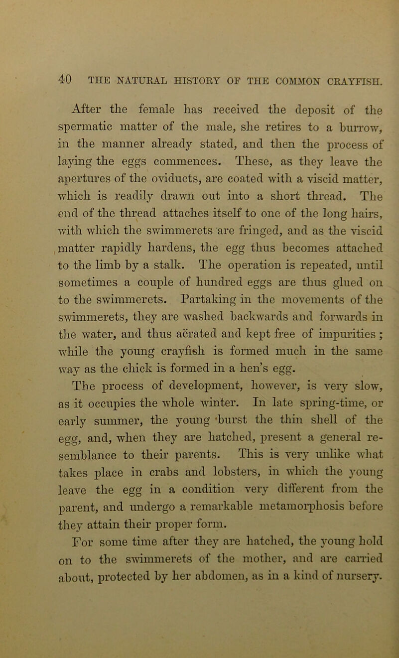 After the female has received the deposit of the spermatic matter of the male, she reth’es to a burrow, in the manner ah’eady stated, and then the process of laying the eggs commences. These, as they leave the apertures of the oviducts, are coated with a viscid matter, which is readily drawn out into a short thread. The end of the thread attaches itself to one of the long hairs, with which the swimmerets are fringed, and as the viscid , matter ra^Didly hardens, the egg thus becomes attached to the limb by a stalk. The operation is repeated, until sometimes a couple of hundred eggs are thus glued on to the swimmerets. Partaking in the movements of the swimmerets, they are washed backwards and forwards in the water, and thus aerated and kept free of impurities; while the young craj^fish is formed much in the same way as the chick is formed in a hen’s egg. The process of development, however, is very slow, as it occupies the whole winter. In late siiring-time, or early summer, the young ’hurst the thin shell of the egg, and, when they are hatched, present a general re- semblance to their parents. This is very unlike what takes place in crabs and lobsters, in which the young leave the egg in a condition very different from the parent, and undergo a remarkable metamorphosis before they attain their proper form. For some time after they are hatched, the young hold on to the swimmerets of the mother, and are earned about, protected by her abdomen, as in a kind of nursery.