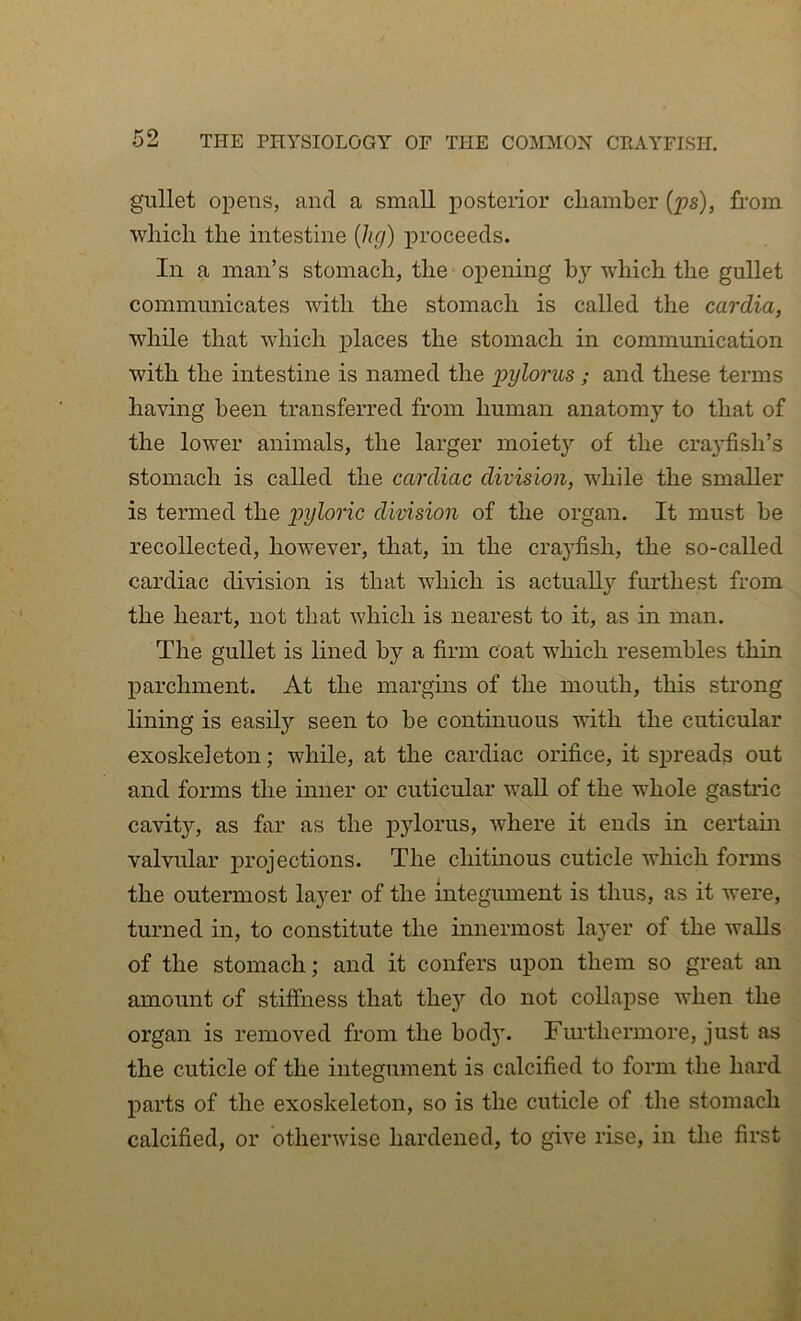 gullet opens, and a small posterior chamber {ps), from which the intestine {hg) proceeds. In a man’s stomach, the opening by which the gullet communicates with the stomach is called the cardia, while that which places the stomach in communication with the intestine is named the pylorus; and these terms having been transferred from human anatomy to that of the lower animals, the larger moiety of the crayfish’s stomach is called the cardiac division, while the smaller is termed the pyloric division of the organ. It must be recollected, however, that, in the crayfish, the so-called cardiac division is that which is actually furthest from the heart, not that which is nearest to it, as in man. The gullet is lined by a firm coat which resembles thin parchment. At the margms of the mouth, this strong lining is easily seen to be continuous with the cuticular exoskeleton; while, at the cardiac orifice, it spreads out and forms the inner or cuticular wall of the whole gastric cavity, as far as the pjdorus, where it ends in certain valvular projections. The chitmous cuticle which forms the outermost layer of the integument is thus, as it were, turned in, to constitute the innermost laj^er of the walls of the stomach; and it confers upon them so great an amount of stiffness that thej'^ do not collapse when the organ is removed from the bod}'. Finthermore, just as the cuticle of the integument is calcified to form the hard parts of the exoskeleton, so is the cuticle of the stomach calcified, or otherwise hardened, to give rise, in the first