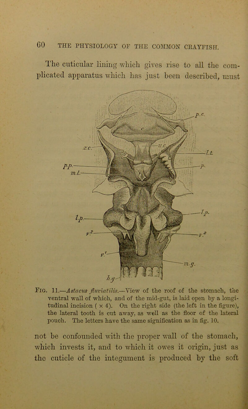 The cuticiilar lining which gives rise to all the com- plicated apparatus which has just been described, must Fig. II.—Astacns Jhmatilis.—View of the roof of the stomach, the ventral wall of which, and of the mid-gut, is laid open by a longi- tudinal incision ( x 4). On the right side (the left in the figure), the lateral tooth is cut away, as well as the floor of the lateral pouch. The letters have the same signification as in fig. 10. not be confounded with the proper wall of the stomach, which invests it, and to which it owes it origin, just as the cuticle of the integument is produced by the soft